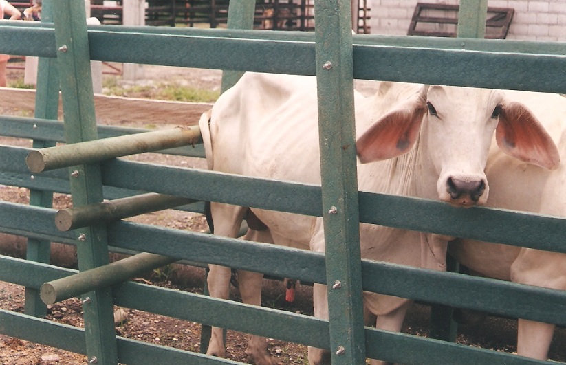 39 Corrales Establos Mangas Coleo Caballerizas Pesebreras Plaza