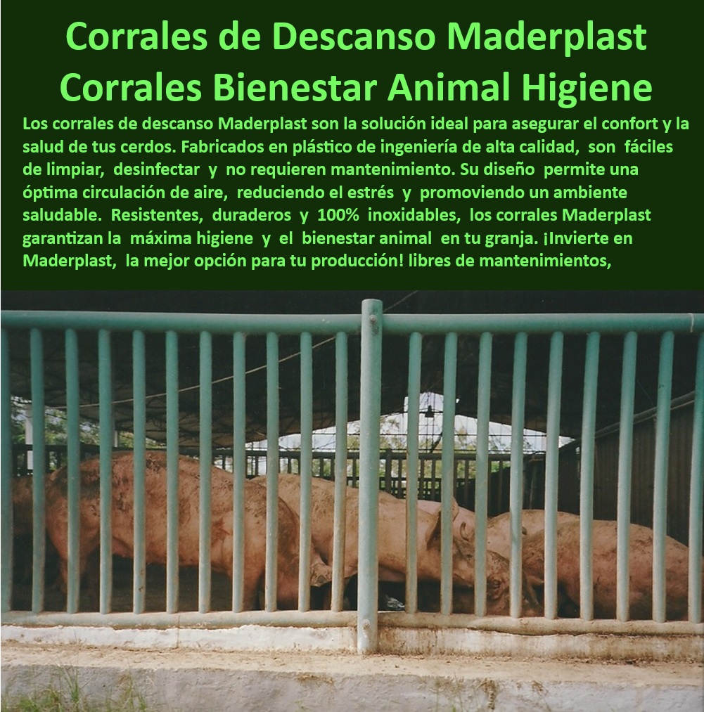 Corrales Para Granjas Porcinas Tipo Baranda Ventilada Maderplast Divisiones de Corrales con Resistencia a Ambientes Ácidos Sistemas de Separación Porcino Certificados para Normas Internacionales Divisiones para Reproducción Corrales ¿Cómo elegir barandas higiénicas para maternidades porcinas? - Corrales diseñados para maximizar el bienestar animal, - Soluciones higiénicas en corrales para maternidades porcinas, - Materiales certificados para ambientes ácidos en granjas, - Barandas-Duraderas-Modulares , - Sistemas-De-Bioseguridad-Granjas - Sistemas plásticos modulares para instalaciones porcinas, - Soluciones modulares en corrales para engorde eficiente, - Corrales ventilados diseñados para ambientes controlados, - ¿Cuáles son los mejores corrales plásticos para reproducción porcina? - ¿Qué sistemas de bioseguridad se recomiendan para granjas de cerdos? , - Estructuras-Plásticas-Porcinas , - Corrales-Para-Reproducción-Porcina - Separadores de cerdos que reducen el estrés y mejoran la producción, - Divisiones plásticas duraderas para granjas tecnificadas, - Corrales sin mantenimiento para granjas modernas y eficientes, - Barandas modulares anticorrosivas para granjas porcinas, - Materiales anticorrosivos para separaciones porcinas duraderas, - Barandas modulares certificadas para bioseguridad porcina, - Separadores higiénicos y resistentes para manejo de cerdos, - Divisiones plásticas para reproducción y maternidad de cerdos, - Divisiones-Modulares-Porcinas - Barandas sostenibles y ergonómicas para granjas tecnificadas, - Separadores de corrales plásticos para bioseguridad avanzada, - Barandas reciclables con alta resistencia para porcicultura, - Sistemas de corrales resistentes a la humedad y corrosión, - Divisiones resistentes para corrales porcinos de engorde, - Materiales-Certificados-Ambientes-Ácidos - ¿Dónde comprar divisiones modulares para corrales porcinos? - Sistemas de separación para cerdos con diseño innovador, - ¿Qué materiales son mejores para corrales resistentes en granjas? - Divisiones de corrales que cumplen con las normas internacionales, - Materiales plásticos para divisiones en granjas sostenibles, - Separadores-Higiénicos-Cerdos , - Soluciones-Para-Granjas-Tecnificadas - Divisiones para cerdos con limpieza fácil y rápida, - Corrales para reproducción porcina con ventilación óptima, - Corrales-Ventilados-Porcicultura , - Barandas-Anticorrosivas-Granjas - Corrales para porcicultura con diseño modular inteligente. Corrales Para Granjas Porcinas Tipo Baranda Ventilada Maderplast - Divisiones de Corrales con Resistencia a Ambientes Ácidos - Sistemas de Separación Porcino Certificados para Normas Internacionales - Divisiones para Reproducción - Corrales
