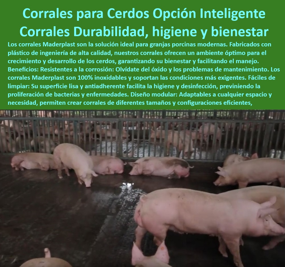 Diseño corrales modernos para cerdos Innovación corral porcicultura Maderplast Cómo usar cercas de plástico corrales porcinos Corrales sostenibles para porcinos con diseño modular Tecnología moderna para manejo de corrales porcinos  Tecnología moderna para la gestión de cerdos en granjas tecnificadas, - Cercas anticorrosivas para instalaciones porcinas modernas, - Cercas para cerdos con diseño adaptable y eficiente, - Tecnología avanzada en manejo de corrales porcinos, - ¿Cómo instalar corrales sostenibles y modulares en una granja? - ¿Qué corrales son ideales para climas cálidos y húmedos? , - Diseño-Avanzado-Porcicultura - Divisiones modulares para instalaciones de porcicultura, - Divisiones para cerdos sin óxido y de larga duración, - Cercas plasticos duraderos para corrales de cerdos, - Materiales plásticos para corrales resistentes y sostenibles, - Sistemas de separación higiénicos para granjas tecnificadas, - Cercas-Resistentes-Porcinas , - Tecnología-Porcina-Modular - Sistemas de barandas resistentes para climas extremos, - Corrales modulares para manejo eficiente de cerdos, - Corrales sostenibles con diseño modular para granjas, - Corrales de engorde resistentes con superficies antibacterianas, - Corrales-Higiénicos-Cerdos - Sistemas de corrales diseñados para mejorar la bioseguridad, - Corrales de cerdos libres de mantenimiento y fáciles de limpiar, - ¿Dónde comprar corrales higiénicos y duraderos para cerdos? - Corrales inteligentes para maximizar el bienestar animal, - ¿Qué tecnología moderna es ideal para manejar cerdos en granjas? , - Sistemas-Sostenibles-Porcinos - Cercas modulares para optimizar espacios en granjas porcinas, - Innovación en corrales higiénicos para producción porcina, - Materiales reciclables para instalaciones porcinas sostenibles, - Cercas porcícolas diseñadas para climas cálidos y húmedos, - Divisiones-Modulares-Cerdos - Tecnología en diseño de corrales higiénicos y eficientes, - Cercas-Plásticas-Duraderas - ¿Cuáles son las mejores cercas plásticas para instalaciones porcinas? , - Manejo-Moderno-Granjas , - Corrales-Modernos-Porcinos , - Bioseguridad-Porcina-Eficiente - Corrales económicos y sostenibles para granjas tecnificadas, - Corrales plásticos con resistencia a ambientes húmedos y ácidos, - Cercas plásticas personalizables para producción porcina, - Diseño de corrales modernos para porcicultura sostenible. Diseño corrales modernos para cerdos Innovación corral porcicultura Maderplast - Cómo usar cercas de plástico corrales porcinos - Corrales sostenibles para porcinos con diseño modular - Tecnología moderna para manejo de corrales porcinos -