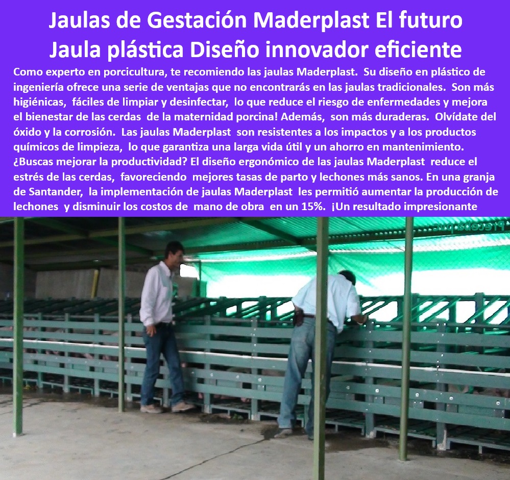 Jaulas De Inseminación Y Gestación Porcina Corral Maternidad Cerdas Maderplast Estructuras innovadoras para jaulas de gestación porcina Sistemas de confinamiento automatizado para cerdas gestantes Venta de jaulas de gestación cerdas 0 Jaulas de confinamiento resistentes para cerdas preñadas. - ¿Cuáles son las mejores jaulas plásticas para cerdas? - -Maternidad-Porcina-De-Bajo-Mantenimiento. - ¿Cómo optimizar la bioseguridad en granjas porcinas? - Soluciones innovadoras para jaulas de maternidad de cerdos. - Jaulas tecnificadas para granjas con normativas sanitarias. - Sistemas de confinamiento eficientes para cerdas preñadas. - Infraestructura de bioseguridad avanzada para granjas tecnificadas. - Corrales de maternidad higiénicos y duraderos. - Infraestructura sostenible para producción porcina eficiente. - Soluciones plásticas para manejo eficiente de cerdas gestantes, - Corrales-Higiénicos-Para-Cerdas. - Sistemas plásticos higiénicos para inseminación artificial porcina, - Sistemas-Modulares-Para-Cerdas, - Jaulas-De-Maternidad-Porcina. - Diseños plásticos libres de óxido para uso intensivo en porcicultura, - Estructuras-Plásticas-Para-Granjas. - Soluciones tecnificadas para manejo de maternidad en porcicultura, - Diseños-Ergonómicos-En-Porcicultura, - Soluciones-De-Confinamiento-Porcino. - Sistemas avanzados para optimizar la maternidad porcina. - Jaulas de alta resistencia para manejo de cerdas gestantes. - Materiales plásticos resistentes a la corrosión para porcicultura. - Corrales plásticos seguros y ergonómicos para granjas tecnificadas, - Infraestructura-Avanzada-Para-Cerdas. - ¿Qué jaulas reducen el mantenimiento en cerdas gestantes? - -Jaulas-Duraderas-Y-Anticorrosivas, - Bioseguridad-En-Porcicultura-Moderna. - Diseño ergonómico para mejorar la productividad porcina. - Corrales de maternidad libres de mantenimiento intensivo. - Corrales eficientes para reducir el estrés de las cerdas. - Jaulas modulares personalizadas para cerdas preñadas. - Jaulas plásticas innovadoras para cerdas gestantes. - ¿Qué jaulas son más eficientes para maternidad porcina? - Jaulas económicas con larga vida útil para granjas. - Sistemas modulares de jaulas plásticas de fácil limpieza. - Estructuras anticorrosivas para granjas porcinas tecnificadas. - ¿Dónde comprar jaulas innovadoras para cerdas preñadas? - Estructuras modulares adaptables a proyectos porcinos. - Materiales plásticos higiénicos para maternidad porcina. Jaulas De Inseminación Y Gestación Porcina Corral Maternidad Cerdas Maderplast - Estructuras innovadoras para jaulas de gestación porcina - Sistemas de confinamiento automatizado para cerdas gestantes - Venta de jaulas de gestación cerdas 0