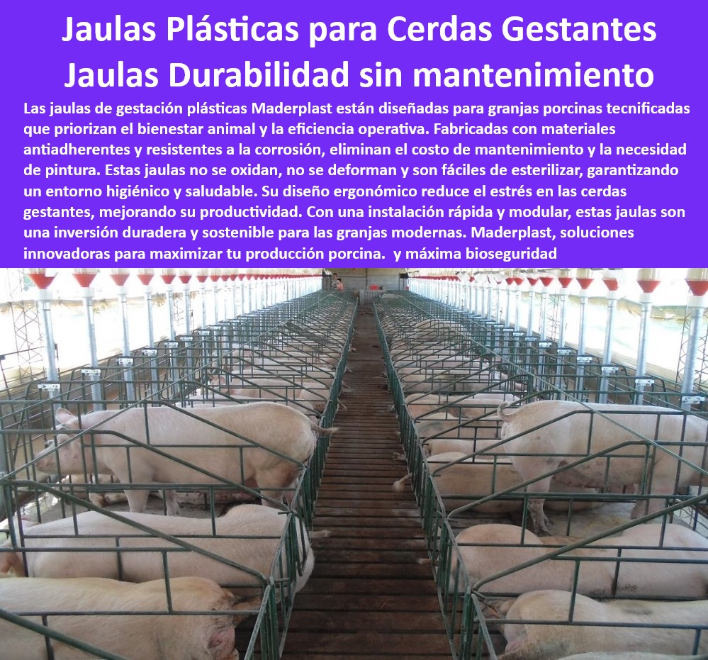 Jaulas De Inseminación Y Gestación Porcina Corral Maternidad Cerdas Maderplast Estructuras plásticas para cerdas recién cargadas en gestación Corrales funcionales para cerda gestante Corrales tecnificados la gestación en porciculturas -Infraestructura-Sostenible-Porcicultura. - Jaulas de maternidad con instalación modular. - Soluciones avanzadas en infraestructura para porcicultura. - -Corrales-Modulares-Para-Cerdas. - Jaulas anticorrosivas para mejorar la bioseguridad. - ¿Cómo mejorar la bioseguridad en granjas porcinas? - Jaulas para mejorar el bienestar animal y la eficiencia. - Sistemas de confinamiento porcícola sin mantenimiento. - Infraestructura plástica para granjas porcinas modernas. - Corrales para maximizar la productividad porcina. - Jaulas plásticas con máxima durabilidad. - Jaulas de fácil limpieza para bioseguridad porcina. - Corrales personalizados para cerdas gestantes. - Corrales de parto higiénicos y económicos. - -Bioseguridad-En-Granjas-Porcinas. - Sistemas modulares para cerdas en gestación. - Diseño eficiente en sistemas de maternidad porcina. - Sistemas de gestación porcina de larga duración. - Diseño higiénico para jaulas de cerdas preñadas. - Corrales de maternidad higiénicos y sostenibles. - Estructuras plásticas sostenibles para granjas tecnificadas. - -Jaulas-Plásticas-Gestación-Porcina. - ¿Cuáles son las mejores jaulas para maternidad porcina? - -Jaulas-Tecnificadas-Para-Cerdas. - Jaulas tecnológicas que reducen el estrés en cerdas. - ¿Qué jaulas reducen el estrés en cerdas gestantes? - -Jaulas-Higiénicas-Y-Duraderas. - -Sistemas-Innovadores-En-Porcicultura. - Sistemas innovadores para la gestación porcina. - Sistemas de gestación resistentes y ecológicos. - Corrales de alta resistencia para maternidad porcina. - ¿Dónde comprar jaulas plásticas para cerdas en gestación? - Jaulas eficientes que optimizan la maternidad porcina. - -Corrales-De-Maternidad-Moderna. - ¿Qué ventajas tienen las jaulas plásticas para cerdas preñadas? - Jaulas plásticas ergonómicas para cerdas gestantes. - Infraestructura avanzada para granjas sostenibles. - -Soluciones-Eficientes-Porcicultura. - -Jaulas-Sin-Mantenimiento-Porcicultura. - Infraestructura para cerdas preñadas libre de mantenimiento. Jaulas De Inseminación Y Gestación Porcina Corral Maternidad Cerdas Maderplast - Estructuras plásticas para cerdas recién cargadas en gestación - Corrales funcionales para cerda gestante - Corrales tecnificados la gestación en porciculturas