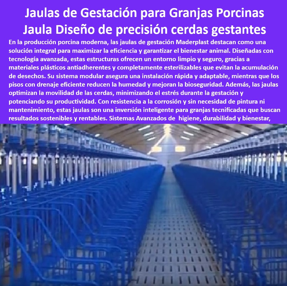 Jaulas De Inseminación Y Gestación Porcina Corral Maternidad Cerdas Maderplast Sistemas básicos de gestación cerdas Cómo diseñar corrales de cerdas preñadas Corrales fáciles granjas porcinas pequeñas Jaulas básicas gestación cerdas Corrales de alta resistencia para maternidad porcina. - ¿Dónde comprar jaulas plásticas para cerdas en gestación? - Corrales de maternidad higiénicos y sostenibles. - Infraestructura plástica para granjas porcinas modernas. - -Infraestructura-Sostenible-Porcicultura. - Sistemas innovadores para la gestación porcina. - Jaulas de fácil limpieza para bioseguridad porcina. - -Jaulas-Higiénicas-Y-Duraderas. - Jaulas anticorrosivas para mejorar la bioseguridad. - Corrales de parto higiénicos y económicos. - Sistemas modulares para cerdas en gestación. - Jaulas plásticas con máxima durabilidad. - Jaulas para mejorar el bienestar animal y la eficiencia. - -Jaulas-Sin-Mantenimiento-Porcicultura. - Corrales personalizados para cerdas gestantes. - -Jaulas-Tecnificadas-Para-Cerdas. - Infraestructura para cerdas preñadas libre de mantenimiento. - ¿Cuáles son las mejores jaulas para maternidad porcina? - Diseño higiénico para jaulas de cerdas preñadas. - -Soluciones-Eficientes-Porcicultura. - Soluciones avanzadas en infraestructura para porcicultura. - Jaulas plásticas ergonómicas para cerdas gestantes. - -Corrales-Modulares-Para-Cerdas. - Jaulas tecnológicas que reducen el estrés en cerdas. - -Jaulas-Plásticas-Gestación-Porcina. - Diseño eficiente en sistemas de maternidad porcina. - Infraestructura avanzada para granjas sostenibles. - ¿Qué ventajas tienen las jaulas plásticas para cerdas preñadas? - Corrales para maximizar la productividad porcina. - -Bioseguridad-En-Granjas-Porcinas. - -Corrales-De-Maternidad-Moderna. - Jaulas de maternidad con instalación modular. - Estructuras plásticas sostenibles para granjas tecnificadas. - ¿Cómo mejorar la bioseguridad en granjas porcinas? - ¿Qué jaulas reducen el estrés en cerdas gestantes? - Sistemas de gestación porcina de larga duración. - Sistemas de confinamiento porcícola sin mantenimiento. - Sistemas de gestación resistentes y ecológicos. - -Sistemas-Innovadores-En-Porcicultura. - Jaulas eficientes que optimizan la maternidad porcina Jaulas De Inseminación Y Gestación Porcina Corral Maternidad Cerdas Maderplast - Sistemas básicos de gestación cerdas - Cómo diseñar corrales de cerdas preñadas - Corrales fáciles granjas porcinas pequeñas - Jaulas básicas gestación cerdas