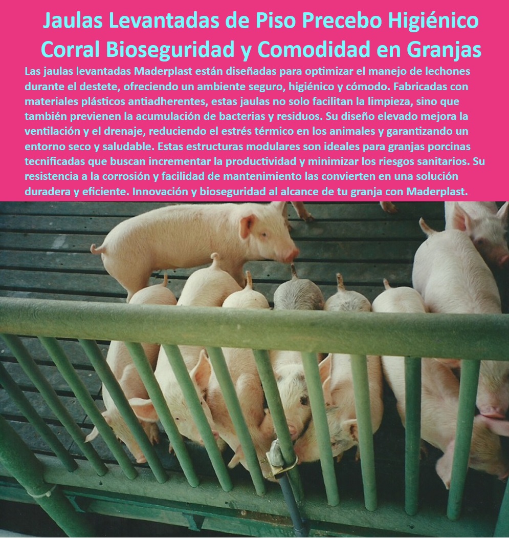 Jaulas de Piso Levantado Precebos Corrales Porcinos Elevados Maderplast Corral económico para mejorar granjas Corrales económicos para lechones Placas resistentes al desgaste por tráfico animal Estructuras bienestar animal en Jaulas Sistemas modulares en granjas tecnificadas, - Equipos de manejo para granjas porcinas, - Jaulas para cerdos jóvenes sin estrés, - Materiales antibacterianos para jaulas porcinas, - Sistemas-Drenaje-Eficiente-Porcinos - Pisos plásticos con drenaje eficiente, - Corrales-Económicos-Lechones-Destetados , - Bienestar-Animal-En-Corrales-Modulares - Pisos higiénicos para lechones destetados, - Corrales elevados con ventilación optimizada, - Jaulas elevadas para destete seguro, - Jaulas económicas con alta durabilidad, - Corrales higiénicos que previenen enfermedades, - Jaulas para transición y engorde de cerdos, - Jaulas-Resistentes-Mantenimiento-Fácil - Corrales para optimizar la transición de lechones, - Soluciones modulares en jaulas de destete, - Estructuras resistentes para manejo porcino, - Soluciones económicas en jaulas porcinas, - Corrales-Modulares-Bioseguros - Pisos plásticos higiénicos para precebos, - Pisos antideslizantes para el bienestar porcino, - ¿Cuáles son las mejores jaulas para cerdos destetados? , - Soluciones-Tecnificadas-Porcicultura - Sistemas modulares para granjas eficientes, - Pisos plásticos resistentes a la corrosión, - Corrales bioseguros con fácil mantenimiento, - Jaulas de piso elevado para cerdos sanos, - ¿Qué pisos son más duraderos para granjas porcinas? , - Infraestructura-Modular-En-Granjas - Corrales modulares para lechones destetados, - Infraestructura avanzada para producción porcina, - ¿Dónde comprar corrales con drenaje eficiente para lechones? - Placas plásticas para uso profesional porcino, - Pisos-Plásticos-Seguros-Y-Higiénicos - Soluciones técnicas para destete en granjas, - Pisos-Higiénicos-Para-Porcebos - ¿Cómo mejorar la bioseguridad en jaulas para precebos? , - Jaulas-Elevadas-Destete-Seguro - ¿Qué soluciones hay para el destete sin estrés en porcicultura? Jaulas de Piso Levantado Precebos Corrales Porcinos Elevados Maderplast - Corral económico para mejorar granjas - Corrales económicos para lechones - Placas resistentes al desgaste por tráfico animal - Estructuras bienestar animal en Jaulas