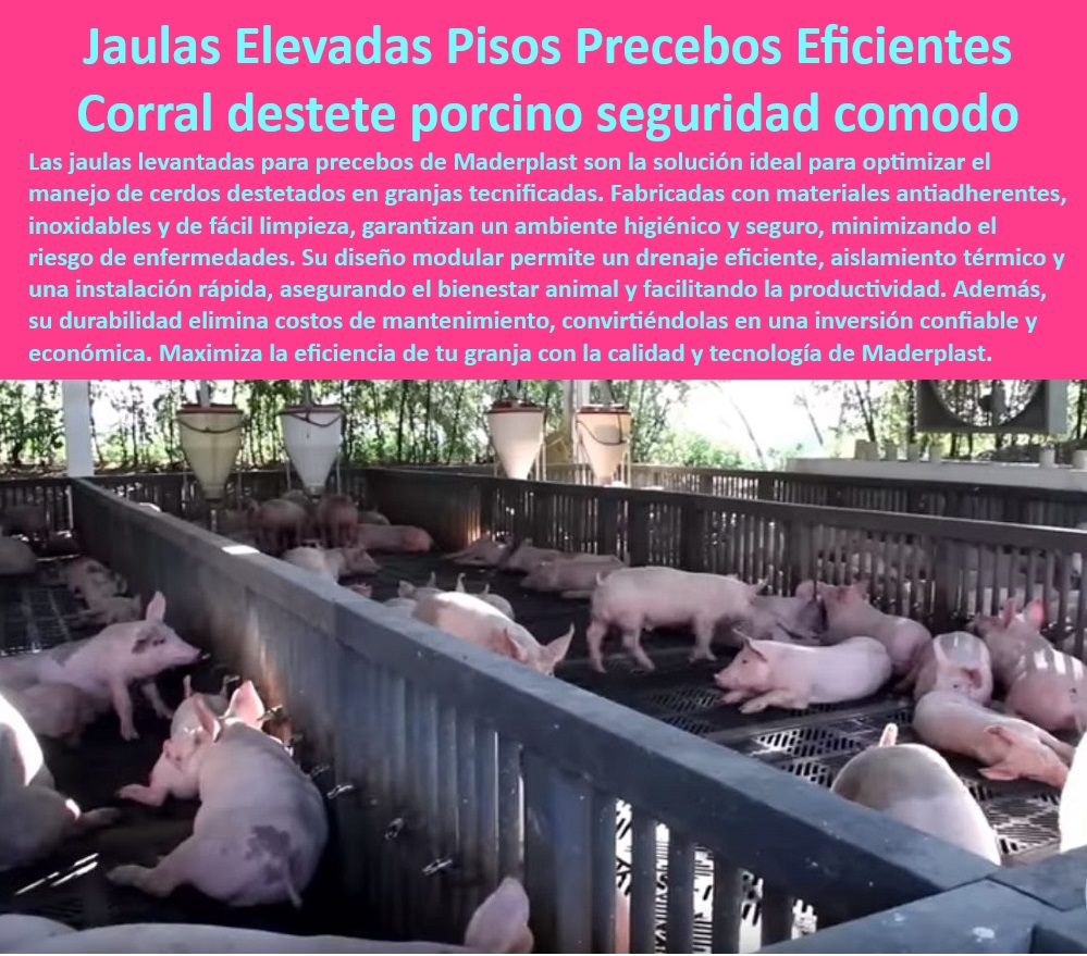 Jaulas de Piso Levantado Precebo Corrales Porcinos Elevados Maderplast Jaulas ergonómicas para lechones en precebo Corrales modulares cría de cerdos destetados Sistemas prácticos para destete porcino Jaulas para cerdos destetados 0 Jaulas avanzadas para lechones destetados, , - Infraestructura-Modular-En-Granjas , - Jaulas-Elevadas-Para-Cerdos , - Bioseguridad-En-Manejo-Porcino - Corrales modulares para bioseguridad porcina, - Corrales seguros para lechones en precebo, , - Pisos-Plásticos-Anticorrosivos - Jaulas resistentes y duraderas, , - Corrales-Modulares-Porcinos - Pisos elevados resistentes a la corrosión, - ¿Qué sistemas de piso son higiénicos para granjas porcinas? - Pisos modulares con drenaje eficiente, - Infraestructura robusta para cría porcina, - Pisos antideslizantes para granjas porcinas, - Jaulas especializadas en destete seguro, , - Sistemas-Higiénicos-Para-Precebos - Corrales prácticos y de bajo mantenimiento, , - Jaulas-Plásticas-Bajo-Mantenimiento - Equipos higiénicos para granjas tecnificadas, - Sistemas fáciles de instalar para cerdos, - Jaulas para mejorar la productividad porcina, , - Corrales-Eficientes-Drenaje - Infraestructura para transición de lechones, - ¿Cuáles son los mejores corrales para lechones en precebo? , - Pisos-Antideslizantes-En-Granjas , - Jaulas-Destete-Seguro-Lechones - Soluciones bioseguras para manejo porcino, - Sistemas modulares para destete porcino, - ¿Dónde jaula encontrars para destete porcino? - Pisos eficientes para granjas sostenibles, - Corrales plásticos para optimizar la producción, - Soluciones eficientes para precebo porcino, - Corrales ergonómicos en precebo, - Jaulas elevadas para cerdos destetados, - Pisos plásticos resistentes y antideslizantes, - ¿Qué jaulas ofrecen drenaje eficiente para lechones? - ¿Cómo instalar jaulas modulares para cerdos? - Soluciones económicas para el bienestar animal, - Corrales plásticos higiénicos para cerdos, - Sistemas prácticos para cría de cerdos. Jaulas de Piso Levantado Precebo Corrales Porcinos Elevados Maderplast Jaulas ergonómicas para lechones en precebo Corrales modulares cría de cerdos destetados Sistemas prácticos para destete porcino Jaulas para cerdos destetados 0