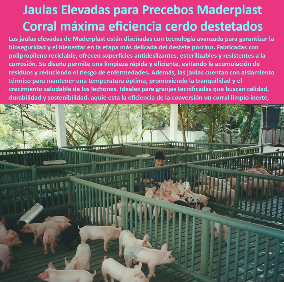 Jaulas de Piso Levantado Precebos Corrales Porcinos Elevados Maderplast Pisos elevados para destete en granjas Sistemas manejar cerdos precebo en granjas pequeñas Jaulas higiénicas para manejo eficiente del precebo Sistemas Jaulas 0 Jaulas de -Jaulas-Económicas-Fácil-Instalación - Jaulas que minimizan el estrés térmico animal, - Sistemas de piso para reducir riesgos sanitarios, - Corrales plásticos ideales para destete seguro, , - Jaulas-Elevadas-Destete-Cerdos , - Corrales-Drenantes-Higiene-Porcina , - Sistemas-Eficientes-Manejo-Porcebo - ¿Qué jaulas son más eficientes para manejar precebos en granjas? - Pisos resistentes y de fácil mantenimiento, - Jaulas con diseño ergonómico para lechones, - Infraestructura para cría de lechones, - Soluciones plásticas para optimizar la producción porcina, - Sistemas avanzados para cerdos destetados, , - Corrales-Modulares-Porcinos - Jaulas resistentes a la corrosión en granjas, - Jaulas elevadas para destete de cerdos, - Pisos drenantes para evitar la acumulación de residuos, , - Pisos-Antideslizantes-Para-Granjas , - Pisos-Plásticos-Bajo-Mantenimiento - Corrales económicos y de fácil instalación, , - Jaulas-Plásticas-Higiénicas-Granjas - Soluciones higiénicas para el bienestar animal, - Pisos antideslizantes para jaulas porcinas, - Corrales modulares para manejo porcino, - Sistemas eficientes para manejo de precebos, - ¿Cómo instalar corrales modulares en granjas tecnificadas? - Infraestructura sostenible para manejo porcino, - Jaulas plásticas con drenaje óptimo, - Pisos elevados para granjas porcinas tecnificadas, - ¿Dónde comprar jaulas plásticas para cerdos precebo? - Jaulas económicas con durabilidad extendida, - Infraestructura tecnificada para manejo de lechones, - Jaulas para mejorar la bioseguridad en granjas, , - Infraestructura-Tecnificada-Bienestar-Animal - ¿Qué sistemas de pisos higiénicos son ideales para granjas porcinas? - Pisos plásticos higiénicos para granjas, - Sistemas modulares para cerdos en precebo, - Corrales con ventilación eficiente para lechones, - ¿Cuáles son las mejores jaulas para destete de cerdos? , - Soluciones-Tecnológicas-Para-Granjas Piso Levantado Precebos Corrales Porcinos Elevados Maderplast - Pisos elevados para destete en granjas - Sistemas manejar cerdos precebo en granjas pequeñas - Jaulas higiénicas para manejo eficiente del precebo - Sistemas Jaulas 0