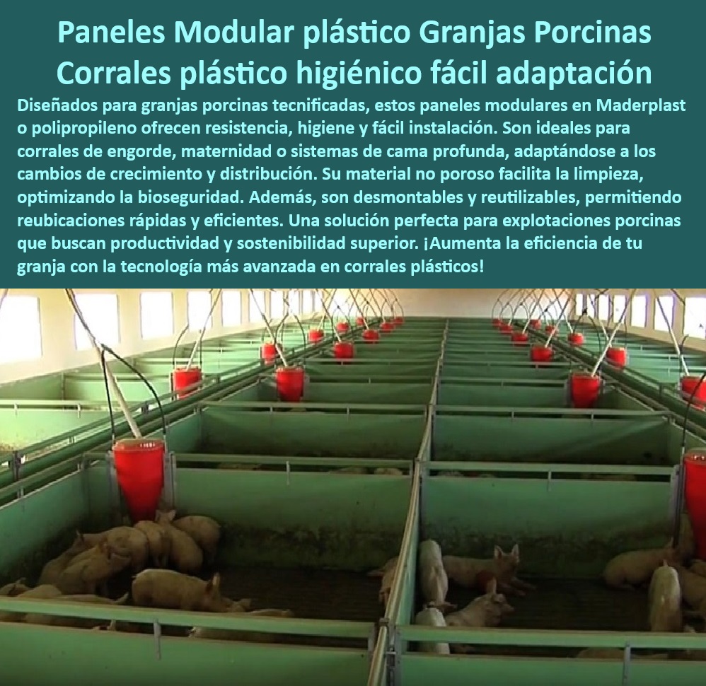 Paneles Plásticos Modulares para Corrales de Cerdos Maderplast Corrales Higiénicos y Duraderos para Cerdos de Engorde con Bioseguridad y Sostenibilidad Superior Materiales Anticorrosivos Antibacteriales y de Fácil Limpieza Optimizada Infraestructura sostenible en sistemas porcinos, - Corrales plásticos con alta durabilidad y bioseguridad, - Diseño modular eficiente para engorde porcino, - Paneles modulares para fácil reubicación de corrales, - Paneles adaptables a sistemas de crecimiento porcino, , - Paneles-Plásticos-Resistentes - Soluciones eficientes para higiene en granjas porcinas, - Soluciones avanzadas en infraestructura de porcicultura, - Placas plásticas antibacteriales para cerdos, , - Materiales-Antibacteriales-Granjas , - Innovación-Bioseguridad-Porcina - Diseño práctico para corrales de maternidad, - Paneles plásticos modulares para corrales porcinos, - Paneles plásticos sostenibles para sistemas tecnificados, - Corrales de engorde con bioseguridad superior, - Soluciones higiénicas en granjas porcinas tecnificadas, - Materiales ecológicos para sistemas porcinos modernos, , - Soluciones-Higiénicas-Porcinas - Infraestructura modular para granjas porcinas avanzadas, - Innovación en paneles plásticos para corrales, - ¿Cuáles son los mejores materiales para bioseguridad porcina? - Soluciones desmontables y reutilizables en corrales, - Materiales anticorrosivos para instalaciones porcinas, - Pisos y paneles plásticos resistentes para porcicultura, , - Diseño-Modular-Granjas-Tecnificadas - Paneles modulares para optimización de bioseguridad, , - Corrales-Duraderos-Bioseguros - Placas plásticas no porosas para instalaciones de cerdos, , - Corrales-Desmontables-Sostenibles , - Infraestructura-Modular-Porcicultura - Paneles antibacterianos para reducción de enfermedades porcinas, - ¿Qué paneles son ideales para granjas tecnificadas? - Materiales resistentes a ambientes hostiles en granjas, - ¿Dónde encontrar paneles de plástico para corrales de cerdos? - ¿Cómo instalar corrales desmontables para cerdos de engorde? , - Corrales-Fáciles-Limpieza - Paneles de fácil limpieza para granjas porcinas, - ¿Qué soluciones existen para optimizar la higiene en granjas porcinas? - Corrales desmontables para facilitar el manejo del cerdo, , - Paneles-Plásticos-Modulares-Corrales Paneles Plásticos Modulares para Corrales de Cerdos Maderplast  - Corrales Higiénicos y Duraderos para Cerdos de Engorde con Bioseguridad y Sostenibilidad Superior - Materiales Anticorrosivos, Antibacteriales y de Fácil Limpieza Optimizada