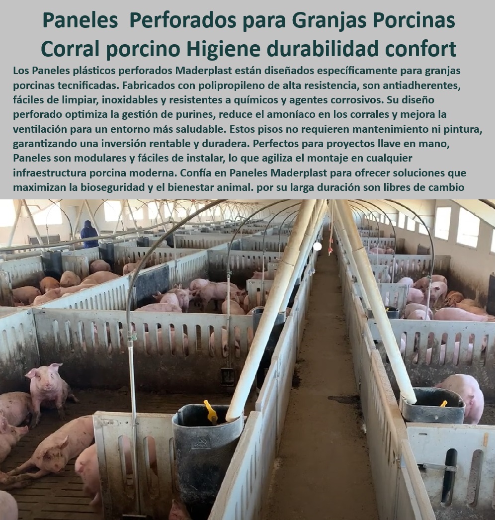 Paneles Plásticos Porcícolas Placas Higiénicas Granjas De Cerdos Maderplast Cómo instalar pisos de plástico en corrales de cerdos Pisos económicos y fáciles de limpiar para cerdos Paneles diseñados de aumentar la productividad animal -Pisos-Plásticos-Corrales - Pisos perforados que mejoran la ventilación en corrales, - Tecnología plástica para mejorar el bienestar animal en cerdos, - Corrales modulares con enfoque en confort y productividad, , - Infraestructura-Porcina-Moderna - Paneles antiadherentes resistentes a químicos y agentes corrosivos, - Paneles reconfigurables y adaptables para granjas porcinas, - Diseño modular para optimizar la producción en granjas porcinas, - ¿Cuáles son los mejores pisos plásticos para bioseguridad porcina? - Paneles resistentes para reducir emisiones de amoníaco, - Sistemas de ventilación con pisos plásticos perforados, , - Corrales-Modulares-Perforados - ¿Qué pisos perforados son ideales para corrales de cerdos? - Paneles duraderos y fáciles de limpiar para cerdos, - Pisos higiénicos que optimizan la limpieza de corrales, - Sistemas económicos y sostenibles para granjas porcinas modernas, - Soluciones plásticas sostenibles para granjas de cerdos, - Infraestructura plástica para granjas de engorde de cerdos, - Pisos modulares para granjas tecnificadas de cerdos, - Paneles de polipropileno resistentes para porcicultura, , - Paneles-Plásticos-Higiénicos - Corrales perforados para mejor gestión de purines, , - Pisos-Eficientes-Para-Cerdos , - Tecnología-Plástica-Porcicultura , - Soluciones-Sostenibles-Porcinas , - Sistemas-De-Ventilación-Porcina - Pisos plásticos perforados para corrales porcinos, - ¿Dónde comprar paneles plásticos higiénicos para granjas porcinas? , - Confort-Animal-Duradero - Tecnología plástica avanzada para manejo de purines, - Soluciones llave en mano para instalaciones porcinas tecnificadas, - Infraestructura moderna y duradera para granjas porcinas, , - Bioseguridad-En-Granjas - Pisos plásticos que maximizan la bioseguridad en granjas, - ¿Qué soluciones plásticas reducen el amoníaco en corrales porcinos? - Pisos plásticos con alta durabilidad y confort animal, - Paneles higiénicos para manejo de cerdos en granjas, - Tecnología en paneles plásticos para bioseguridad porcina, - ¿Cómo instalar pisos modulares en corrales de cerdos? - Pisos sin mantenimiento para instalaciones porcinas. Paneles Plásticos Porcícolas Placas Higiénicas Granjas De Cerdos Maderplast - Cómo instalar pisos de plástico en corrales de cerdos - Pisos económicos y fáciles de limpiar para cerdos - Paneles diseñados de aumentar la productividad animal
