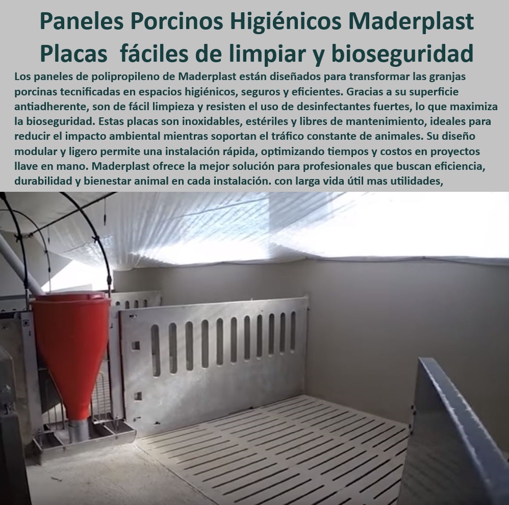 Paneles Plásticos Porcícolas Placas Higiénicas Granjas De Cerdos Maderplast Paneles para evitar acumulación de suciedad en corrales Placas térmicas confort en maternidades porcinas Placas de polipropileno resistentes para corrales PP -Paneles-Plásticos-Bioseguridad - Pisos plásticos que evitan la acumulación de suciedad, - Placas de polipropileno antiadherentes y estériles, - Placas-Resistentes-Para-Granjas , - Bioseguridad-En-Maternidades - Soluciones llave en mano para granjas porcinas tecnificadas, - Placas resistentes que reducen el impacto ambiental, - ¿Qué paneles reducen el impacto ambiental en instalaciones porcinas? - Paneles plásticos higiénicos para maternidades porcinas, - Paneles para evitar suciedad y contaminantes en corrales, - Pisos-Higiénicos-Para-Corrales - Corrales porcinos higiénicos para producción sostenible, - Soluciones plásticas adaptables para maternidades porcinas, - Pisos plásticos de fácil limpieza para instalaciones porcinas, - Soluciones higiénicas para bioseguridad en granjas porcinas, - Infraestructura-Porcina-Sostenible - ¿Cuáles son los mejores pisos higiénicos para maternidades porcinas? - Paneles resistentes al tráfico constante en corrales, - Sistemas-De-Limpieza-Porcinos - Paneles plásticos diseñados para el bienestar animal, - Sistemas modulares para optimizar la producción en granjas, - ¿Dónde comprar paneles plásticos para corrales de cerdos? - ¿Qué placas son más resistentes para corrales porcinos? - Pisos diseñados para mejorar el manejo de purines, - Placas térmicas resistentes para corrales de cerdos, - Materiales innovadores para evitar la acumulación de residuos, - Pisos que mejoran la bioseguridad y el confort animal, - Placas modulares fáciles de instalar en granjas, - Pisos duraderos para maternidades de cerdos tecnificados, - Infraestructura plástica para granjas de cerdos modernas, - Pisos-Antiadherentes-Duraderos - ¿Cómo optimizar la limpieza en granjas de cerdos con pisos plásticos? - Sistemas plásticos sin mantenimiento para instalaciones ganaderas, - Corrales-Porcinos-Duraderos - Paneles de polipropileno para bioseguridad porcina, - Corrales para cerdos con alta resistencia química, - Paneles que maximizan el confort térmico en corrales, - Soluciones-Modulares-Porcinas , - Paneles-Térmicos-Confort-Porcicultura - Placas para corrales porcinos libres de mantenimiento. Paneles Plásticos Porcícolas Placas Higiénicas Granjas De Cerdos Maderplast - Paneles para evitar acumulación de suciedad en corrales - Placas térmicas confort en maternidades porcinas - Placas de polipropileno resistentes para corrales PP