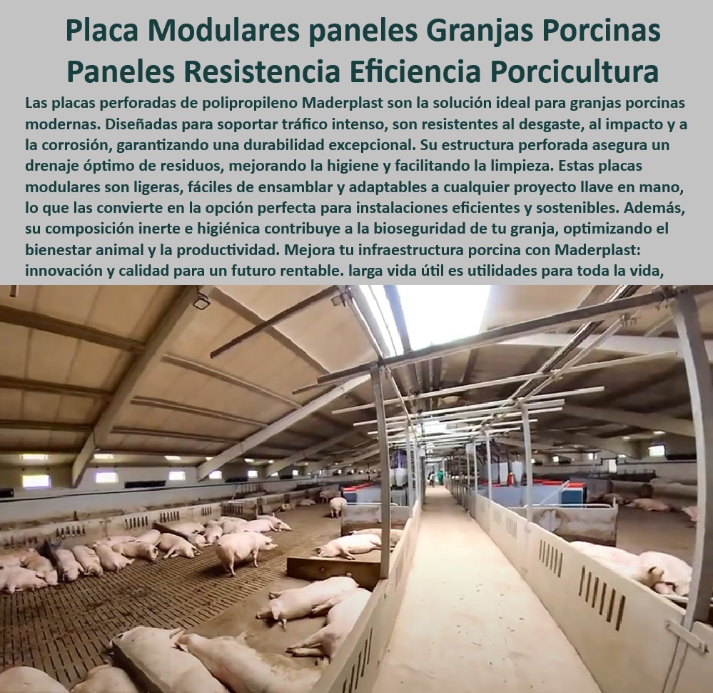 Paneles Plásticos Porcícolas Placas Higiénicas Granjas De Cerdos Maderplast Paneles para reducir el impacto ambiental en porcicultura Placas perforadas para maximizar la higiene en corrales Materiales reciclables para instalaciones PP Placas modulares de fácil limpieza para maternidades porcinas, - Paneles modulares para mejorar la productividad animal, - Sistemas plásticos para optimizar la higiene en corrales porcinos, - Pisos plásticos antiadherentes para maximizar la higiene en maternidades, - Pisos higiénicos para granjas tecnificadas con bioseguridad, - Soluciones innovadoras para reducir costos operativos en granjas, - Placas ecológicas con bajo mantenimiento para corrales, - Placas plásticas modulares para granjas porcinas sostenibles, - Placas resistentes que reducen el impacto ambiental en corrales, - Placas resistentes al tráfico constante de cerdos, - Sistemas-Modulares-Bioseguridad - Materiales anticorrosivos y estériles para instalaciones porcinas, - Paneles fáciles de instalar para proyectos llave en mano, - Innovación-En-Porcicultura , - Materiales-Duraderos-Porcinos , - Soluciones-Plásticas-Sostenibles - Pisos de polipropileno para maximizar la bioseguridad, - Pisos-Plásticos-Para-Corrales , - Pisos-Con-Drenaje-Eficiente - Pisos diseñados para soportar condiciones extremas en granjas, - Placas-Perforadas-Eficiencia - Materiales plásticos para infraestructuras agrícolas modernas, - Paneles para reducir el impacto ambiental en granjas de cerdos, - Paneles perforados higiénicos para corrales de cerdos, - Materiales reciclables resistentes para instalaciones porcinas, - ¿Cuáles son los mejores paneles plásticos para corrales de cerdos? , - Paneles-Ecológicos-Para-Granjas - Placas plásticas reciclables para granjas porcinas eficientes, - Placas higiénicas para instalaciones sostenibles y eficientes, - Paneles-Reciclables-Porcicultura - Materiales plásticos diseñados para eficiencia en porcicultura, - Placas-Higiénicas-Granjas - ¿Cómo optimizar la higiene y el drenaje en granjas de cerdos? - ¿Qué pisos higiénicos ayudan a mejorar la bioseguridad en granjas? - Paneles con diseño especializado para manejo de purines, - Paneles duraderos contra el desgaste y la corrosión en granjas, - Sistemas modulares plásticos para maximizar el bienestar animal, - ¿Dónde encontrar placas modulares para maternidades porcinas? - ¿Qué materiales sostenibles son ideales para instalaciones porcinas? - Pisos plásticos con drenaje para manejo de purines Paneles Plásticos Porcícolas Placas Higiénicas Granjas De Cerdos Maderplast - Paneles para reducir el impacto ambiental en porcicultura - Placas perforadas para maximizar la higiene en corrales - Materiales reciclables para instalaciones PP