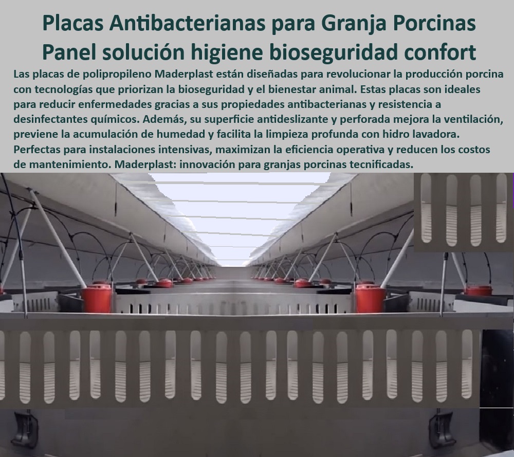 Paneles Plásticos Porcícolas Placas Higiénicas Granjas De Cerdos Maderplast Placas antibacterianas para control de enfermedades porcinas Pisos modulares que optimizan la bioseguridad Placas plásticas para evitar lesiones en cerdos PP Paneles higiénicos de fácil limpieza para granjas modernas, - ¿Qué pisos modulares son ideales para la bioseguridad en cerdos? - Placas resistentes para prevenir la acumulación de suciedad, - Soluciones innovadoras para granjas porcinas de alta productividad, - Placas modulares para optimizar el bienestar animal en porcicultura, - Paneles-Perforados-Para-Cerdos - Materiales plásticos resistentes a desinfectantes químicos, - Materiales ligeros y duraderos para instalaciones porcinas, - ¿Cuáles son las mejores placas antibacterianas para granjas porcinas? - Pisos plásticos diseñados para reducir la acumulación de humedad, - Pisos perforados para facilitar la limpieza en corrales de cerdos, - Paneles sostenibles diseñados para maximizar la eficiencia operativa, - Materiales antibacterianos para instalaciones de cerdos tecnificados, - Materiales plásticos para optimizar la bioseguridad en corrales, - Placas-Higiénicas-Para-Corrales , - Placas-Tecnológicas-Bioseguridad - Soluciones higiénicas para maternidades porcinas tecnificadas, - ¿Qué materiales ayudan a prevenir enfermedades en porcicultura? - ¿Dónde comprar paneles plásticos resistentes para corrales de cerdos? - Placas higiénicas de polipropileno con propiedades antibacterianas, - Placas antideslizantes para reducir lesiones en cerdos, - ¿Cómo optimizar la higiene en corrales de cerdos tecnificados? - Placas con tecnología avanzada para maximizar la salud porcina, - Paneles-Higiénicos-Sostenibles , - Materiales-Resistentes-Porcicultura - Placas antibacterianas para higiene en granjas porcinas, - Paneles perforados que mejoran la ventilación en corrales, - Paneles de polipropileno para control de enfermedades porcinas, - Paneles-Antibacterianos-Porcinos , - Pisos-Plásticos-Con-Bioseguridad - Paneles plásticos resistentes para bioseguridad en cerdos, - Pisos-Modulares-Bioseguridad , - Soluciones-Eficientes-En-Porcicultura - Paneles diseñados para facilitar la limpieza profunda con hidrolavadora, - Placas-Antideslizantes-Granjas - Pisos modulares para minimizar riesgos de enfermedades en cerdos, - Pisos higiénicos para instalaciones porcinas sostenibles y eficientes, - Pisos modulares para prevenir enfermedades en porcicultura, - Placas plásticas sostenibles para bioseguridad porcina eficiente, - Pisos con drenaje óptimos para control de residuos en porcicultura. Paneles Plásticos Porcícolas Placas Higiénicas Granjas De Cerdos Maderplast - Placas antibacterianas para control de enfermedades porcinas - Pisos modulares que optimizan la bioseguridad - Placas plásticas para evitar lesiones en cerdos PP