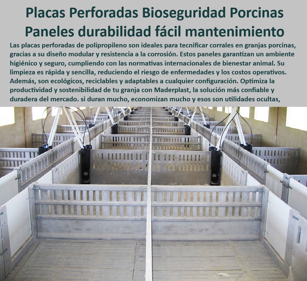 Paneles Plásticos Porcícolas Placas Higiénicas Granjas De Cerdos Maderplast Placas higiénicas que optimizan la productividad animal Sistema modular instalación en corrales Paneles especializados bioseguridad en maternidad porcinas PP Paneles plásticos diseñados para reducir costos operativos, - Sistemas modulares para optimizar el manejo del porcino, - Placas resistentes al desgaste en corrales porcinos, - Suelos perforados para corrales de cerdos tecnificados, - Sistemas-Modulares-Para-Granjas - Materiales reciclables para ambientes sanitarios en granjas, - Placas anticorrosivas para instalaciones porcinas tecnificadas, - Paneles especializados en mejorar la eficiencia en granjas de cerdos, - Divisiones plásticas que cumplen con las normativas internacionales, - Paneles especializados para instalaciones de maternidad porcina, - Paneles-Para-Instalaciones-Higiénicas - ¿Qué suelos modulares facilitan la limpieza en granjas porcinas? - Suelos perforados que garantizan una limpieza eficiente en granjas, - Paneles-Plásticos-Higiénicos - Materiales plásticos duraderos para bioseguridad animal, - Placas higiénicas adaptables al crecimiento de la granja, - Sistemas ergonómicos que maximizan el bienestar animal, - Suelos modulares para evacuación eficiente de purines, - Materiales plásticos con alta durabilidad en condiciones extremas, - ¿Qué paneles son mejores para la bioseguridad en maternidades porcinas? - Sistemas modulares que aumentan la productividad animal, - ¿Dónde comprar placas plásticas higiénicas para corrales de cerdos? - Paneles impermeables ideales para instalaciones tecnificadas, - Placas-Resistentes-A-Corrosión - Paneles plásticos higiénicos para bioseguridad en granjas, - Placas plásticas fáciles de instalar en maternidades porcinas, - Divisiones plásticas sostenibles para corrales higiénicos, - Divisiones-Plásticas-Sostenibles , - Bioseguridad-En-Maternidades-Porcinas - ¿Cuáles son los mejores materiales plásticos para instalaciones porcinas? , - Materiales-Duraderos-Para-Porcicultura - Paneles resistentes que optimizan la limpieza en granjas porcinas, - Suelos Modulares Eficientes - Materiales ligeros y resistentes para porcicultura moderna, - Soluciones personalizadas para instalaciones de bioseguridad, - Soluciones plásticas anticorrosivas para maternidades porcinas, - ¿Cómo optimizar la productividad en corrales de maternidad porcina? - Placas modulares de polipropileno resistentes a la corrosión, - Soluciones-Para-Manejo-Porcino , - Optimización-En-Granjas-Tecnificadas Paneles Plásticos Porcícolas Placas Higiénicas Granjas De Cerdos Maderplast - Placas higiénicas que optimizan la productividad animal - Sistema modular instalación en corrales - Paneles especializados bioseguridad en maternidad porcinas PP
