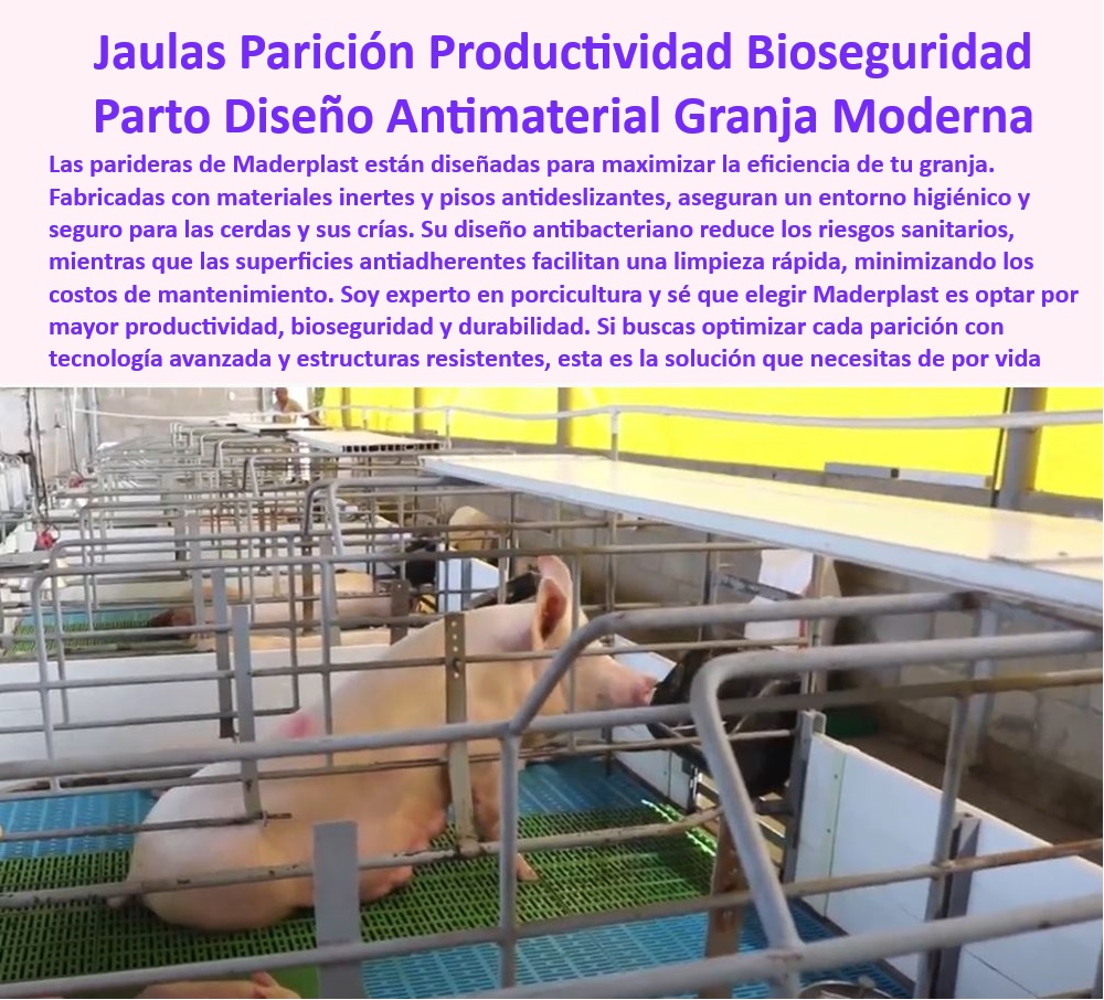 Parideras Porcícolas Higiénicas Jaula Parto Cerdas Fácil Limpieza Maderplast Jaulas prácticas para cerdas en parto Jaulas de parto resistentes y económicas Infraestructura modular partos granjas porcinas Tecnología antibacteriana PP Jaulas diseñadas para maximizar la productividad, - Parideras-Resistentes-Y-Fáciles - Soluciones en bioseguridad para partos porcinos - Jaulas de fácil limpieza y desinfección - ¿Cuáles son las mejores jaulas con tecnología antibacteriana para cerdas? - Jaulas de parto con diseño antibacteriano, - Parideras-Con-Pisos-Antideslizantes - Jaulas con superficies antiadherentes para limpieza rápida - Estructuras modulares resistentes a la corrosión, - Tecnología-Antibacteriana-Porcicultura - Parideras innovadoras para el bienestar animal - Sistemas de parto con bajo mantenimiento - Infraestructura modular para partos porcinos, - ¿Dónde comprar jaulas de parto higiénicas para cerdos? - Infraestructura-Modular-Para-Cerdos - ¿Qué jaulas de parto son resistentes y económicas? - Sistemas de parto porcino - Tecnología avanzada para manejo de partos porcinos - Soluciones sostenibles para parideras de cerdos - Soluciones-Eficientes-Para-Granjas - Equipos de parto con diseño higiénico y seguro, - Jaulas de parto sostenibles - ¿Qué parideras son más seguras y fáciles de limpiar? - Equipos-De-Parto-De-Alta-Duración - Manejo-Seguro-De-Cerdas-Y-Crías - Sistemas de parto eficientes en bioseguridad - Parideras de plástico de ingeniería avanzada - Jaulas de cerdas con tecnología antibacteriana - Sistemas de confinamiento para partos tecnificados - Equipos para manejo seguro de cerdas y crías - Parideras resistentes y económicas para granjas, - Materiales inertes para instalaciones porcinas, - ¿Cómo optimizar el manejo de partos en granjas porcinas? - Soluciones prácticas para manejo de cerdas en parto - Jaulas de parto higiénicas - Jaulas de parto antibacterianas para cerdas - Pisos antideslizantes en jaulas de parto - Parideras higiénicas para granjas porcinas tecnificadas - Infraestructuras porcinas duraderas y resistentes - Tecnología higiénica para producción porcina eficiente Parideras Porcícolas Higiénicas Jaula Parto Cerdas Fácil Limpieza Maderplast - Jaulas prácticas para cerdas en parto - Jaulas de parto resistentes y económicas - Infraestructura modular partos granjas porcinas - Tecnología antibacteriana PP
