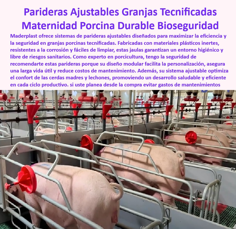 Parideras Porcícolas Higiénicas Jaula Parto Cerdas Fácil Limpieza Maderplast Paneles plásticos para jaulas de parición higiénicas duraderas Soluciones térmicas avanzadas bienestar en maternidad porcina Aislamiento térmico en parideras ¿Dónde encontrar parideras higiénicas y resistentes para granjas porcinas? - Jaulas higiénicas resistentes para cerdas en parición - Sistemas ajustables para maternidad porcina eficiente - Jaulas de maternidad porcina con control higiénico - Sistemas de maternidad porcina con bioseguridad integrada - Jaulas resistentes a la corrosión para maternidad porcina - Soluciones sostenibles para maternidad porcina duradera - Soluciones de bienestar para cerdas y lechones - Materiales-Resistentes-Para-Parideras - Soluciones-Térmicas-Maternidad-Granjas - ¿Qué jaulas de maternidad tienen aislamiento térmico avanzado? - Soluciones prácticas para manejo de partos tecnificados - Bioseguridad-Maternidad-Porcina-Moderna - Infraestructura modular para maternidad porcina moderna - Parideras antibacterianas con fácil limpieza, - Parideras con sistema modular para granjas sostenibles - Aislamiento-Térmico-En-Maternidad-Porcina - Jaulas de parición con tecnología avanzada en plásticos - Infraestructura resistente para maternidad porcina eficiente - ¿Qué sistemas de maternidad porcina son más eficientes y económicos? - Sistemas-Ajustables-Maternidad-Porcina - Jaulas diseñadas para maximizar la eficiencia en granjas porcinas - Parideras plásticas duraderas y libres de mantenimiento - ¿Cómo optimizar la maternidad porcina en granjas tecnificadas? - Infraestructura avanzada para mejorar la productividad porcina - Soluciones en bioseguridad para maternidad porcina - Parideras-Modulares-Para-Granjas-Sostenibles - Infraestructura térmica para bienestar animal en granjas porcinas - ¿Cuáles son las mejores jaulas para maternidad porcina con bioseguridad? - Sistemas para reducción de costos en maternidad porcina - Soluciones higiénicas para maternidad porcina tecnificada - Infraestructura-Modular-Maternidad-Porcina - Parideras con diseño modular para fácil instalación, - Sistemas modulares para maternidad tecnificada en granjas - Parideras-Higiénicas-Para-Cerdas - Materiales higiénicos para infraestructura de maternidad porcina, - Jaulas-De-Parición-Libres-De-Mantenimiento - Jaulas con aislamiento térmico para granjas porcinas - Bienestar-Animal-Maternidad-Porcina - Parideras con tecnología térmica avanzada para cerdos Parideras Porcícolas Higiénicas Jaula Parto Cerdas Fácil Limpieza Maderplast - Paneles plásticos para jaulas de parición higiénicas duraderas - Soluciones térmicas avanzadas bienestar en maternidad porcina - Aislamiento térmico en parideras