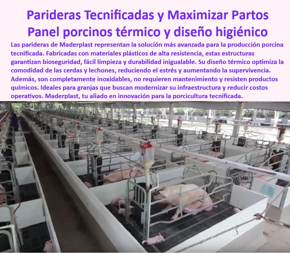 Parideras porcinas higiénicas resistentes Parto cerdas fácil limpieza Maderplast Jaulas máxima protección lechones Jaulas de parición minimizar aplastamiento de lechones Parideras eficientes y fáciles de limpiar Diseños especiales 0 Bienestar-Animal-En-Maternidad - Soluciones-De-Bioseguridad-Porcina - Jaulas para cerdas y lechones con protección garantizada, - Pisos-Drenantes-Resistentes - Parideras plásticas para evitar la corrosión y el desgaste, - Jaulas higiénicas para mejorar el bienestar animal, - ¿Dónde comprar parideras higiénicas y térmicas para cerdas? - Sistemas de maternidad porcina con diseño térmico, - ¿Cuáles son las mejores soluciones para la maternidad porcina eficiente? - Parideras modulares para granjas tecnificadas, - Diseños-Sostenibles-De-Parición - Soluciones innovadoras para reducir el estrés en cerdas, - Sistemas de parición para optimizar la producción porcina, - Soluciones para minimizar aplastamiento en lechones, - Pisos antideslizantes en maternidad porcina moderna, - Parideras ecológicas para la industria porcina moderna, - Sistemas modulares para reducir costos operativos, - Infraestructura sostenible para granjas porcinas avanzadas, - Jaulas modernas para lechones - ¿Cómo elegir jaulas de parición resistentes a químicos? - Jaulas térmicas para maximizar la supervivencia porcina, - Parideras tecnológicas para bioseguridad en granjas, - Sistemas modulares porcinos - Jaulas para maternidad porcina con fácil desinfección, - Parideras de fácil limpieza - Infraestructura-Tecnificada-Para-Cerdas - Jaulas-Térmicas-De-Maternidad - Infraestructura avanzada para producción porcina eficiente, - Parideras higiénicas con diseño sostenible, - Sistemas de maternidad porcina con durabilidad extendida, - Parideras-Higiénicas-Para-Cerdas - Infraestructura higiénica para cerdas madres, - Parideras modernas con resistencia a productos químicos, - Jaulas de parición con diseño ergonómico, - Sistemas de maternidad porcina con máxima eficiencia, - ¿Qué parideras ofrecen protección completa para lechones? - Parideras desmontables para proyectos tecnificados, - ¿Qué sistemas reducen costos y optimizan granjas porcinas? - Pisos drenantes para maternidad porcina eficiente, - Parideras diseñadas para aumentar la productividad. Parideras porcinas higiénicas resistentes Parto cerdas fácil limpieza Maderplast - Jaulas máxima protección lechones - Jaulas de parición minimizar aplastamiento de lechones - Parideras eficientes y fáciles de limpiar - Diseños especiales 0