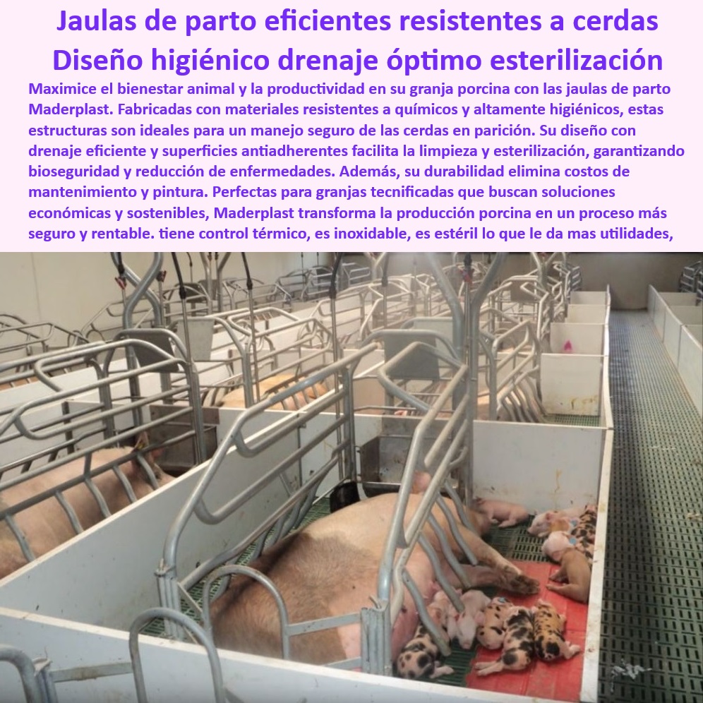 Parideras porcinas higiénicas resistentes Parto cerdas fácil limpieza Maderplast Parideras modernas y económicas para cerdas Opciones accesibles jaulas de parto Placas plásticas económicas para parideras Jaulas maternidad lechoneras Pisos drenantes para jaulas de parición higiénicas, - Parideras-Con-Control-Térmico - Parideras sostenibles y fáciles de limpiar, - Parideras desmontables para facilitar la instalación y limpieza, - Infraestructura resistente y libre de mantenimiento para cerdas, - Jaulas de parto con control térmico integrado, - Sistemas de parición con drenaje eficiente para lechones, - Parideras-Fáciles-De-Limpiar - Parideras resistentes a químicos para bioseguridad porcina, - ¿Cuáles son las mejores parideras con drenaje óptimo para lechones? - Infraestructura-Económica-Porcina - Jaulas de maternidad para minimizar aplastamientos de lechones, - Infraestructura para maternidad porcina con durabilidad extendida, - Jaulas para parto con superficies antiadherentes, - Jaulas higiénicas para cerdas en maternidad tecnificada, - Soluciones-Higiénicas-Para-Cerdas - Parideras económicas para proyectos porcinos tecnificados, - ¿Qué sistemas de maternidad porcina reducen costos y aumentan la productividad? - Parideras-Para-Granjas-Tecnificadas - Jaulas modernas para maximizar la supervivencia en granjas porcinas, - Jaulas térmicas con diseño sostenible para cerdas, - ¿Cómo elegir jaulas de maternidad resistentes a químicos? - Diseños higiénicos para maternidad porcina eficiente, - Soluciones económicas para la maternidad en la porcicultura moderna, - Parideras para reducir riesgos de enfermedades en lechones, - Sistemas de parición para optimizar la producción en granjas, - ¿Qué jaulas de parto tienen diseño higiénico y funcional? - Bioseguridad-En-Maternidad-Porcina - Jaulas de parto higiénicas - Soluciones innovadoras para el bienestar animal en cerdas madres, - Sistemas de drenaje óptimos para lechones saludables, - Drenaje-Eficiente-Para-Lechones - Sistemas avanzados de bioseguridad para granjas porcinas, - Parideras higiénicas para aumentar la productividad porcina, - Jaulas tecnificadas con materiales anticorrosivos, - Jaulas de maternidad con diseño ergonómico y funcional, - Jaulas-Modernas-Y-Duraderas - Sistemas-De-Parición-Tecnificados - ¿Dónde encontrar parideras económicas y resistentes para cerdas? - Jaulas de parto resistentes y económicas para cerdas madres. Parideras porcinas higiénicas resistentes Parto cerdas fácil limpieza Maderplast - Parideras modernas y económicas para cerdas - Opciones accesibles jaulas de parto - Placas plásticas económicas para parideras - Jaulas maternidad lechoneras