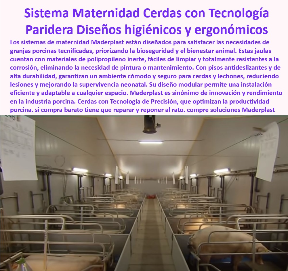 Parideras porcinas higiénicas resistentes Parto cerdas fácil limpieza Maderplast Sistemas prácticos para parideras porcinas Parideras térmicas para granjas modernas Estructuras Paneles plásticos reciclables instalaciones porcinas Soluciones accesibles en estructuras para maternidad porcina, - Estructuras-Sostenibles-Granjas - Infraestructura higiénica y resistente para cerdas madre, - ¿Qué ventajas ofrecen las parideras plásticas reciclables para granjas modernas? - Jaulas Plásticas Resistentes - Jaulas de maternidad con control térmico eficiente, - ¿Cómo elegir sistemas térmicos eficientes para cerdas madre? - Parideras-Control-Térmico - Jaulas con materiales plásticos reciclables y funcionales, - Jaulas de precisión para mejorar la productividad en granjas, - Bioseguridad en la porcicultura - ¿Cuáles son las jaulas más resistentes y ergonómicas para maternidad porcina? - Diseño higiénico en parideras para cerdas y lechones, - Sistemas-Maternidad-Porcinas - Parideras económicas con beneficios de fácil instalación, - Sistemas avanzados en ergonomía para granjas porcinas, - ¿Dónde encontrar parideras higiénicas para cerdas y lechones? - Sistemas de maternidad porcinas higiénicos y ergonómicos, - Estructuras reciclables para aumentar la sostenibilidad en la porcicultura, - Jaulas térmicas para granjas tecnificadas y sostenibles, - ¿Qué parideras ofrecen bioseguridad y bajo mantenimiento en granjas porcinas? - Parideras plásticas fáciles de limpiar y duraderas, - Sistemas duraderos para instalaciones porcinas modernas, - Innovación-En-Producción-Porcina - Jaulas-Anticorrosión-Lechones - Sistemas innovadores para optimizar la producción porcina, - Parideras para cerdas con alta resistencia y bajo mantenimiento, - Soluciones modulares para manejo efectivo en granjas porcinas, - Jaulas de parto que mejoran la supervivencia neonatal, - Soluciones tecnológicas en bioseguridad para la porcicultura, - Parideras resistentes a la corrosión para granjas modernas, - Parideras eficientes para reducir costos operativos en granjas, - Diseño modular adaptable para instalaciones porcinas, - Infraestructura resistente y reciclable para maternidad porcina, - Parideras-Duraderas-Higiénicas - Infraestructura-Modular-Porcina - Estructuras para cerdas madre con pisos antideslizantes, - Innovación en sistemas de maternidad tecnificada para cerdos, - Parideras-Tecnificadas-Accesibles - Diseño especializado en parideras de alta bioseguridad Parideras porcinas higiénicas resistentes Parto cerdas fácil limpieza Maderplast - Sistemas prácticos para parideras porcinas - Parideras térmicas para granjas modernas - Estructuras Paneles plásticos reciclables instalaciones porcinas