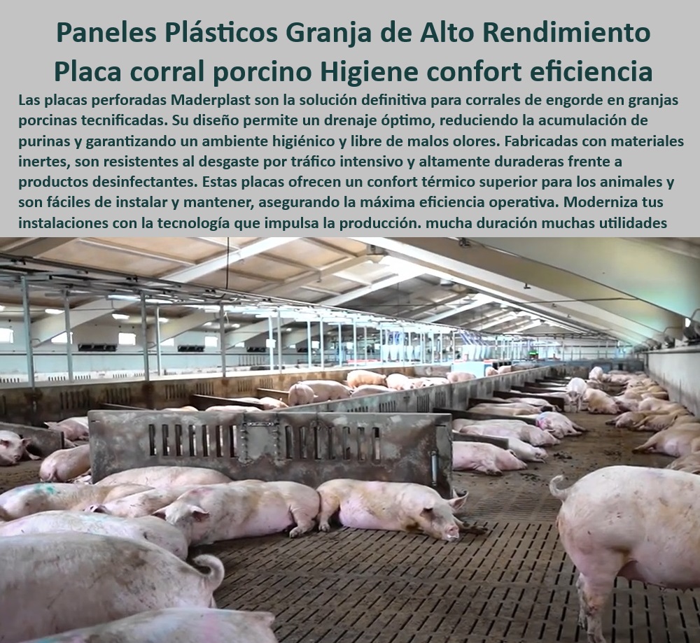 Pisos plástico Placa drenaje eficiente en corrales Porcícolas Maderplast Drenaje eficiente en corrales de cerdos Suelos con diseño higiénico y fácil mantenimiento Sistemas modulares de suelo corrales alto tráfico animal  Pisos placas Pisos plástico Placa drenaje eficiente en corrales Porcícolas Maderplast - Drenaje eficiente en corrales de cerdos - Suelos con diseño higiénico y fácil mantenimiento - Sistemas modulares de suelo corrales alto tráfico animal - Pisos placas