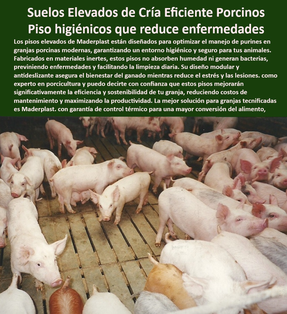 Pisos plástico Placa drenaje eficiente en corrales Porcícolas Maderplast Pisos antideslizantes que reducen el estrés en cerdas reproductoras Corrales higiénicos y económicos principiantes Paneles resistentes a impactos para granjas 0 Pisos ecológicos que reducen costos operativos en la porcicultura, - Superficies-Plásticas-Resistentes - Pisos-Para-Cerdas-Reproductoras - Pisos especializados para reducir el estrés en animales de granja, - Pisos económicos para granjas tecnificadas con alta demanda, - Bioseguridad-En-Corrales-Porcinos - Placas de plástico de fácil limpieza en instalaciones porcinas, - Superficies antideslizantes que mejoran el confort porcino, - Suelos higiénicos que reducen enfermedades en la porcicultura, - ¿Qué tipo de pisos son ideales para corrales de cerdos tecnificados? - Sistemas de suelo que cumplen con las normativas sanitarias internacionales, - Suelos-Antideslizantes-Duraderos - Placas resistentes a desgaste intensivo en granjas modernas, - Placas plásticas modulares para manejo intensivo porcino, - ¿Cómo elegir pisos que reduzcan el estrés en cerdas reproductoras? - Drenaje-Eficiente-En-Porcicultura - Superficies avanzadas para producción eficiente en porcicultura, - Suelos-Modulares-En-Porcicultura - Pisos plásticos elevados para corrales de cerdos tecnificados, - Sistemas de drenaje eficientes en granjas porcinas modernas, - Pisos duraderos y sostenibles para entornos de alto tráfico, - Pisos plásticos reciclables para bioseguridad y sostenibilidad, - Superficies resistentes al impacto en instalaciones porcinas, - Pisos diseñados para mejorar la bioseguridad en instalaciones porcinas, - Suelos innovadores que aseguran bienestar en cerdos de engorde, - Materiales inertes para reducir acumulación de purinas en corrales, - Pisos-Económicos-Y-Sostenibles - ¿Dónde encontrar pisos elevados higiénicos para granjas porcinas modernas? - Higiene-Y-Bienestar-Animal - Pisos impermeables para corrales porcinos en ambientes húmedos, - Pisos con diseño antibacteriano para bioseguridad en granjas, - Pisos antideslizantes para el bienestar animal en corrales, - Pisos-Plásticos-Para-Granjas - Sistemas-Para-Granjas-Tecnificadas - Suelos elevados que facilitan la limpieza y manejo diario, - Suelos higiénicos con tecnología avanzada para granjas de cerdos, - Suelos elevados que maximizan la productividad porcina, - ¿Qué beneficios ofrecen los pisos plásticos elevados en granjas de cerdos? - Sistemas de pisos para evitar estrés en cerdas reproductoras, - ¿Cuáles son los mejores suelos antideslizantes para instalaciones porcinas? Pisos plástico Placa drenaje eficiente en corrales Porcícolas Maderplast Pisos antideslizantes que reducen el estrés en cerdas reproductoras Corrales higiénicos y económicos principiantes Paneles resistentes a impactos para granjas 0