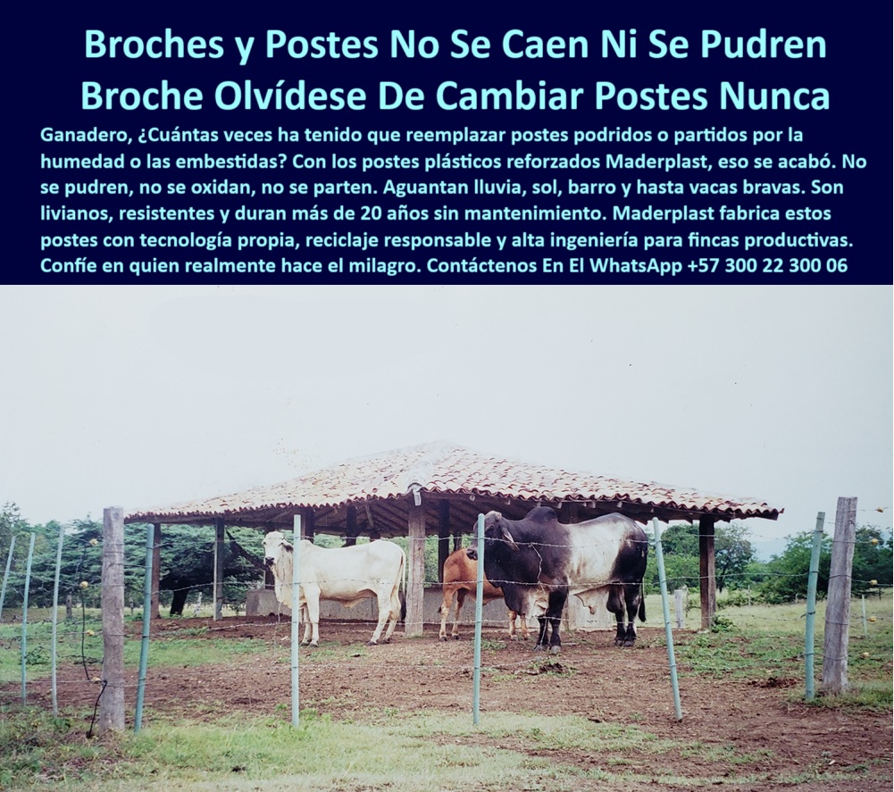 Broches Portón Plástico Para Ganado Puerta De Hato Ganadero Puerta Maderplast 0 ganadera que no se dañe con la lluvia Puerta Plástica para Potrero Qué usar para cerrar paso de vacas Puerta Ganadera para Zonas Inundables PP puerta ganadera con poste sin óxido ni pintura, - Instalación vista en finca de Meta, Colombia, con más de 20 años de uso., - poste plástico verde en zona ganadera tropical, - poste visible entre barro sin signos de daño, - poste-con-broche-ganadero, - Postes verdes sin pintura ni óxido, visibles entre barro y pasto., - cierre para vacas sin riesgo de lesión bucal, - poste sin pintura para establo ganadero tropical, - broche plástico útil para potreros de alta rotación, - postes reciclados instalados en finca del Meta, - poste seguro para cercado de ganado intensivo, - sistema de broche plástico para portones ganaderos, - cerco-sostenible-con-broche, - La imagen muestra un potrero en finca del departamento del Meta, Colombia, cercado con postes plásticos y broches reforzados fabricados por Maderplast. Estos postes no se caen, no se pudren y no requieren pintura, incluso después de 20 años expuestos a lluvia, barro y animales pesados. Gracias a su tecnología plástica reciclada, Maderplast ofrece soluciones sostenibles para puertas de hato ganadero sin astillas, óxido o deformación. El broche plástico garantiza seguridad para el ganado sin mantenimiento, ideal para zonas rurales húmedas y para cerramientos que duren décadas., - postes plásticos firmes en piso húmedo del potrero, - Sistema de cerramiento sin deformaciones pese a la humedad y presión animal., - ¿Qué poste usar para potrero en zona húmeda?, - ¿Dónde comprar poste sin mantenimiento para potrero?, - poste-plástico-sin-pintura, - Vacas criollas y brahman dentro del potrero demuestran resistencia a embestidas., - Broche plástico sin herrajes metálicos, seguro para animales y sin mantenimiento., - Ganado protegido sin riesgo de heridas, postes plásticos sin filos ni clavos., - cerco sin madera en zonas inundables y rurales, - Cercado sostenible con tecnología colombiana que reemplaza madera sin tala., - poste_plástico_broche_potrero_sin_mantenimiento_meta_colombia.jpg, - poste sin astillas para portón en finca rural, - broche plástico reforzado para portón ganadero, - sistema-ganadero-sin-tala, - puerta ganadera resistente a humedad extrema, - cierre ecológico para potrero de sabana húmeda, - Techo de tejas de barro indica instalación tradicional en zona tropical., - corral ganadero con poste plástico reforzado, - poste seguro para portón de ganado sin pintura, - cerco ganadero con broche que no se oxida, - corral-ganadero-sin-madera, - Broche plástico es parte de la estructura de puerta temporal sin soldaduras., - ¿Cómo hacer una puerta ganadera sin óxido?, - vacas protegidas por cerca sin astillas ni óxido, - cierre de potrero con broches ecológicos y firmes, - ¿Cuál es el mejor broche para portón de vacas?, - poste plástico con broche que no se pudre, - poste-sin-mantenimiento-rural, - poste con broche sin mantenimiento en clima tropical, - puerta-de-potreros-sin-metal, - postes para vacas en zonas inundables, - poste plástico con broche seguro para potrero, - cierre-ecológico-para-corral, - postes para portón sin deformación por humedad, - estructura ganadera sin clavos ni puntas visibles, - puerta de hato con broche resistente a vacas, - vacas en corral seguro sin metal ni madera, - puerta-plástica-para-vacas, - ¿Qué postes no se caen con el barro y lluvia?, - poste plástico que reemplaza madera y metal, - poste plástico de alta resistencia para lluvia, - puerta ganadera con poste reciclado y sin clavos, - poste plástico con garantía real comprobada, - broche plástico para entrada de corral rural, - corral rural con postes reciclados sin mantenimiento, - broches plásticos sin mantenimiento para potreros, - Cierre seguro en zonas donde fallan los postes de madera o metal., - Postes reciclados sin astillas ni grietas visibles, ideales para lluvias intensas., - Corral rural en zona húmeda de sabana llanera con postes plásticos reforzados., - puerta de potrero sin herrajes metálicos, - poste plástico para portón ganadero sin óxido, - poste sin mantenimiento para zonas con humedad, - broche-plástico-resistente, - cierre de corral para vacas bravas y lluvia, - cierre ecológico con broche plástico sin óxido 0 Broches Portón Plástico Para Ganado Puerta De Hato Ganadero Puerta Maderplast 0 ganadera que no se dañe con la lluvia, - Puerta Plástica para Potrero, - Qué usar para cerrar paso de vacas, - Puerta Ganadera para Zonas Inundables, - PP