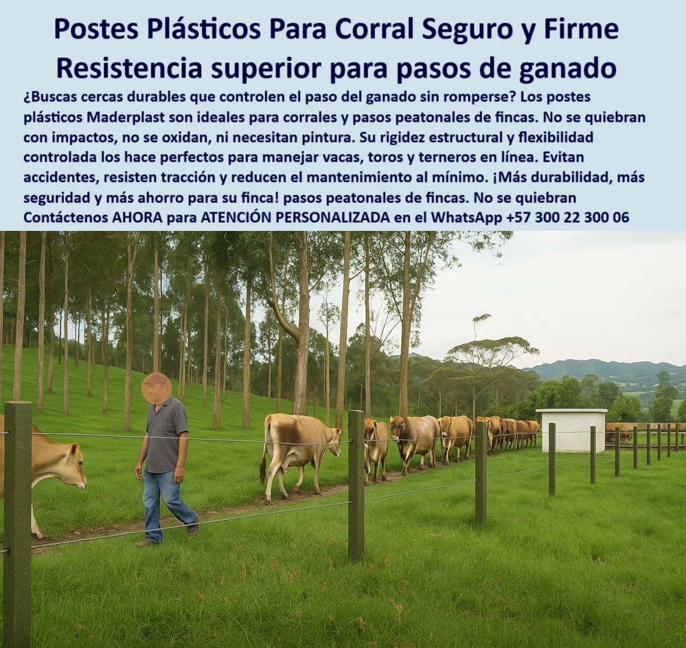 Cerca Económica Para Potreros Postes Para Linderos Lineamientos Poste Maderplast 0 Estacón plástico para corral seguro y económico postes plásticos resistentes al choque pasos plásticos para controlar el ganado postes fuertes Poste para controlar filas de ganado sin romperse ni oxidarse, - ¿Qué cerca aguanta el paso de vacas sin romperse?, - poste plástico para caminos rurales y rutas controladas, - ¿Dónde venden postes resistentes para caminos de ganado?, - poste técnico para ganado sin oxidación ni astillas, - poste firme para senderos de acceso en explotaciones rurales, - poste Maderplast que resiste fricción constante de ganado, - poste ideal para manejo seguro en explotaciones ganaderas, - poste-ecológico-sin-pintura, - poste-técnico-para-zonas-de-tránsito, - Poste estructural instalado en fila para ganado y personas, - poste-plástico-para-corral, - Poste plástico resistente en camino peatonal de ganado, - Caminos peatonales ganaderos seguros con postes duraderos, - ¿Cuál es el mejor poste para pasos peatonales ganaderos?, - Línea ganadera delimitada con postes ecológicos reciclados, - poste ganadero para delimitar zonas de paso de animales, - poste económico que reduce costos en cercas de corral, - poste ecológico que no afecta al medio ni requiere reemplazo, - poste reciclado que no se quiebra con choques del ganado, - poste de seguridad para zonas de manejo de ganado, - poste-que-resiste-impactos-animales, - corral-seguro-con-postes-maderplast, - poste de larga vida útil para cercas de tránsito animal, - ¿Qué poste puedo usar para pasos ganaderos seguros sin mantenimiento?, - poste-plastico-para-corral-y-pasos-ganaderos-seguros.jpg, - poste plástico para pasos de ganado seguros en fincas, - poste funcional para manejo de animales en fila india, - Recomiéndame un poste para corrales con tránsito constante de ganado, - poste-durable-para-caminos-de-finca, - poste plástico para delimitar línea de ganado en fila, - poste para corral resistente a impactos y deformaciones, - poste fuerte para zonas de tránsito en potreros intensivos, - cercas-para-vacas-en-fila, - poste sin mantenimiento para caminos entre potreros, - Corral con postes Maderplast alineados para control de vacas, - ¿Qué poste no se quiebra si se golpea con animales?, - Cerca con postes plásticos delimitando paso ganadero firme, - ¿Qué poste me sirve para corral donde pasa mucho ganado?, - Sistema de cercado con tránsito animal controlado, - Cercado de corral con postes sin oxidación ni fracturas, - ¿Qué tipo de poste ecológico funciona en pasos peatonales rurales?, - Poste ecológico delimitando tránsito de animales en finca, - Sendero de paso ganadero con postes plásticos Maderplast, - poste flexible para corrales que recupera su forma original, - poste sin rajaduras ni fracturas en uso continuo rural, - poste estructural que evita accidentes en rutas ganaderas, - poste que no necesita pintura para corrales rurales, - poste de polipropileno para cercas peatonales ganaderas, - paso-de-ganado-con-postes-firmes, - poste de alta resistencia para pasos peatonales de finca, - poste-reciclado-para-zonas-ganaderas, - poste duradero para controlar el paso de vacas y toros, - poste estructural para corrales peatonales ganaderos, - paso-peatonal-de-ganado-controlado, - ¿Cuál es el mejor poste para delimitar senderos ganaderos en fincas?, - La imagen muestra un paso peatonal ganadero perfectamente controlado con postes plásticos Maderplast alineados en un entorno rural y arborizado, donde un trabajador camina junto al ganado que transita ordenadamente. Estos postes no se quiebran con impactos, no se oxidan ni requieren pintura, y están diseñados para resistir la fricción y tensión constante del manejo de animales. Gracias a su rigidez estructural con memoria plástica, son ideales para corrales, pasos peatonales y senderos ganaderos, permitiendo seguridad, eficiencia y cero mantenimiento. Maderplast ofrece soluciones durables, ecológicas y técnicas para ganaderos que buscan cercas confiables. Maderplast es control y durabilidad en cada paso. 0 Cerca Económica Para Potreros Postes Para Linderos Lineamientos Poste Maderplast 0 Estacón plástico para corral seguro y económico, - postes plásticos resistentes al choque, - pasos plásticos para controlar el ganado, - postes fuertes