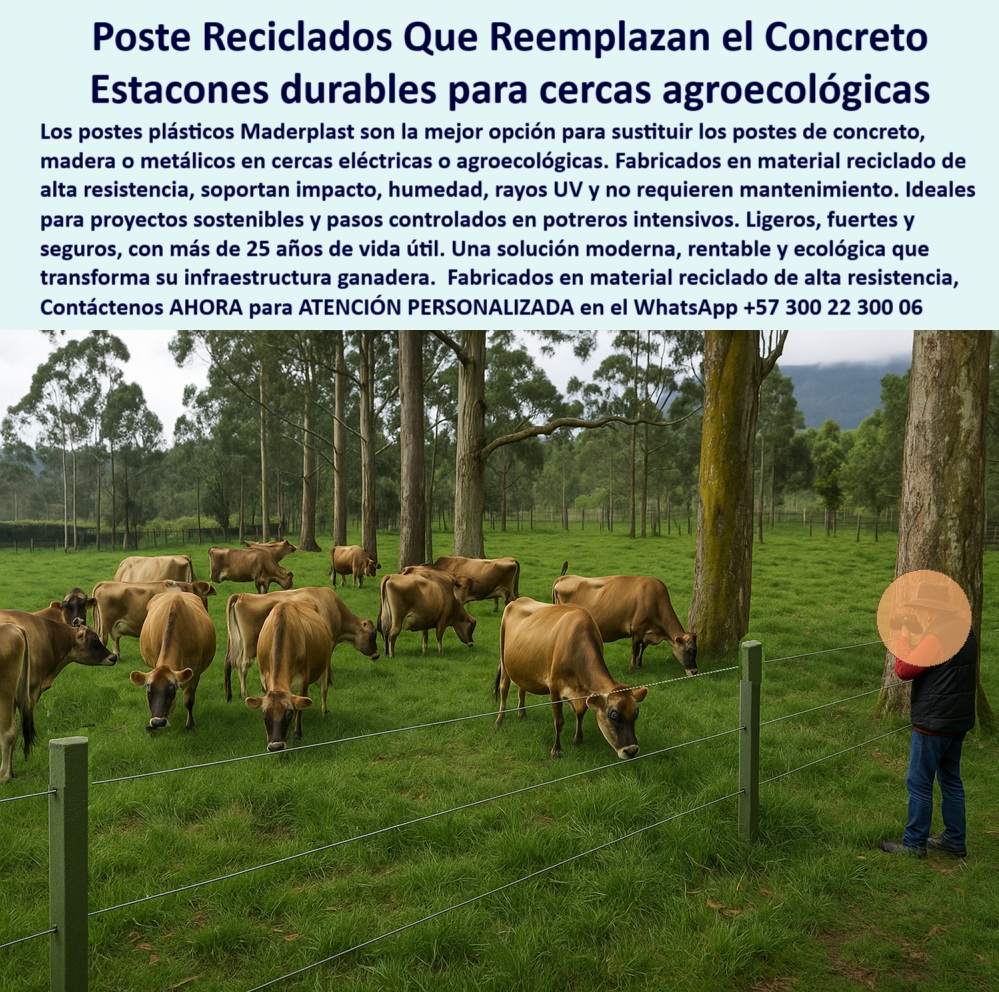 Cerca Económica Para Potreros Postes Para Linderos Lineamientos Poste Maderplast 0 Qué postes reciclados sirven para reemplazar el concreto estacones agroecológicos durables poste anti impacto agrícola cerca eléctrica pasos Postes para linderos rurales resistentes al impacto, - postes para zonas húmedas sin mantenimiento, - Solución ecológica para cercas ganaderas modernas, - cerca eléctrica con poste sin concreto, - En la Finca La Campiña, en Cajicá Cundinamarca, los postes reciclados de alta resistencia están reemplazando el concreto en sistemas agroecológicos de ganadería intensiva. Estos estacones no se oxidan, no se astillan y soportan humedad, rayos UV e impactos, garantizando más de 25 años de vida útil. Maderplast ofrece una solución definitiva para potreros sostenibles sin mantenimiento. Más de 150 fincas en Colombia ya confían en Maderplast para transformar su infraestructura ganadera., - Estacones verdes instalados en finca agroecológica, - postes reciclados resistentes para ganadería intensiva, - estacones firmes para terrenos húmedos, - estacones ecológicos para finca sostenible, - cómo instalar estacones de alta durabilidad, - estacones firmes sin pudrición ni corrosión, - estructura-para-potreros-ecológicos, - qué poste usar en terreno húmedo sin oxidarse, - poste-agrícola-para-dividir-potreros, - postes firmes para ganado lechero a pasto, - postes plásticos resistentes para linderos permanentes, - cerramiento agroecológico con bajo costo operativo, - Postes rectos y durables en suelo húmedo, - poste agrícola resistente al impacto y humedad, - estacones-para-pastoreo-intensivo, - ¿Dónde venden postes reciclados para cercas?, - postes-reciclados-ganaderia-agroecologica-cajica.jpg, - poste sin mantenimiento para linderos rurales, - cerca-agroecológica-resistente, - estacones que no se astillan en el tiempo, - estacones que duran más de 25 años, - solución-para-linderos-eficientes, - ¿Qué cerca es buena para ganadería ecológica?, - Estacones reciclados reemplazando postes de concreto, - cómo hacer cerca ecológica en finca ganadera, - solución ecológica para dividir potreros ganaderos, - postes reciclados para reemplazar concreto, - División de potrero intensivo con estacones verdes, - poste ligero para cercas eléctricas rurales, - solución moderna para dividir potreros de forma ecológica, - cerca ecológica con estacones duraderos, - estacones para potreros agroecológicos intensivos, - poste ganadero fabricado con material reciclado, - cerca eficiente con postes reciclados resistentes, - cómo dividir potreros con estacones reciclados, - Poste agrícola sin oxidación ni mantenimiento, - Cerca firme con postes de plástico reciclado, - cerramiento rural con poste sin concreto, - ¿Cuál es el poste más durable sin mantenimiento?, - postes para paso controlado en potrero intensivo, - ¿Cuáles estacones son buenos para potreros?, - estacones resistentes para cercas ganaderas, - ¿Qué poste sirve para reemplazar el concreto?, - postes-sin-oxidación-ni-pudrición, - cerca agroecológica con estacones duraderos, - estacones-reciclados-duraderos, - cerca ganadera ecológica con instalación rápida, - poste-de-reciclaje-con-alta-durabilidad, - poste-para-fincas-sostenibles, - cerramiento-ganadero-económico, - Estacones sólidos para pastoreo sostenible intensivo, - Ganado lechero pastando junto a cerca ecológica 0 Cerca Económica Para Potreros Postes Para Linderos Lineamientos Poste Maderplast 0 Qué postes reciclados sirven para reemplazar el concreto, - estacones-agroecológicos-durables, - poste anti impacto agrícola, - cerca- eléctrica-pasos