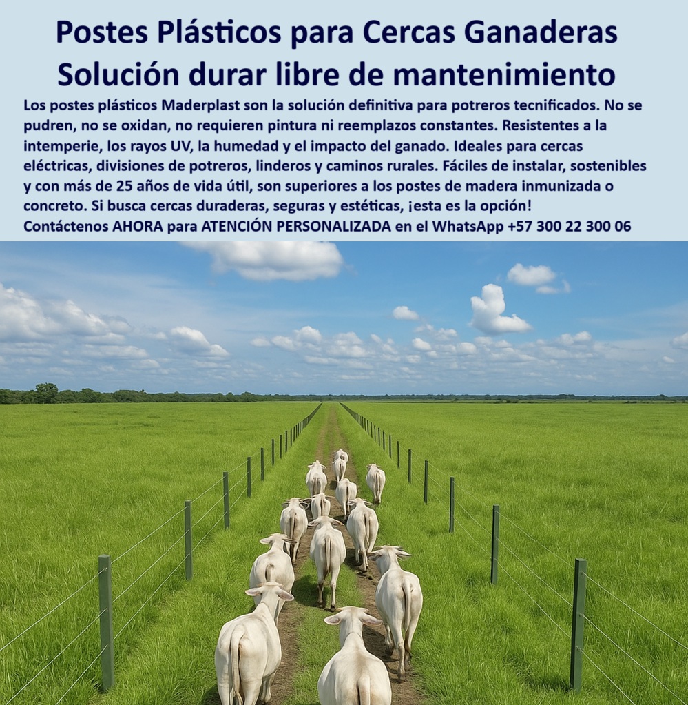 Cerca Económica Para Potreros Postes Para Linderos Lineamientos Poste Maderplast 0 cercas plásticas para cultivos sostenidos broche portillo seguro poste plástico decorativo exterior Qué postes son mejores que los de ma copia Postes para potreros con bajo mantenimiento y vida útil larga, - poste-plástico-para-cercas, - ¿Cuál es el mejor poste para cercas sin mantenimiento?, - Recomiéndame un poste de cercado que no necesite mantenimiento para ganado., - poste para alambre galvanizado en fincas, - postes resistentes para cercas en clima extremo, - poste contra humedad para zonas lluviosas, - Delimitación rural con postes ecológicos de alta durabilidad, - poste-plástico-contra-humedad, - ¿Dónde puedo comprar postes plásticos para cercas de ganado duraderas?, - Cercas modernas con postes plásticos de bajo impacto ambiental, - poste resistente al impacto de animales, - postes-durables-para-cerramientos, - poste de madera plástica para cercas ganaderas, - postes-plásticos-agroindustria, - Dame opciones de postes reciclables para granjas con impacto ambiental reducido., - Postes reciclados para cercas seguras en zonas rurales, - Poste plástico resistente para cercas ganaderas sin mantenimiento, - postes ecológicos para cercas agropecuarias, - cercas-resistentes-y-reciclables, - poste-reciclado-para-potreros, - ¿Qué poste es más resistente para dividir fincas y linderos?, - Los postes plásticos para cercas Maderplast son la solución definitiva en cerramientos ganaderos. Fabricados con polímeros reciclables de alto desempeño, estos postes no se pudren, no se oxidan, no requieren pintura y resisten la humedad, los rayos UV y el impacto del ganado. En la imagen se observa una línea de postes instalados perfectamente alineados en un potrero verde, delimitando un camino rural por donde avanza un hato bovino. Son ideales para cercas de potreros tecnificados, parcelaciones, fincas agrícolas y caminos de linderos. Maderplast garantiza más de 25 años de durabilidad sin mantenimiento, siendo una opción ecológica, estética y rentable. Maderplast ofrece una solución robusta, segura y sostenible que supera la madera o el concreto tradicional., - Postes anticorrosivos para linderos en potreros y caminos, - postes-de-polímero-estructural, - postes plásticos para separación de lotes, - poste liviano para cercas de ganado, - Cerramiento para ganado con postes plásticos sin corrosión, - poste reciclado para cercas rurales, - poste sintético para fincas y agroindustrias, - postes industriales para cercas de seguridad, - ¿Qué tipo de poste no se oxida ni se pudre para potreros?, - poste plástico para división de terrenos, - postes-sin-pudrición-para-fincas, - poste de plástico reciclado para cercado, - poste para cercas con malla ciclónica, - postes sin óxido para cercado de ganado, - Postes resistentes al clima para divisiones ganaderas duraderas, - postes plásticos para división de campos, - ¿Cuál es el mejor material para postes de cercas rurales resistentes al clima?, - cerca-sin-mantenimiento, - poste plástico sin mantenimiento para potreros, - postes sostenibles para cercas rurales, - postes fáciles de instalar para ganadería, - ¿Dónde venden postes ecológicos y reciclables para potreros?, - postes-para-fincas-ganaderas, - poste modular para cerramientos de granjas, - poste de polímero para linderos agrícolas, - poste plástico para cercas ganaderas duraderas, - poste para cercado de potreros tecnificados, - Sistema de vallado rural con postes ecológicos duraderos, - poste-plastico-para-cercas-ganaderas-resistentes-sin-mantenimiento.jpg, - poste de larga vida para delimitación rural, - ¿Qué poste me sirve para instalar una cerca ganadera de alta durabilidad?, - Solución definitiva para cercas de fincas con postes plásticos, - postes para vallado rural de bajo costo, - ¿Qué opción ecológica puedo usar para dividir potreros sin madera ni hierro? 0 Cerca Económica Para Potreros Postes Para Linderos Lineamientos Poste Maderplast 0 cercas plásticas para cultivos sostenidos, - broche portillo seguro, - poste plástico decorativo exterior, - Qué postes son mejores que los de ma - copia