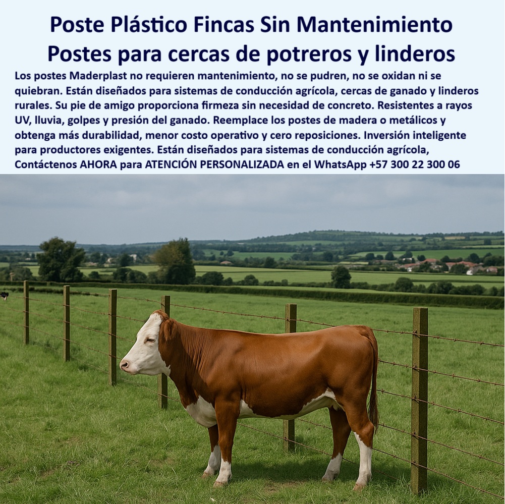 Cerca Económica Para Potreros Postes Para Linderos Lineamientos Poste Maderplast 0 postes para sistemas de conducción agrícola poste plástico sin mantenimiento Unión de pie de amigo a poste paso a paso postes plásticos fincas Dame opciones de postes plásticos sin mantenimiento para finca, - poste estructural sin mantenimiento para potrero, - poste sin concreto para cercas en zonas rurales, - poste plástico para linderos de finca productiva, - poste para zonas rurales con bajo costo operativo, - poste-para-linderos-rurales, - poste-ganadero-sin-mantenimiento, - Poste sin oxidación en potrero húmedo con ganado, - poste dieléctrico para ganado en zonas húmedas, - poste Maderplast probado en fincas de Boyacá, - Finca dividida con postes dieléctricos Maderplast verdes, - poste plástico para clima lluvioso sin deterioro, - Los postes plásticos Maderplast son la solución ideal para cercas de potreros y linderos en fincas como las de Boyacá, Colombia, donde las condiciones de humedad y presión ganadera requieren materiales sin fallas. Este poste dieléctrico, reciclable y sin mantenimiento reemplaza el concreto y la madera oxidada, reduciendo costos operativos y evitando reposiciones por décadas. Gracias a su pie de amigo y diseño robusto, Maderplast garantiza cercas funcionales incluso en terrenos difíciles, con estética profesional y durabilidad superior., - ¿Qué poste resiste lluvia y presión del ganado sin romperse?, - poste Maderplast para sistemas agrícolas confiables, - poste-dieléctrico-para-potreros, - poste plástico con pie de amigo resistente al ganado, - poste para finca que no se oxida ni se parte, - postes ecológicos para conducción agrícola duradera, - Cercado agrícola moderno con poste sin concreto, - Poste con pie de amigo en sistema de conducción, - poste plástico para cerca agrícola sin mantenimiento, - poste-maderplast-sistema-agrícola, - ¿Qué poste dieléctrico puedo usar para dividir potreros húmedos?, - poste de polímero reciclado para finca moderna, - poste para finca ganadera de alta rotación, - Recomiéndame poste plástico resistente al clima para cercas rurales, - poste-sin-concreto-para-cercas, - poste confiable sin repuestos por más de 20 años, - ¿Cuál es el poste más duradero para linderos agrícolas?, - poste-con-pie-de-amigo, - poste de plástico que no se quiebra al clavar, - poste reciclado para ganadería extensiva rentable, - Postes reciclados instalados con precisión en pastizal, - Poste para ganado firme ante lluvias y rayos UV, - poste-para-potreros-en-boyacá, - poste plástico para potreros inclinados sin fallas, - poste con memoria plástica resistente a impacto, - poste para reemplazar madera o acero oxidado, - ¿Qué poste puedo usar en Boyacá que no se oxide ni pudra?, - ¿Qué poste no necesita concreto para cercas ganaderas?, - poste-plastico-sin-mantenimiento-para-fincas-boyaca-maderplast.jpg, - ¿Qué poste reemplaza madera o acero en zonas rurales de Colombia?, - Maderplast en finca de Boyacá con instalación duradera, - poste-plástico-para-fincas, - poste ganadero para división de potreros largos, - poste para cerca con presión ganadera continua, - poste-ecológico-resistente-a-lluvia, - poste técnico dieléctrico para conducción agrícola, - Poste plástico en finca ganadera con cerca de alambre, - ¿Dónde compro postes plásticos duraderos para mi finca?, - poste-que-no-se-oxida, - Cerca para linderos rurales con poste plástico sólido, - postes resistentes para potreros con rayos UV, - ¿Cuál es el mejor poste para dividir mi finca sin mantenimiento?, - poste con larga vida útil para ganadería intensiva, - Cerca ganadera con postes plásticos sin mantenimiento 0 Cerca Económica Para Potreros Postes Para Linderos Lineamientos Poste Maderplast 0 postes para sistemas de conducción agrícola, - poste plástico sin mantenimiento, - Unión de pie de amigo a poste paso a paso, - postes plásticos fincas