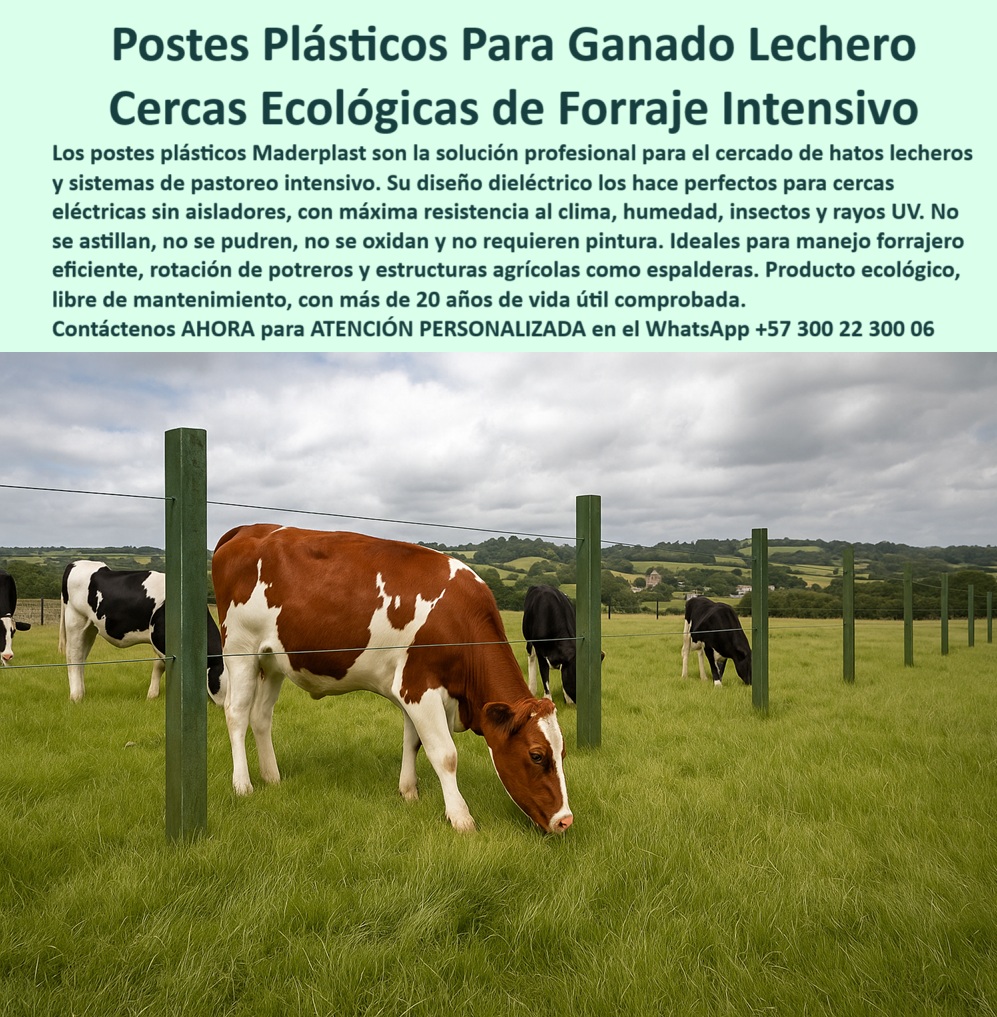 Cercados Con Alambre De Púas Postes Plásticos Púas Alambre Eléctrico Maderplast 0 poste plástico para ganado de leche postes para manejo forrajero intensivo estructuras de emparrado agrícola cercado eléctrico postes ecológicos poste rural técnico para cercas de alta eficiencia, - ¿Cómo cercar fincas de leche sin mantenimiento?, - poste para electrificación sin pérdidas ni fugas, - poste que no se oxida ni astilla en campo, - poste ecológico para cercas de ganado lechero, - poste para finca de leche con alta humedad, - La foto muestra una imagen real de una finca ganadera tecnificada, donde vacas lecheras pastan en un potrero dividido con postes plásticos dieléctricos sin aisladores. Cada poste verde, robusto y bien alineado, soporta alambre eléctrico sin señal de oxidación o deterioro, a pesar del contacto con humedad, estiércol y la constante actividad del ganado. Este sistema de cercado con postes Maderplast es ideal para forraje intensivo, ya que permite rotación eficiente, control del pasto y separación funcional de animales. Fabricados con polímero reciclado de alta ingeniería, los postes Maderplast resisten rayos UV, impactos, orina ácida y climas extremos sin perder forma ni color. No requieren pintura, ni mantenimiento, ni soldaduras. Con este sistema el ganadero puede aumentar su productividad sin aumentar sus gastos operativos. Una inversión que se instala una vez y se mantiene firme durante más de 20 años., - poste plástico para explotación intensiva de forraje, - poste plástico para cercas de largo plazo, - soluciones de cercado sin aisladores en ganadería, - poste para proteger cultivos y ganado lechero, - Sistema sin aisladores visible y funcional, - poste-para-cercas-sin-mantenimiento, - ¿Qué poste usar para cercar ganado lechero?, - Ganado lechero pastando entre cercas bien alineadas, - Escena de finca con vacas y postes ecológicos, - poste resistente a orines de vacas y rayos UV, - poste-plástico-para-ganado-de-leche, - Postes de polímero reciclado sin señales de desgaste, - poste-plástico-en-terreno-húmedo, - poste libre de pintura para clima rural agresivo, - poste plástico sin necesidad de concreto ni aislador, - Cercado recto con postes verdes sobre pasto alto, - poste-sin-aislador-para-cerca-eléctrica, - poste plástico para rotación planificada de animales, - poste-plastico-ganado-lechero-cerca-electrica-pastoreo-intensivo.jpg, - poste-reciclado-para-fincas-lecheras, - poste que evita gastos por mantenimiento rural, - poste para sistemas de producción ganadera intensiva, - poste agropecuario con diseño reforzado sin óxido, - poste-para-control-de-forraje, - poste para dividir potreros de pastoreo rotacional, - Alambre tenso y postes firmes sin inclinaciones, - poste para separación ecológica de potreros de leche, - poste sostenible para cercado sin herramientas pesadas, - poste-libre-de-pintura-y-óxido, - Fondo agrícola con paisaje de colinas productivas, - cercas ecológicas para potreros rotacionales, - cercado inteligente con postes reciclados, - poste plástico dieléctrico para sistemas lecheros, - poste resistente a clima y orina de ganado, - poste plástico con resistencia eléctrica integrada, - ¿Qué poste ecológico dura más de 20 años?, - poste plástico resistente a impactos y tracción de alambre, - ¿Cómo instalar una cerca sin aisladores?, - poste agrícola para estructuras de espalderas productivas, - Postes plásticos altos sosteniendo alambre eléctrico, - Postes bien enterrados sobre terreno plano verde, - poste sin aislador para cerca eléctrica ganadera, - ¿Cuál es el mejor poste para potreros intensivos?, - poste ideal para control forrajero eficiente, - poste-de-división-tecnificada-ganadera, - Pastoreo eficiente con división clara de potreros, - poste-para-pastoreo-intensivo, - poste plástico para cercar hatos lecheros sostenibles, - poste-ecológico-para-potreros, - poste para optimizar manejo ganadero sostenible 0 Cercados Con Alambre De Púas Postes Plásticos Púas Alambre Eléctrico Maderplast 0 poste plástico para ganado de leche,  postes para manejo forrajero intensivo, - estructuras-de-emparrado-agrícola, - cercado-eléctrico-postes-ecológicos