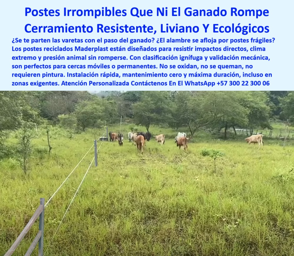 Cercados División De Potreros Pastoreo Intensivo Poste A 25 Metros Maderplast 0 Dónde venden varetas plásticas cerramiento ganadero producto reciclado con clasificación ignífuga poste reciclado con validación mecánica impactos  Línea de postes soportando presión de ganado activo, - Poste plástico irrompible para cerramientos ganaderos exigentes, - Esta imagen muestra un potrero real cercado con postes reciclados de plástico Maderplast, diseñados para resistir impactos, fricción del ganado y condiciones climáticas extremas. Su estructura sólida, ignífuga y sin necesidad de pintura ni aisladores, los hace ideales para cercas móviles o permanentes. Los postes Maderplast no se oxidan, no se parten y no requieren mantenimiento, ofreciendo una solución ecológica, segura y de alta durabilidad para ganaderos que enfrentan retos reales en el campo., - poste plástico para terrenos exigentes sin pintura, - poste que no se deforma con presión animal, - poste sólido para potreros con presión constante de animales, - poste-ecológico-para-ganado-bravo, - poste estable y liviano para cerramiento rural seguro, - Potrero cercado con postes livianos e irrompibles, - ¿Cómo hacer una cerca ecológica y resistente para ganado?, - Poste ecológico sin mantenimiento para zonas húmedas, - Estacas visibles en rotación ganadera de zona tropical, - ¿Qué poste aguanta vacas sin romperse ni doblarse?, - poste irrompible para potrero de ganado bravo, - ¿Qué poste es ideal para praderas con presión ganadera constante?, - Poste que no necesita aisladores para cerca eléctrica, - poste ecológico con clasificación ignífuga certificada, - poste-reciclado-irrompible-para-cercas-ganaderas-sin-aisladores.jpg, - poste para delimitar praderas con clima extremo, - poste plástico para cercas móviles en zonas húmedas, - Campo ganadero delimitado por postes ecológicos fuertes, - Cerramiento ecológico con postes sin mantenimiento, - poste-sin-concreto-ni-herrumbre, - poste-plastico-irrompible-para-potreros, - poste de fácil instalación y cero mantenimiento rural, - ¿Qué poste me sirve para una cerca ganadera irrompible?, - poste para evitar caídas de cercas por tormentas, - poste-para-rotación-ganadera-extensiva, - poste-dieléctrico-para-cerca-eléctrica, - poste-sin-mantenimiento-para-cercas, - poste reciclado duradero para sistemas ganaderos modernos, - Postes plásticos alineados en terreno natural ganadero, - poste resistente al paso constante del ganado, - poste dieléctrico sin aisladores para ganado de alto impacto, - poste técnico para rotación ganadera sin esfuerzo, - poste-reciclado-con-validación-mecánica, - Recomendación de poste reciclado resistente al impacto del ganado, - poste-reciclado-para-cercas-rurales, - poste flexible que soporta impactos directos sin deformarse, - poste ligero y durable para zonas rurales húmedas, - ¿Qué poste no se oxida ni se parte con el sol?, - poste estructural plástico para pastoreo intensivo y rotacional, - poste reciclado que no se oxida ni se rompe, - ¿Dónde venden postes reciclados para potreros ganaderos?, - poste que evita caídas de alambre en cercas móviles, - poste plástico reciclado para cerca ganadera resistente, - poste-resistente-a-impactos-animales, - Cercado funcional con postes que no se doblan, - poste sin concreto ideal para cercas temporales ganaderas, - poste reciclado para resistir peso y fricción del ganado, - Alambre fijo entre postes plásticos reciclados en uso, - poste de polímero reciclado con resistencia mecánica, - poste sin mantenimiento para dividir fincas ganaderas, - poste-liviano-con-alta-resistencia, - Cerca ganadera de plástico reciclado sin aisladores, - poste estructural sin riesgo de plagas o herrumbre, - Potrero real cercado con postes resistentes al impacto 0 Cercados División De Potreros Pastoreo Intensivo Poste A 25 Metros Maderplast 0 Dónde venden varetas plásticas cerramiento ganadero, - producto reciclado con clasificación ignífuga, - poste reciclado con validación mecánica  impactos 