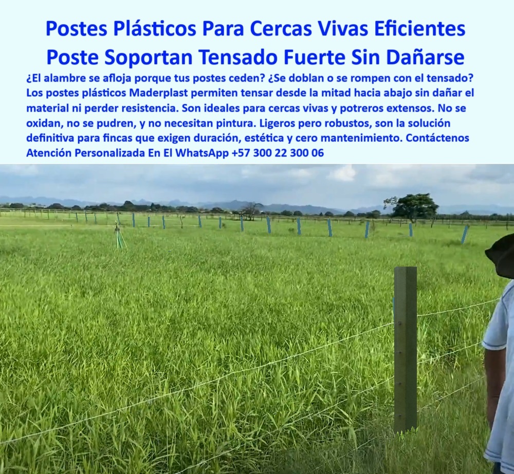 Cercados División De Potreros Pastoreo Intensivo Poste A 25 Metros Maderplast 0 postes para cercas vivas poste plástico resistente para finca Tensado de alambre desde mitad hacia abajo en poste plástico solución a largo plazo poste de finca para tensado sin romperse, - poste-plástico-para-fincas, - poste funcional para cerca perimetral ecológica, - poste-para-cercas-largas, - poste estructural para tensado desde la base, - Imagen de poste en finca con cerca viva ecológica, - poste-reciclado-para-campo, - poste-ganadero-para-potreros, - poste de cercado robusto que no se dobla, - ¿Poste que no se oxida ni se pudre en clima húmedo?, - poste-plástico-con-memoria, - Poste plástico verde alineado sobre pasto rural, - poste fácil de instalar para pasto rotacional, - poste ganadero técnico sin rajaduras ni pudrición, - poste-sin-mantenimiento-rural, - poste firme que reemplaza madera y hierro, - Poste alineado para tensión de alambre en pasto, - Cercado rural moderno con postes plásticos en línea, - poste ideal para fincas exigentes y productivas, - poste sólido que no se astilla en finca, - Poste plástico verde en potrero con alambres tensados, - poste-plastico-para-cercas-vivas-con-tensado-firme-sin-oxido.jpg, - poste-ecológico-sin-óxido, - poste duradero para tensado eléctrico sin deformarse, - Dame una opción de poste plástico para cercas vivas sin oxidación, - poste-para-cercas-vivas, - ¿Cuál es el mejor poste para tensar alambre sin que se rompa?, - Poste resistente a clima, humedad y presión de ganado, - poste reciclado para dividir potreros sin pintura, - poste que no se vence con tensión fuerte, - Cerca viva con tensión fuerte usando postes técnicos, - poste sin concreto ni corrosión para fincas, - poste plástico resistente para cercas vivas, - poste para cerca viva ecológica de larga duración, - ¿Dónde comprar postes plásticos para finca sin mantenimiento?, - ¿Qué poste me permite dividir potrero sin usar concreto?, - La imagen muestra un campo cercado con postes plásticos Maderplast, diseñados para tensar alambre desde la base sin romperse ni doblarse. Estos postes Maderplast son resistentes al clima, no se oxidan, no se pudren, y no requieren pintura ni concreto. Son ideales para cercas vivas, pastoreo intensivo y terrenos amplios que necesitan separación firme y estética. Su ligereza facilita el transporte, mientras su fortaleza permite instalar alambres tensados sin fallos. Una solución técnica, ecológica y duradera para quienes buscan rendimiento sin mantenimiento., - poste con memoria plástica para tensado prolongado, - ¿Qué poste sirve para tensar fuerte sin que se doble ni parta?, - poste-resistente-a-tensado, - ¿Qué poste sirve para cerca viva con pasto eléctrico?, - poste para cercado limpio sin oxidación ni daño, - poste plástico para potreros grandes sin mantenimiento, - poste ligero pero fuerte para pastoreo intensivo, - poste dieléctrico para zonas húmedas con alambre, - Poste técnico reciclado que soporte tracción en ganadería intensiva, - poste sin óxido para cercas permanentes rurales, - Campo abierto con postes que no se doblan, - Recomiéndame poste ecológico para potrero con tensión de alambre, - poste que soporta tensión de alambre sin ceder, - poste con ahorro en mantenimiento para campo, - Mejor poste plástico para dividir finca con tensión sin deformar, - poste rural que no necesita repuestos ni pintura, - poste para dividir finca sin herramientas especiales, - poste-técnico-para-ganadería, - División de potrero con postes reciclados sin pintura, - Potrero dividido con postes sin oxidación ni concreto 0 Cercados División De Potreros Pastoreo Intensivo Poste A 25 Metros Maderplast 0 postes-para-cercas-vivas, - poste-plástico-resistente-para-finca, - Tensado de alambre desde mitad hacia abajo en poste plástico, - solución a largo plazo