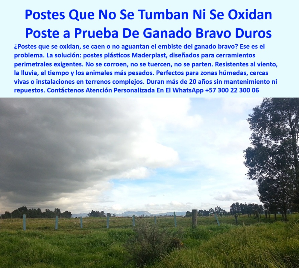 Cercados División De Potreros Pastoreo Intensivo Poste A 25 Metros Maderplast 0 postes plásticos para cerramiento perimetral eficiente Qué poste me sirve para una finca con ganado bravo poste sin oxidación para cercas vivas PP poste para cercar fincas sin deformación por clima, - poste-plástico-para-cerramiento-de-ganado-bravo-sin-mantenimiento, - ¿Cuál es el mejor poste para finca ganadera con clima húmedo?, - Recomiéndame un poste para cerramiento perimetral sin mantenimiento, - ¿Qué poste resiste impacto de ganado bravo y no se oxida?, - ¿Qué poste puedo instalar sin concreto y sin pintura?, - poste-sin-mantenimiento-rural, - Postes azules alineados sobre campo verde con cielo nublado, - poste resistente al ganado bravo para fincas rurales, - poste-reciclado-para-cercas-vivas, - poste-para-cerramiento-perimetral, - ¿Dónde comprar postes plásticos para fincas con lluvia?, - ¿Qué poste sirve para una finca con ganado fuerte?, - ¿Cuál es el mejor poste para ganado bravo que no se oxide?, - poste plástico para cercas vivas en terrenos rurales, - poste para usar con cerca viva y alambre, - poste para ganadería intensiva en clima extremo, - Línea de postes firmes bajo cielo tormentoso en campo, - Postes verticales plásticos para finca de ganado pesado, - poste-para-cercar-potreros-con-animales-fuertes, - ¿Qué poste es más fuerte que el de madera o acero?, - Cerramiento técnico resistente al clima con postes Maderplast, - poste sin oxidación ni mantenimiento para zonas húmedas, - poste que no se parte ni se astilla, - poste económico para reducir mantenimiento de cercas, - poste de polímero reciclado para cercas ganaderas, - Cerca perimetral resistente con postes sólidos reciclados, - Esta imagen muestra postes plásticos Maderplast instalados en un terreno rural para resistir el impacto directo del ganado bravo sin torcerse ni oxidarse. Los postes Maderplast, fabricados con polímero reciclado sólido, son ideales para cerramientos perimetrales exigentes donde se requiere durabilidad, firmeza y cero mantenimiento. Su resistencia a condiciones extremas —como lluvia, viento, humedad y peso animal— los convierte en la mejor solución para fincas ganaderas que desean reducir costos operativos y evitar sustituciones constantes. No se corroen, no se caen y no se astillan, asegurando una cerca profesional y eficiente., - Cerca rural para ganado bravo con postes sin oxidación, - Postes en campo abierto que no se caen ni tuercen, - poste firme que no se tuerce ni se cae, - poste-para-zonas-húmedas-ganaderas, - poste-resistente-a-impactos-ganaderos, - poste para cerramiento de ganado pesado sin refuerzos, - poste-firme-para-pastoreo-intensivo, - poste plástico azul para delimitación rural definitiva, - poste duradero para impactos de animales fuertes, - poste-que-no-se-oxida-ni-tuerce, - Estacones rectos en terreno húmedo con vegetación espesa, - Cerramiento ganadero con postes plásticos firmes sin refuerzos, - poste plástico para cerramientos perimetrales resistentes, - poste robusto para ganado bravo sin torceduras, - poste para instalación en terrenos exigentes sin concreto, - poste estructural reciclado para protección de predios, - poste-durable-para-fincas-extremas, - poste-plástico-para-ganado-bravo, - poste con vida útil mayor a 20 años, - poste para dividir potreros en zonas ganaderas, - poste plástico ganadero para climas adversos, - ¿Qué poste usar para dividir potreros sin concreto?, - poste libre de corrosión para cerca perimetral, - Lote dividido con postes reciclados azules y sin pintura, - poste para cerca técnica sin refuerzo de concreto, - Dame un poste plástico que soporta animales pesados sin romperse, - poste con resistencia a viento lluvia y orina, - poste de alta resistencia mecánica para ganado pesado, - poste sin pintura ni repuestos para larga duración 0 Cercados División De Potreros Pastoreo Intensivo Poste A 25 Metros Maderplast 0 postes plásticos para cerramiento perimetral eficiente, - Qué poste me sirve para una finca con ganado bravo, - poste sin oxidación para cercas vivas PP