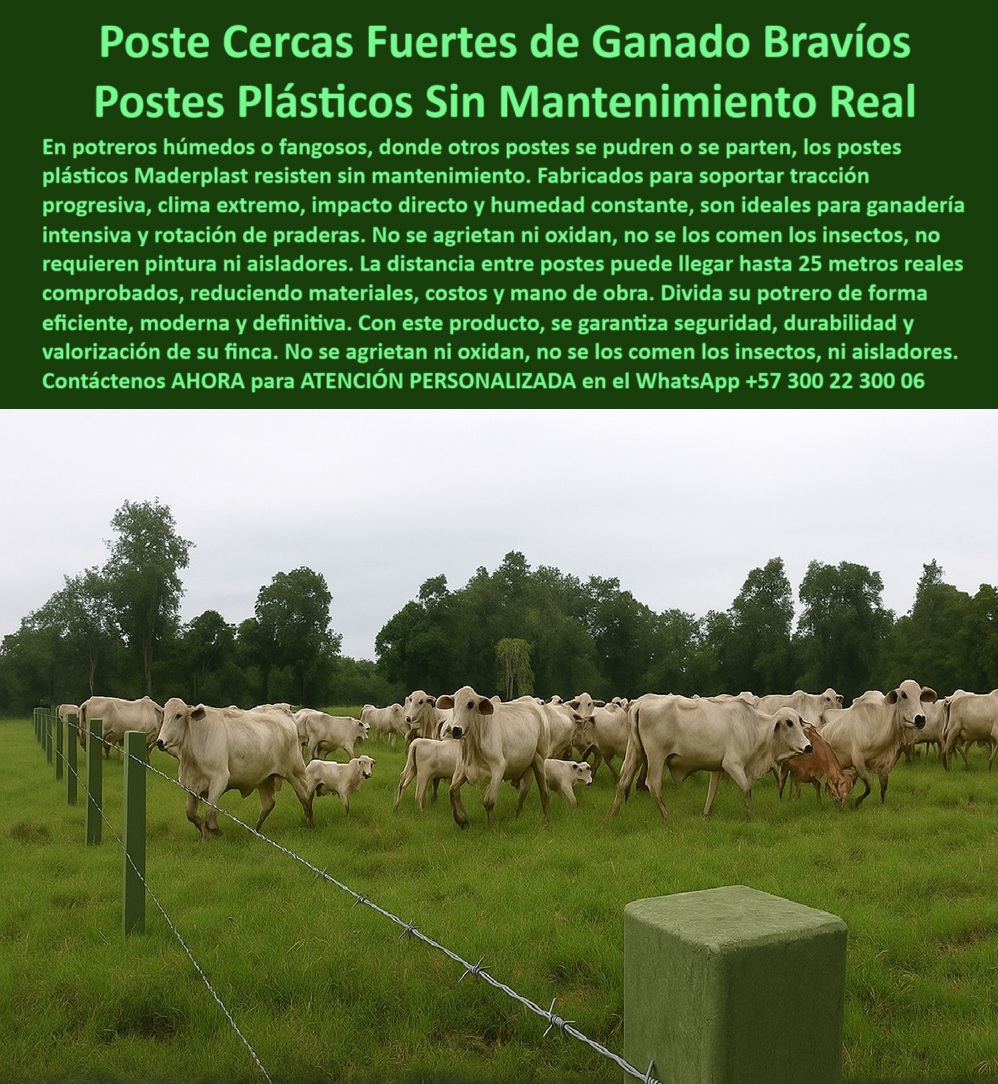 Cómo Dividir Potrero Para Ganado Con Cercas Eléctricas Postes Cercados Maderplast 0 cercas eléctricas en potreros fangosos postes rotación pradera poste plástico sin mantenimiento rural tensión progresiva alambres componen poste sin mantenimiento para ganado en rotación intensiva, - poste de cercado que no se dobla ni se cae, - ¿Dónde comprar poste plástico para rotación de praderas?, - poste-liviano-firme-para-zonas-fangosas, - poste ecológico que resiste humedad, estiércol y sol, - poste duradero que soporta orina y estiércol bovino, - ¿Qué tipo de poste soporta clima extremo y humedad?, - ¿Cuál es el poste más resistente para potreros fangosos?, - poste fuerte para ganado brahman o cebú, - poste-ecológico-para-cercas-ganaderas, - poste de polímero estructural para praderas intensivas, - poste plástico antihongos para áreas rurales exigentes, - poste-reciclado-para-rotación-de-praderas, - poste para sistemas ganaderos sostenibles y eficientes, - poste que resiste presión del ganado sin agrietarse, - poste-dieléctrico-sin-aisladores-rurales, - ¿Qué poste no necesita aisladores ni pintura?, - Postes alineados sin oxidación ni fractura por humedad, - poste sin fallas para rotación de ganado, - Cercado ganadero sin aisladores ni pintura en potrero mojado, - poste-para-cercas-en-terrenos-húmedos, - poste técnico sin pintura para ambientes rurales hostiles, - poste libre de óxido y grietas para uso agropecuario, - poste-verde-de-polímero-reciclado, - Potrero húmedo dividido con postes verdes antiplagas, - poste verde rural de alta resistencia mecánica, - poste sin aisladores para ganado bravo y praderas mojadas, - Sistema de cercas eléctricas con postes plásticos resistentes, - Postes plásticos verdes alineados para ganadería intensiva húmeda, - poste para uso técnico en zonas lluviosas, - poste que reduce uso de materiales y mano de obra, - poste para cercas eléctricas sin aisladores ni pintura, - poste plástico para cercas eléctricas en potreros húmedos, - La imagen muestra un cercado ganadero robusto con postes plásticos Maderplast instalados en un potrero húmedo y exigente. Estos postes Maderplast están fabricados con polímero reciclado de alto desempeño, diseñados para resistir el impacto directo del ganado bravo, humedad constante, orina, estiércol y clima extremo. Sin pintura, sin aisladores y sin mantenimiento, permite separar hasta 25 metros entre postes sin perder alineación ni firmeza. Son la solución ideal para ganadería intensiva y sistemas rotacionales modernos que buscan eficiencia, sostenibilidad y ahorro a largo plazo., - poste ecológico para división de potreros en rotación, - poste sin mantenimiento para potreros con humedad constante, - Sistema ganadero con postes separados 25 metros en lodo, - poste con distancia de 25 metros entre estacas, - poste resistente a clima extremo para praderas rotativas, - poste estructural reciclado para división ganadera intensiva, - poste-plastico-resistente-para-potreros-humedos-y-ganado-bravo.jpg, - poste plástico antihumedad sin deformación, - poste que no necesita reemplazo por décadas, - Postes ecológicos instalados para rotación de pasto bovino, - poste estructural reciclado para divisiones rurales exigentes, - poste plástico sin deterioro para cercas ganaderas, - ¿Qué poste usar para ganado en zonas húmedas?, - poste-sin-mantenimiento-para-potreros, - Alambres tensados en postes plásticos sin deformaciones, - poste-plástico-para-ganado-intensivo, - Ganado bravo en pradera delimitada con postes reciclados, - poste-para-división-bovina-en-potreros, - Cercas técnicas instaladas en zonas fangosas y de pasto alto, - poste plástico con memoria estructural y elasticidad, - poste fácil de instalar con broches metálicos resistentes, - poste-ganadero-resistente-a-humedad, - poste plástico para ganado bravo en terreno húmedo Cómo Dividir Potrero Para Ganado Con Cercas Eléctricas Postes Cercados Maderplast 0 cercas eléctricas en potreros fangosos, - postes rotación pradera, - poste plástico sin mantenimiento rural, - tensión progresiva alambres, - componen