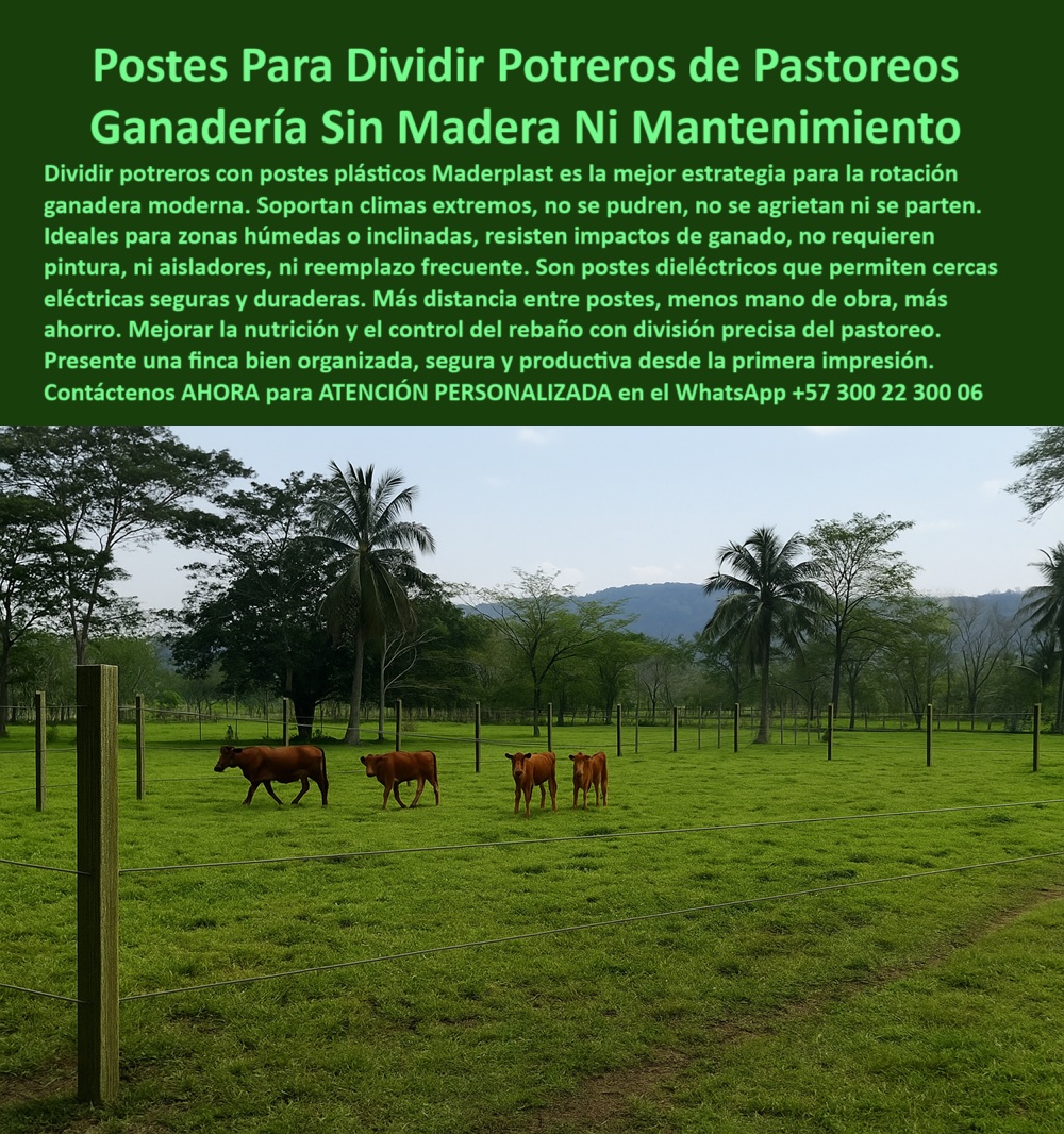 Cómo Dividir Potrero Para Ganado Con Cercas Eléctricas Postes Cercados Maderplast 0 cercas ganaderas económicas Dividir Potrero Postes plásticos verdes montaña inclinada Dividir Potrero poste aislante dieléctrico poste sin corrosión para terrenos de ganadería, - poste para dividir potreros húmedos sin pintura, - poste-ganadero-para-zonas-húmedas, - poste para rotación ganadera sin concreto ni pintura, - poste-sin-aisladores-para-pastoreo, - Potrero húmedo con postes sólidos de polímero verde, - Estacas plásticas en finca ganadera tropical con cercado, - poste plástico dieléctrico para división de potrero, - poste con propiedades aislantes para cercas rurales, - poste flexible y firme para zonas húmedas, - Potrero verde cercado con postes resistentes sin aisladores, - La imagen muestra un potrero dividido con postes plásticos Maderplast alineados en perfecta separación, sin uso de aisladores ni concreto. Estos postes Maderplast son ideales para cercas ganaderas eléctricas en sistemas de pastoreo rotacional. Están fabricados con polímero reciclado, resisten humedad, sol, impacto animal y no requieren mantenimiento. Con memoria plástica, son seguros, ecológicos y eficientes en terrenos húmedos o inclinados. La división precisa mejora la nutrición del ganado y la productividad., - poste sin concreto para potreros divididos, - poste eléctrico de alta duración sin óxido, - poste sin aisladores para pastoreo rotacional, - poste liviano para ganadería sostenible intensiva, - Ganado joven caminando entre cerca con postes reciclados, - poste ideal para subdivisión de lotes ganaderos, - poste modular ecológico para sistemas ganaderos, - poste fuerte para rotación de praderas, - poste-reciclado-para-dividir-fincas, - poste de polímero para terrenos rurales inclinados, - Finca rural dividida con postes plásticos durables, - poste para alambre de púas con distancia real, - poste sin mantenimiento para linderos ganaderos, - Postes firmes y rectos marcando división de terreno, - poste resistente para cercas eléctricas ganaderas, - poste dieléctrico para dividir potreros sin aisladores, - poste-plástico-para-cercas-ganaderas, - poste verde para cercas ganaderas económicas, - ¿Dónde comprar postes dieléctricos sin mantenimiento?, - poste-dieléctrico-para-división-de-potreros, - ¿Poste que no necesita aislador para cerca eléctrica?, - poste con más distancia entre estacas, - ¿Qué poste usar para dividir potreros de forma eficiente?, - Cercado dieléctrico con postes reciclables ecológicos, - poste para cercas en zonas inclinadas o tropicales, - poste-liviano-para-potreros-inclinados, - poste estructural para separación de potreros, - poste rural para dividir ganado en finca tropical, - poste-para-rotación-de-pastos, - poste-verde-para-cercas-eléctricas, - poste que no se pudre ni se astilla, - poste plástico técnico para manejo de pastoreo, - ¿Cuál es el mejor poste plástico para cercas ganaderas?, - poste para cercas técnicas ganaderas con impacto fuerte, - poste-plastico-dielectrico-para-dividir-potreros-sin-mantenimiento.jpg, - poste-sin-concreto-y-sin-pintura, - poste-para-linderos-con-alta-duración, - Postes verdes alineados en potrero dividido por cercas, - poste ecológico sin mantenimiento para zonas húmedas, - poste ganadero profesional para alta eficiencia, - poste reforzado contra rayos UV y humedad, - Ganadería moderna usando postes sin pintura ni óxido, - División de pasto ganadero con postes plásticos verticales, - poste reciclado resistente al impacto de ganado, - ¿Qué poste funciona para dividir potreros inclinados? Dividir Potrero 0 Cómo Dividir Potrero Para Ganado Con Cercas Eléctricas Postes Cercados Maderplast 0 cercas ganaderas económicas Dividir Potrero, - Postes plásticos verdes montaña inclinada Dividir Potrero, - poste aislante dieléctrico Dividir Potrero