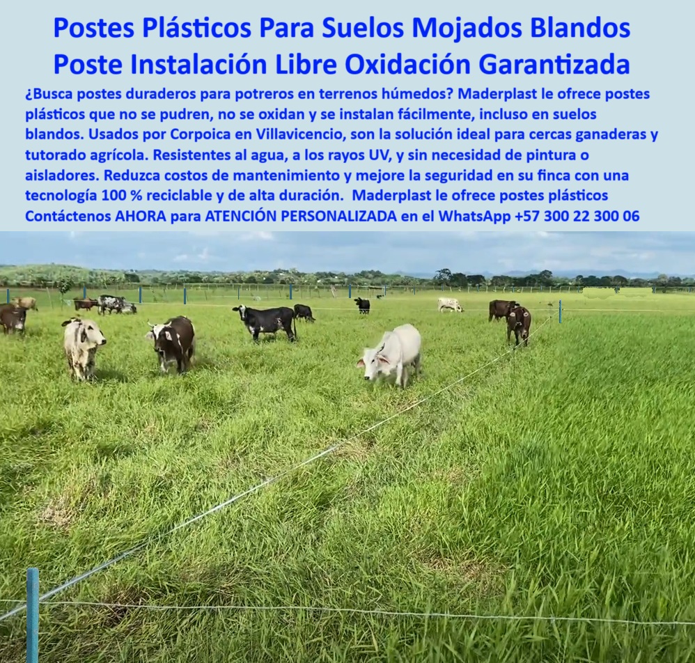 División De Potreros Grandes Extensiones Pastoreo Extensivo A 25 Metros Maderplast 0 poste plástico para terrenos mojados Cuál es el mejor sistema para poda y tutorado agrícola postes plásticos instalados corporice Poste plástico en finca agrícola sin necesidad de aislador, - poste para cercas eléctricas sin pintura, - poste-dieléctrico-para-ganado, - En esta imagen tomada en el Magdalena Alto, Bolívar – Colombia, se observa una instalación de cercas ganaderas con postes Maderplast separados a 25 metros. Los postes plásticos Maderplast son la mejor opción para terrenos húmedos, ya que no se oxidan, no se parten y no requieren aisladores ni mantenimiento. Su resistencia al fuego, humedad y golpes los hace ideales para dividir potreros y proteger cultivos en zonas tropicales., - poste duradero instalado en Magdalena Alto, - Línea ganadera cercada con poste resistente a lluvias, - Cercado agrícola con postes plásticos reciclables verdes, - poste plástico resistente para terrenos húmedos, - Línea recta de postes dieléctricos en Bolívar Colombia, - Instalación rural de postes ecológicos a gran escala, - poste de polietileno resistente a humedad, - poste para finca ganadera sin concreto, - poste sin pudrición para finca ganadera, - sistemas de cercas sin aislador para ganado, - poste que no se oxida en terrenos mojados, - cerca eléctrica con postes de 25 metros, - poste-plastico-terreno-humedo-bolivar-magdalena-alto-maderplast.jpg, - ¿Qué poste usar para cercas en terrenos húmedos?, - sistemas-de-cercado-eficientes, - Poste para cercas amplias en clima tropical lluvioso, - poste plástico reforzado para finca ganadera, - poste para línea de alambre sin aisladores, - Poste Maderplast instalado a 25 metros en terreno húmedo, - Ganado rodeado por cerca plástica ecológica, - poste-plástico-para-potreros, - cerca eléctrica con poste plástico de 25 metros, - poste que reemplaza madera en terreno fangoso, - poste plástico para zonas húmedas agrícolas en Colombia, - poste para división de potreros agrícolas, - sistema de cercado rural con poste plástico, - Potrero húmedo dividido con postes sin oxidación, - poste plástico Corpoica Villavicencio instalación rural, - cercas-sin-aisladores-eléctricos, - poste-finca-plástico-maderplast, - poste agrícola para zonas de lluvias intensas, - instalación de postes sin aisladores eléctricos, - ¿Qué poste resiste mejor la lluvia y el sol?, - poste para pastoreo extensivo con durabilidad, - cerca con poste dieléctrico Maderplast, - instalación-en-magdalena-alto, - ¿Cuál poste es mejor para pastoreo rotacional?, - poste plástico sin mantenimiento para Corpoica, - poste plástico fuerte para ganado en pastoreo, - poste plástico para cerca de 25 metros, - poste-reciclado-resistente-humedad, - poste que no se raja con calor o sol, - poste ecológico para zonas agrícolas de Colombia, - cerca-sin-mantenimiento-maderplast, - poste plástico reciclado para agricultura moderna, - campo-agricola-zona-bolivar, - poste dieléctrico para zonas húmedas de Bolívar, - poste sin mantenimiento para clima tropical, - Cultivo con división plástica resistente y segura, - ¿Dónde comprar poste plástico para potrero en Bolívar?, - ¿Cómo dividir potrero sin usar concreto?, - pastoreo-extensivo-con-cercas, - poste dieléctrico Maderplast zona Magdalena Alto Bolívar  Villavicencio 0 División De Potreros Grandes Extensiones Pastoreo Extensivo A 25 Metros Maderplast 0 poste plástico para terrenos mojados, - Cuál es el mejor sistema para poda y tutorado agrícola, - postes plásticos instalados corpoica Villavicencio