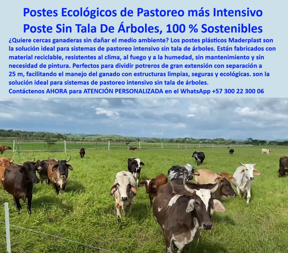 División De Potreros Grandes Extensiones Pastoreo Extensivo A 25 Metros Maderplast 0 postes para cercas sin tala de árboles sistemas de protección vegetal con estructuras plásticas Qué tipo de poste es ideal pastoreo intensivos  poste plástico para grandes extensiones, - poste reciclado para pasturas ganaderas, - poste para cercas limpias y seguras, - Postes ecológicos instalados a gran distancia sin deformarse, - poste sin químicos ni pintura, - poste-agrícola-sostenible, - poste liviano para fincas rurales, - poste para finca agroecológica, - poste ganadero sin impacto ambiental, - poste duradero sin pintura, - poste-sin-mantenimiento, - poste plástico sin pudrición, - poste para pastoreo regenerativo, - poste ideal para ganadería sostenible, - Cerca eléctrica visible y firme en potrero abierto, - ¿Poste plástico para ganadería intensiva?, - Pastizales abiertos divididos con postes plásticos blancos, - Poste durable para ganadería extensiva sin tala, - Escenario rural verde con postes blancos reciclados, - poste para separación de ganado, - ¿Qué poste no necesita mantenimiento?, - poste plástico para ganadería sin tala, - poste sin mantenimiento para potreros, - poste-para-cerca-eléctrica, - poste-para-pastoreo-intensivo, - Postes plásticos firmes sin aisladores ni concreto, - poste para agricultura ambientalmente responsable, - poste para dividir potreros ecológicos, - poste-ambientalmente-responsable, - poste para manejo eficiente de potreros, - poste-sin-tala-de-árboles, - Poste plástico sin pintura ni óxido, - poste con instalación a 25 metros, - Poste para dividir potreros sin dañar el medio ambiente, - ¿Poste resistente a humedad y calor?, - poste-reciclado-para-potreros, - poste-liviano-y-resistente, - Finca ganadera sostenible con cerca limpia sin tala, - ¿Cuál es el poste más ecológico para potreros?, - poste plástico para pastoreo intensivo, - poste para cercas sin tala de árboles, - Postes alineados en potrero verde bajo cielo despejado, - Los postes plásticos para pastoreo intensivo permiten dividir potreros de gran extensión sin tala de árboles ni mantenimiento. En la finca Rancho La Angostura, en Agua de Dios, Cundinamarca, estos postes se instalaron a 25 metros de separación, demostrando su resistencia al clima, a la humedad y a la presión del ganado. Maderplast ofrece una solución ecológica, segura y duradera para cercas ganaderas sin impacto ambiental., - Ganado rodeado por cerca sin madera ni óxido, - poste resistente al clima y humedad, - poste fuerte sin oxido ni termitas, - ¿Dónde compro postes sin tala de árboles?, - División de potrero sin árboles talados ni químicos, - poste ecológico para cerca eléctrica, - poste-ecologico-pastoreo-intensivo-finca-la-angostura.jpg, - poste para sistemas rotacionales, - Poste ideal para pastoreo intensivo ecológico, - poste-ecológico-ganadero, - Alternativa sostenible al poste de madera, - Ganado pastando entre postes plásticos blancos resistentes, - poste-plástico-sin-pudrirse, - poste para zonas cálidas ganaderas 0 División De Potreros Grandes Extensiones Pastoreo Extensivo A 25 Metros Maderplast 0 postes para cercas sin tala de árboles, - sistemas de protección vegetal con estructuras plásticas, - Qué tipo de poste es ideal pastoreo intensivos 