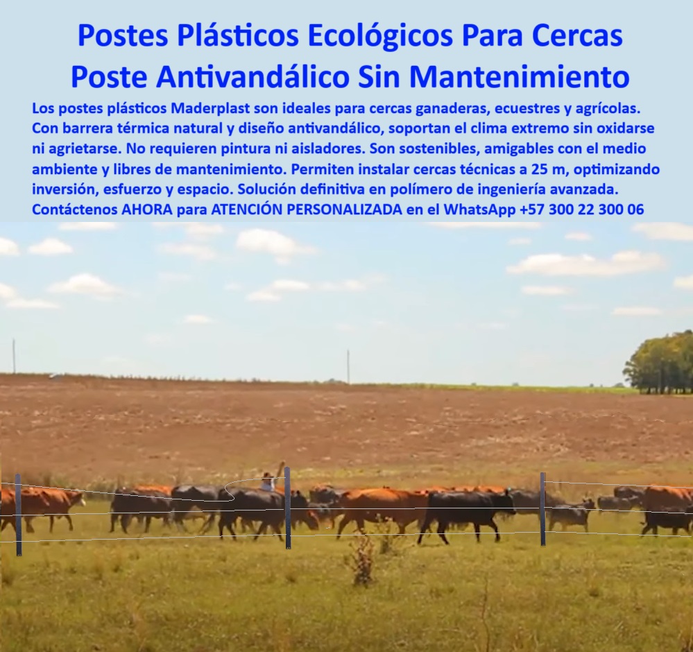 División De Potreros Grandes Extensiones Pastoreo Extensivo A 25 Metros Maderplast 0 postes plásticos con barrera térmica natural poste ecológico antivandálico estacones plásticos para cercas ecuestres postes de polímero para poste ecológico sin mantenimiento para ganadería, - poste sin químicos para cerca sostenible, - poste ideal para ganado extensivo y rotacional, - poste-para-zonas-áridas, - poste reciclado para dividir ganado con eficiencia, - Postes plásticos alineados a gran distancia sin fallas, - poste-ecológico-para-clima-seco, - Cercado plástico sin aisladores ni pintura visible, - poste para cercas técnicas a 25 metros, - Postes plásticos para clima cálido y ganado en línea, - ¿Qué poste no se oxida ni necesita pintura?, - poste para potrero en clima cálido sin pintura, - ¿Dónde comprar postes ecológicos antivandálicos?, - poste ecológico sin riesgo de incendio, - ¿Qué cerca no se rompe ni se pudre con el tiempo?, - cerca técnica con postes plásticos antivandálicos, - poste para divisiones ganaderas de bajo costo, - poste para cercas sin pintura ni aisladores, - poste-liviano-pero-resistente, - Cerca ecológica con postes de barrera térmica natural, - poste plástico ecológico para clima extremo, - soluciones de cerramiento para clima seco extremo, - poste para finca ganadera en Girardot, - postes para dividir ganado con mínimo reemplazo, - poste-de-polímero-para-potreros, - Infraestructura ganadera limpia sin madera ni metal, - poste que no se oxida ni se parte, - poste de ingeniería para clima seco y sol, - ¿Qué poste es ideal para clima cálido y ganado?, - poste sin grietas para zonas ecuestres, - poste de polímero sólido para campo abierto, - poste plástico con resistencia térmica comprobada, - División de ganado sin inclinación en suelo plano, - La imagen muestra una cerca ganadera impecablemente alineada en la ganadería Rocha Hermanos en Girardot, Cundinamarca, donde los postes plásticos Maderplast fueron instalados en distancias de hasta 25 metros, sin aisladores, sin pintura y sin refuerzos intermedios. A plena luz solar y sobre terreno árido, estos postes demuestran su capacidad de resistir las condiciones más exigentes: radiación UV, golpes de ganado, humedad residual y cambios térmicos extremos. Su diseño antivandálico y su barrera térmica natural hacen de este producto una solución definitiva para fincas ganaderas, ecuestres y agrícolas que buscan eficiencia, sostenibilidad y reducción real de costos a largo plazo. Los postes Maderplast no se oxidan, no se agrietan, no se parten, no propaga fuego y no requieren mantenimiento. Con más de 150 fincas en Colombia como testimonio, Maderplast se consolida como la marca líder en innovación para cercas técnicas, siendo preferida por ganaderos que buscan productos duraderos, ecológicos y funcionales que les permitan optimizar sus hectáreas sin volver a gastar en postes nunca más., - poste durable en campo abierto sin aislador, - poste reciclado con barrera térmica ganadera, - poste-para-cercas-de-25-metros, - poste antivandálico para potreros rurales, - Sistema de cerca con postes ecológicos resistentes, - poste-para-pastoreo-extensivo, - poste sin partes metálicas para larga duración, - poste resistente al fuego y al sol para potrero, - ¿Cómo dividir potreros a 25 metros sin aislador?, - poste-plástico-de-larga-duración, - poste-ecologico-antivandalico-para-ganado-girardot.jpg, - poste para dividir pasto sin mantenimiento, - poste para ganadería tecnificada sin oxido, - poste plástico anti impacto y alta flexibilidad, - poste para manejo de ganado sin reemplazo, - poste con barrera térmica natural y larga vida útil, - poste-para-cercas-ganaderas, - Ganado detrás de cerca técnica con postes reciclados, - Postes erguidos sin refuerzo en potrero de Girardot, - poste técnico sin pudrición para ganado vacuno, - poste-reciclado-antivandálico, - Postes antivandálicos firmes en terreno abierto seco, - poste-plástico-para-ganado 0 División De Potreros Grandes Extensiones Pastoreo Extensivo A 25 Metros Maderplast 0 postes plásticos con barrera térmica natural, - poste ecológico antivandálico, - estacones plásticos para cercas ecuestres, - postes de polímero para