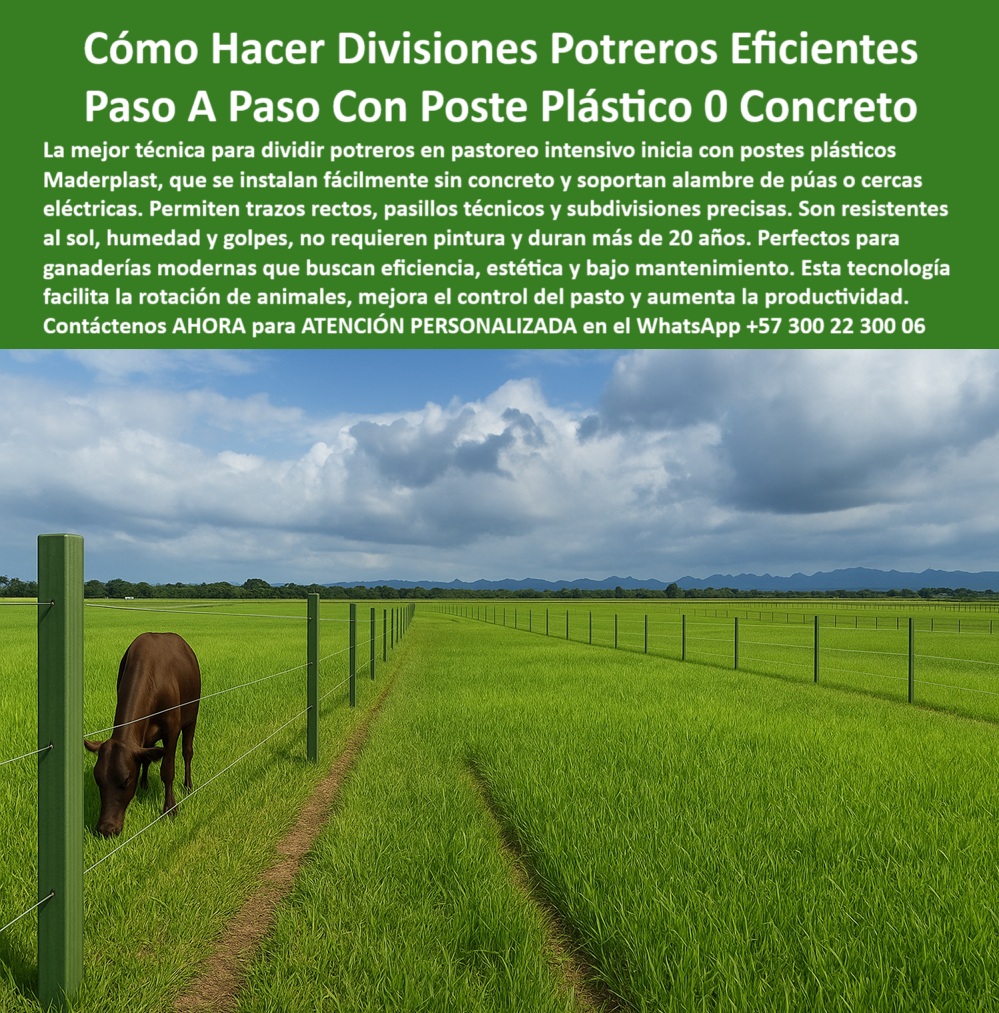 División profesional de cerca ganadera postes pastoreo postes ganaderos Maderplast 0 Postes plásticos reutilizables control de potreros infraestructura ganadera estructuras recicladas con protección ignífuga varas plásticas poste plástico para dividir potrero intensivo, - poste-plástico-de-alta-resistencia, - poste técnico para rotación de animales, - instalación paso a paso de poste sin concreto, - poste firme para división sin concreto, - poste ideal para subdividir parcelas, - poste de plástico reciclado ignífugo, - poste recto para alineación precisa, - poste-maderplast-para-division-potreros-sin-concreto.jpg, - poste ecológico para zonas húmedas, - poste-sin-pintura-ni-mantenimiento, - poste estructural para potreros eficientes, - Subdivisión de praderas con postes verdes Maderplast, - Ganado pastando entre subdivisiones con varas verdes, - poste-maderplast-subdivisiones, - poste Maderplast sin concreto ni pintura, - Cerca ganadera Maderplast para rotación de animales, - poste que dura más de 20 años, - poste plástico con instalación rápida, - poste-técnico-control-de-ganado, - Vista aérea de potrero organizado con postes reciclados, - poste dieléctrico de larga duración Maderplast, - poste para cerca eléctrica reciclado, - poste plástico resistente al sol y agua, - poste plástico para división de potreros, - poste reciclado para subdivisión ganadera, - poste para subdivisiones ganaderas modernas, - poste para control de pasto en finca, - División de potreros con postes sin concreto, - Potrero dividido con estructura plástica sin aisladores, - Pasillos técnicos con postes Maderplast resistentes, - poste para subdividir pastos intensivos, - poste-plástico-sin-concreto, - Postes para pastos intensivos en sabana húmeda, - poste para ganado sin mantenimiento, - poste-con-memoria-plástica-rural, - cerca plástica para pastoreo en finca moderna, - poste para subdivisión de pastos en finca, - poste-para-pastoreo-rotacional, - poste plástico económico y profesional, - poste rural para subdivisión ecológica, - ¿Postes plásticos para rotación de animales?, - ¿Cuál es el mejor poste para ganadería intensiva?, - poste fácil de instalar en finca, - poste dieléctrico sin aisladores, - poste-para-potrero-sostenible, - ¿Dónde comprar postes Maderplast reciclados?, - Postes reciclados alineados en potreros de alta eficiencia, - poste seguro para ganado intensivo, - ¿Cómo dividir potreros sin usar concreto?, - poste-reciclado-ganadero, - La foto muestra una imagen real de una finca tecnificada en pastoreo intensivo, donde una vaca pasta tranquilamente entre divisiones perfectamente alineadas con postes plásticos Maderplast. Cada poste, de color verde profundo, está firmemente enterrado sobre terreno húmedo, sin concreto ni pintura. Su instalación es rápida y precisa, permitiendo subdivisiones largas, exactas y sin deformaciones. Estos postes Maderplast destacan por su resistencia al sol, la lluvia y los impactos del ganado. Son ideales para ganaderos que buscan eficiencia con sostenibilidad, sin aislamientos ni mantenimientos. Su estructura dieléctrica natural elimina riesgos eléctricos. Los caminos y pasillos formados entre potreros reflejan orden, control y aprovechamiento del pasto. Este sistema mejora la rotación de animales y reduce costos operativos. Perfecto para fincas ganaderas modernas. Tecnología probada en campo, que transforma el manejo de la finca., - poste sin óxido ni astillas para ganado, - ¿Qué poste sirve para subdividir pastos?, - poste plástico para pastoreo rotacional, - Postes verdes plásticos alineados en campo abierto, - poste-fácil-de-instalar-en-finca 0 División profesional de cerca ganadera postes pastoreo postes ganaderos Maderplast 0 Postes plásticos reutilizables control de potreros, - infraestructura-ganadera, - estructuras recicladas con protección ignífuga, - varas plásticas 0