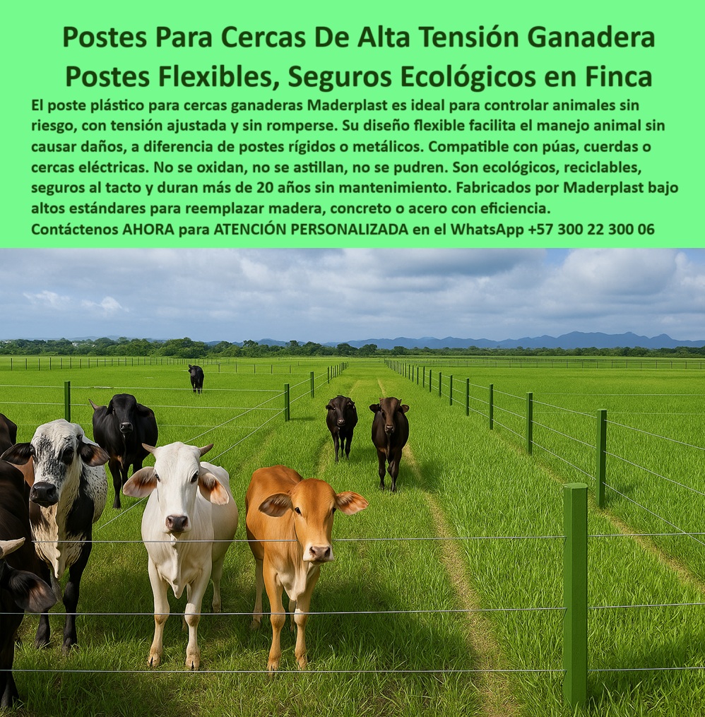 División profesional de cerca ganadera postes pastoreo postes ganaderos Maderplast 0 paso a paso instalación de cercas con púas postes flexibles manejo animal cercas para ganado tensión cuerda poste sustitutos ecológicos poste ecológico para potrero sin mantenimiento, - poste-ganadero-para-pastoreo-extensivo, - poste que soporta tensión sin romperse, - poste innovador para cercas con menos mantenimiento, - División simétrica de potreros con postes sin desgaste, - Ganado controlado sin riesgo de heridas o choques, - poste ecológico para reemplazo de madera y metal, - ¿Qué poste es mejor para ganado sin lastimarlo?, - poste duradero para cercas con cuerda o hilo, - Cercas con alambre de púas y postes ecológicos, - poste con diseño técnico para potreros grandes, - poste plástico compatible con alambre de púas, - Separación de potreros extensivos con postes reciclados, - poste-compatible-con-cuerda-y-púas, - poste plástico seguro para división de ganado, - poste para proteger ganado sin riesgo, - Postes plásticos con soporte firme en finca ganadera, - poste-ecológico-sin-mantenimiento, - poste para tensión de cuerda sin deformación, - poste plástico para división de pastoreo intensivo, - poste para reemplazo de madera y acero en cercas, - Postes alineados y tensados con cuerda visible, - poste que no se oxida ni astilla ni pudre, - poste seguro para animales sin riesgo de herida, - poste de alta calidad para cerca ganadera, - poste plástico para sistemas de pasto controlado, - poste para ganadería extensiva sin corrosión, - poste-plastico-flexible-cerca-ganadera-la-fazenda-meta.jpg, - poste-dieléctrico-de-alta-seguridad, - poste reciclado para manejo de ganado en finca, - ¿Qué poste aguanta tensión sin romperse?, - poste para pastoreo rotacional sin mantenimiento, - poste-de-división-para-pastos, - poste estético para potreros sin químicos, - poste plástico flexible para cercas ganaderas, - Pastizales bien divididos por postes dieléctricos duraderos, - poste dieléctrico para cercas de ganadería, - poste para cerca eléctrica de alta seguridad, - ¿Dónde consigo postes plásticos para cercas con púa?, - Sistema de cercas estéticas y sin mantenimiento, - poste estructural para división ganadera profesional, - poste resistente para ganadería tecnificada, - poste-plástico-flexible-para-ganado, - poste para cercas con cuerda eléctrica o alambre, - poste-que-no-oxida-ni-astilla, - poste-para-fincas-en-puerto-gaitán, - Poste plástico verde en finca ganadera La Fazenda Meta, - poste-seguro-para-animales-en-cerca, - poste flexible para cercas ganaderas sostenibles, - ¿Qué poste no se oxida ni se parte con el tiempo?, - La imagen muestra una cerca ganadera profesional instalada en la finca La Fazenda, en Puerto Gaitán, Meta, donde se aprecia el uso de postes plásticos Maderplast flexibles, ecológicos y duraderos para dividir potreros extensivos. Cada poste soporta la tensión de alambres de púas perfectamente alineados, sin oxidarse, astillarse o romperse, garantizando una barrera segura para el manejo del ganado sin riesgos de lesiones. A diferencia de postes metálicos o de madera, estos postes plásticos no requieren pintura, no generan residuos tóxicos ni plagas, y resisten la intemperie por más de 20 años sin mantenimiento. Su flexibilidad los hace ideales para cercas que necesitan tensado constante sin comprometer la firmeza estructural. La imagen evidencia un sistema de cerca moderno, sostenible y optimizado, donde los postes Maderplast aportan estética, seguridad y tecnología para ganaderos que priorizan inversión inteligente y bienestar animal. Con Maderplast, invierte una vez y olvida los reemplazos., - Ganado seguro entre cercas sin óxido ni fracturas, - poste-para-potreros-profesionales, - poste plástico para cercas rurales económicas, - poste ideal para fincas sostenibles, - ¿Cuál es el poste más seguro para cerca ganadera?, - poste sin pintura ni aisladores eléctricos 0 División profesional de cerca ganadera postes pastoreo postes ganaderos Maderplast 0 paso a paso instalación de cercas con púas, - postes flexibles manejo animal, - cercas-para-ganado, - tensión-cuerda-poste, - sustitutos-ecológicos 0