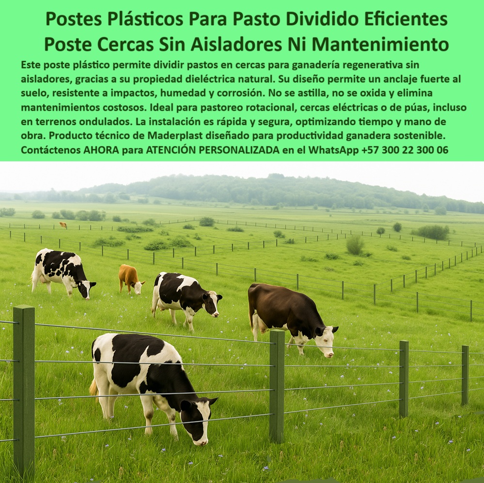 División profesional de cerca ganadera postes pastoreo postes ganaderos Maderplast 0 poste para pasto dividido cómo asegurar alambre de púas sin aislador anclaje fuerte para postes plásticos cercas de pastoreo regenerativo PP postes para división de pastos por rotación, - División de pasto regenerativo con postes plásticos oscuros, - ¿Postes de plástico resistentes a humedad y golpes?, - sistema de pastoreo intensivo con postes resistentes, - cercas sostenibles con poste plástico reciclado, - Instalación de cercas ecológicas con postes reciclables durables, - poste flexible que no se quiebra ni astilla, - Línea de postes ecológicos marcando potreros ganaderos, - poste-antioxidante-reciclable, - poste-plastico-ganadero-sin-aisladores-finca-choconta.jpg, - postes para praderas con alambre sin aisladores, - poste-para-terreno-ondulado, - ¿Qué cerca usar para pastoreo sin químicos?, - ¿Postes ecológicos para finca ganadera intensiva?, - poste plástico sin óxido ni pintura para cercas, - postes reciclables para potreros divididos, - poste ganadero ecológico resistente a humedad, - Ganado pastando con cercado plástico sin óxido ni pintura, - Cercado lineal ecológico en finca lechera sobre terreno ondulado, - ¿Cuál es el mejor poste para cercas regenerativas?, - ¿Qué poste usar para dividir pastos sin aisladores?, - poste ecológico para cercas sin mantenimiento, - postes durables para ganadería sin químicos, - cerca eléctrica sin aisladores para ganado lechero, - poste para pasto dividido alta resistencia, - poste para cercas eléctricas en finca lechera, - La imagen muestra una división profesional de potreros instalada con postes plásticos en la finca lechera de Chocontá, Cundinamarca, donde se implementa un sistema de pastoreo regenerativo sin uso de aisladores ni estructuras metálicas. Los postes, de diseño técnico en polímero reciclado, ofrecen anclaje fuerte al suelo, soportan humedad, impactos, rayos UV y no se oxidan, ni requieren pintura. Su propiedad dieléctrica natural elimina la necesidad de aisladores, reduciendo costos de materiales y mano de obra. Gracias a su flexibilidad estructural, estos postes se adaptan a terrenos inclinados y ondulados, sin deformarse ni astillarse, garantizando alineación y seguridad a largo plazo. Una solución sostenible para ganaderos que buscan eficiencia, reducción de insumos y máxima durabilidad sin mantenimiento. Esta cerca, más que una división, es una inversión técnica y rentable. Maderplast transforma la forma de producir en el campo colombiano, cuidando el medio ambiente y la rentabilidad de cada hectárea., - postes-finca-lechera-chocontá, - poste plástico para dividir pasto en ganadería, - Sistema de división en finca verde sin postes de madera, - poste de fácil instalación para terrenos verdes, - postes sólidos para finca de producción intensiva, - Postes alineados en finca productiva sin señales de desgaste, - Pastoreo eficiente con postes plásticos instalados sin falla, - poste con memoria estructural para cercas de púas, - poste dieléctrico sin mantenimiento para praderas, - poste para ganadería sostenible de largo plazo, - sistema de cerca sin aisladores en pastoreo regenerativo, - poste-sin-pintura-ni-corrosión, - poste con anclaje fuerte para terrenos ondulados, - poste-ecológico-para-potreros, - cerca técnica con postes de polímero sólido, - poste-división-profesional-pastos, - postes para pastoreo regenerativo sin aisladores, - Pradera dividida con postes plásticos visibles en pasto verde, - Postes de polímero sólido alineados sin aisladores visibles, - poste plástico para división de pasto en finca, - postes sin óxido para potreros húmedos, - cercas-de-pastoreo-regenerativo, - poste-plástico-para-pasto-dividido, - poste-ganadero-sin-mantenimiento, - postes para dividir potreros sin aisladores, - división profesional de pastos para vacas lecheras, - poste reciclable para sistemas agrícolas modernos, - cerca-sin-aisladores-para-ganado, - poste Maderplast para cercas de praderas intensivas, - poste sin óxido para ganadería de leche intensiva 0 División profesional de cerca ganadera postes pastoreo postes ganaderos Maderplast 0 poste para pasto dividido, - cómo asegurar alambre de púas sin aislador, - anclaje fuerte para postes plásticos, - cercas de pastoreo regenerativo PP