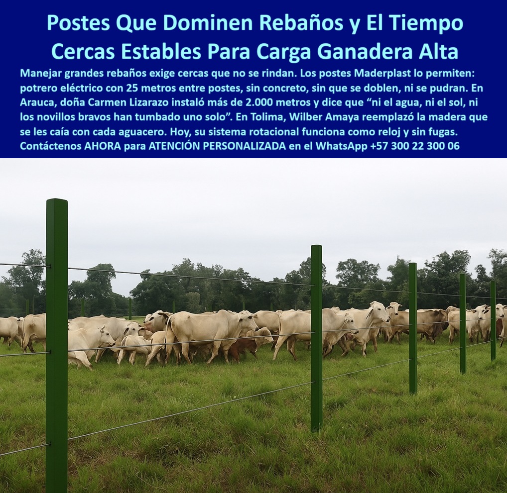 Manejo De Ganado Potrero Intensivo Grandes Rebaños Poste A 25 Metros Maderplast 0 Estacas plásticas en sistema rotacional de potreros poste plástico cerca eléctrica estacas plásticas resistentes al clima poste cerca duradera poste Maderplast para cercas eléctricas de largo alcance, - poste dieléctrico para potreros sin aisladores adicionales, - poste maderplast que ahorra costes y mano de obra, - poste-maderplast-25-metros, - ¿Qué poste aguanta toros bravos sin partirse ni oxidarse?, - poste resistente al agua sol orina y fricción del ganado, - ¿Qué poste sirve para manejar rebaños grandes sin que se caiga?, - poste de alta ingeniería para división ganadera eficiente, - poste confiable frente a humedad constante y lluvias, - poste ecológico para grandes fincas con pastoreo rotativo, - División rural ganadera con postes sólidos y duraderos, - Postes Maderplast alineados en potrero con carga alta, - poste con memoria plástica para presión de animales, - poste ganadero que reemplaza madera sin deteriorarse, - Postes sin pintura ni oxido sosteniendo alambre eléctrico, - poste plástico ideal para sistemas rotacionales intensivos, - poste sin concreto fácil de instalar en terrenos extensos, - poste liviano que soporta impacto continuo sin romper, - poste para delimitar más de 2.000 metros sin fallos, - poste firme que evita caídas en cada aguacero, - poste-para-grandes-rebaños, - poste sólido para división de potrero en clima tropical, - poste-tecnológico-para-sistema-rotacional, - poste reciclado para manejar grandes extensiones ganaderas, - poste firme para alta carga animal sin reemplazos, - La imagen presenta un sistema rotacional intensivo con un gran rebaño contenido por postes plásticos Maderplast, instalados a 25 metros entre sí. Estos postes no requieren concreto ni aisladores, son dieléctricos, no se doblan, no se oxidan y resisten el impacto de novillos sin deterioro. Su alta rigidez y flexibilidad permiten funcionar incluso bajo lluvias frecuentes, sin perder firmeza ni alineación. Maderplast garantiza durabilidad, eficiencia y confianza para cercas ganaderas exigentes. Maderplast transforma la inversión ganadera en tranquilidad productiva., - poste sin mantenimiento que no se dobla ni se cae, - poste-sin-concreto-sin-pudrición, - ¿Cuál es el mejor poste para potreros extensos sin mantenimiento?, - poste fuerte y flexible que no se oxida ni pinta, - Poste plástico para cercas eléctricas ganaderas sin aisladores, - ¿Cómo cercar un potrero sin usar postes de concreto?, - Cerca eléctrica para rebaño con postes plásticos firmes, - cerca-electrica-con-postes-firmes, - poste que aguanta novillos bravos sin romperse, - Estacas plásticas para finca de engorde tecnificado, - poste plástico para rebaños grandes con presión intensiva, - poste-resistente-a-clima-humedo, - poste-firme-para-carga-alta, - poste-plastico-para-cercas-electricas-de-rebano-grande-intensivo.jpg, - Poste sin mantenimiento para 2.000 metros de cerca rural, - ¿Dónde comprar postes duraderos para cerca eléctrica ganadera?, - poste estructural sin concreto para cerca eléctrica ganadera, - Poste ecológico para rebaños intensivos en clima tropical, - poste-reciclado-para-ganaderia, - Línea de postes firmes delimitando hato ganadero extenso, - Potrero con cercado plástico resistente a presión animal, - poste-plastico-potrero-intensivo, - Cerca ganadera de largo alcance con postes reciclados, - Rebaño controlado por cerca de postes a 25 metros, - Recomendación de poste para potrero con presión de ganado, - poste dieléctrico con distancia de hasta 25 metros, - Sistema rotacional ganadero con postes sin concreto, - ¿Qué poste usar para sistema rotacional con alta carga animal?, - poste seguro para manejo técnico de hatos ganaderos, - poste-dieléctrico-para-potreros, - poste visible desde cualquier punto del potrero ganadero 0 Manejo De Ganado Potrero Intensivo Grandes Rebaños Poste A 25 Metros Maderplast 0 Estacas plásticas en sistema rotacional de potreros, - poste plástico cerca  eléctrica, - estacas plásticas resistentes al clima, - poste cerca duradera