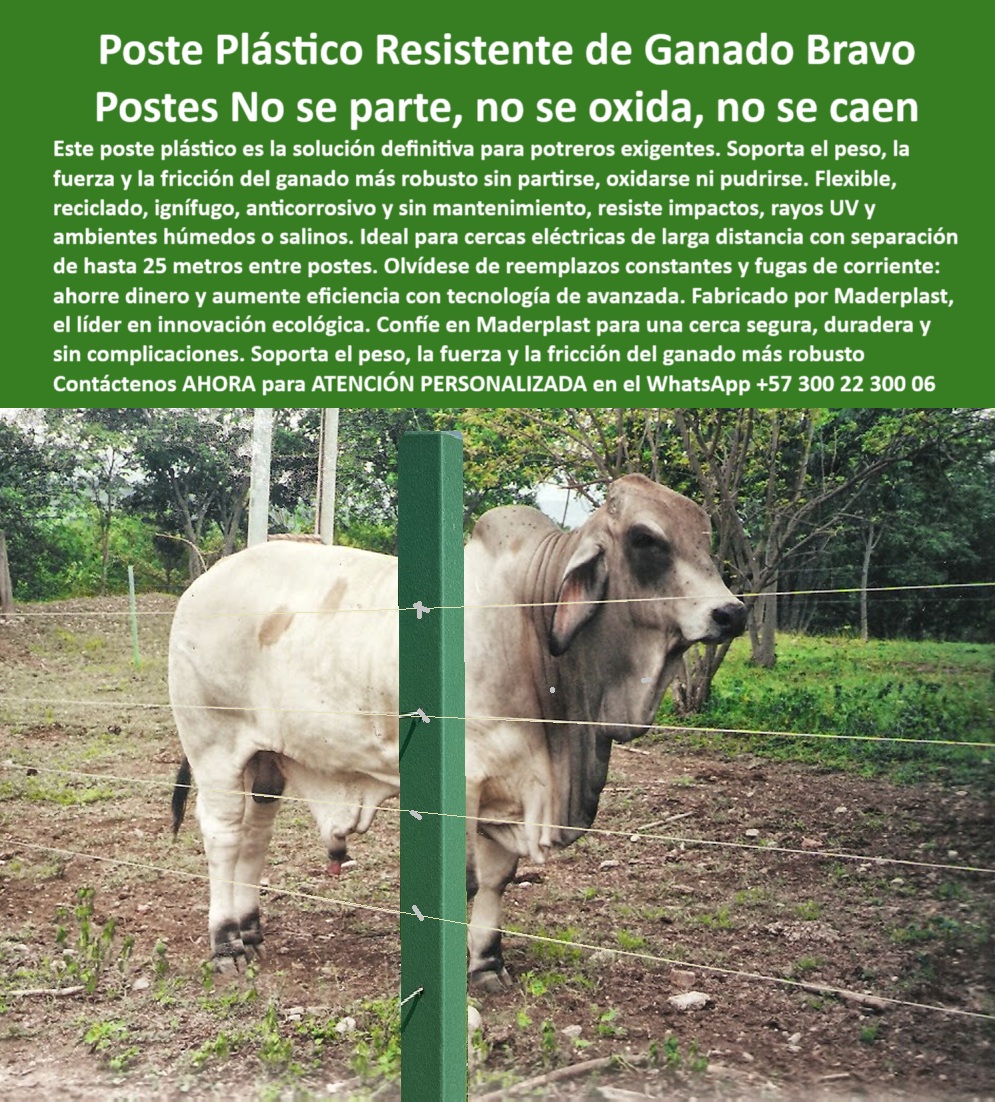 Manejo De Ganado Potrero Intensivo Grandes Rebaños Poste A 25 Metros Maderplast 0 cercado de grandes extensiones agrícolas poste flexible resistente poste ecológico a prueba de gasolina e incendios poste resistente a Fuegos poste seguro para delimitar grandes extensiones agrícolas, - poste plástico para ganadería extensiva sin oxidación, - Poste ecológico en cerca firme de alta tensión, - poste económico para potreros eléctricos de largo alcance, - poste-plástico-sin-mantenimiento, - poste para dividir potreros extensos con toros, - poste plástico para cercas de ganado bravo, - poste confiable para alambrados en zonas ganaderas, - ¿Qué poste resiste impactos y tensión sin oxidarse?, - poste-maderplast-para-potrero, - poste sólido para confinamiento de ganado pesado, - Poste verde Maderplast en cerca de potrero intensivo, - ¿Qué poste plástico funciona para potreros con toros grandes?, - poste estructural plástico para fuerza ganadera extrema, - poste dieléctrico resistente a humedad y gasolina, - ¿Qué poste aguanta fricción, humedad y alambre eléctrico?, - poste plástico que evita fugas de ganado, - ¿Dónde venden postes plásticos para potrero intensivo?, - ¿Qué poste dura más y no se oxida nunca?, - Cerca ganadera con poste Maderplast resistente a impactos, - poste de polipropileno resistente a rayos UV, - poste-resistente-a-impactos, - Recomiéndame un poste para ganadería intensiva sin mantenimiento, - poste-ignifugo-para-campo, - poste-flexible-para-cercas, - poste inmune al fuego para zonas rurales calurosas, - poste reciclado para cercado de ganado de alto peso, - poste-fuerte-para-toros, - Cerramiento rural eléctrico con poste plástico dieléctrico, - poste sin mantenimiento ideal para criaderos rurales, - Poste para cercas ganaderas que no se rompa ni requiera pintura, - poste flexible para cercas eléctricas de alta tensión, - Ganado pesado confinado con poste sin oxidación, - Poste reciclado soportando fricción del ganado de alto peso, - poste-durable-contra-humedad, - Poste plástico estructural para manejo de ganado fuerte, - Poste plástico frente a toro bravo para cerca ganadera segura, - poste-para-ganado-bravo, - poste ecológico contra impactos y tracción animal, - poste anti vandalismo para potreros de alto impacto, - poste reforzado que soporta fricción de ganado fuerte, - ¿Cuál es el mejor poste ecológico para cercas con electricidad?, - Poste plástico inmune al fuego y sin pintura, - poste seguro para potrero con alambre electrificado, - poste-reciclado-para-ganadería, - poste sin reemplazo para cercas permanentes rurales, - poste resistente para potreros intensivos sin mantenimiento, - poste sin pintura con color integral y UV, - poste con alta resistencia mecánica para toros bravos, - ¿Cuál es el poste más fuerte para ganado pesado?, - poste ignífugo para manejo de grandes rebaños, - ¿Qué poste resiste la fuerza de toros bravos sin romperse?, - En la imagen vemos un toro de gran tamaño frente a un poste plástico Maderplast, firme y sin deformación, demostrando su capacidad de soportar fuerza, fricción y tensión ganadera extrema. Este poste no se oxida, no se rompe, no requiere mantenimiento, y resiste el peso y la presión del ganado más bravo. Maderplast fabrica postes ignífugos, anticorrosivos y reciclados, ideales para potreros intensivos con separación de hasta 25 metros entre postes. Su estructura dieléctrica permite cercas eléctricas sin aisladores y sin complicaciones. Maderplast ofrece tecnología ganadera definitiva, rentable, ecológica y sin reemplazos. Maderplast es confianza para el campo., - poste-plastico-para-ganado-bravo-resistente-y-sin-mantenimiento.jpg, - Cerca de seguridad ganadera con poste de alto desempeño, - poste duradero que no se parte ni se pudre, - poste-eléctrico-para-potreros 0 Manejo De Ganado Potrero Intensivo Grandes Rebaños Poste A 25 Metros Maderplast 0 cercado de grandes extensiones agrícolas, - poste flexible resistente, - poste ecológico a prueba de gasolina e incendios, - poste-resistente-a-Fuegos 0