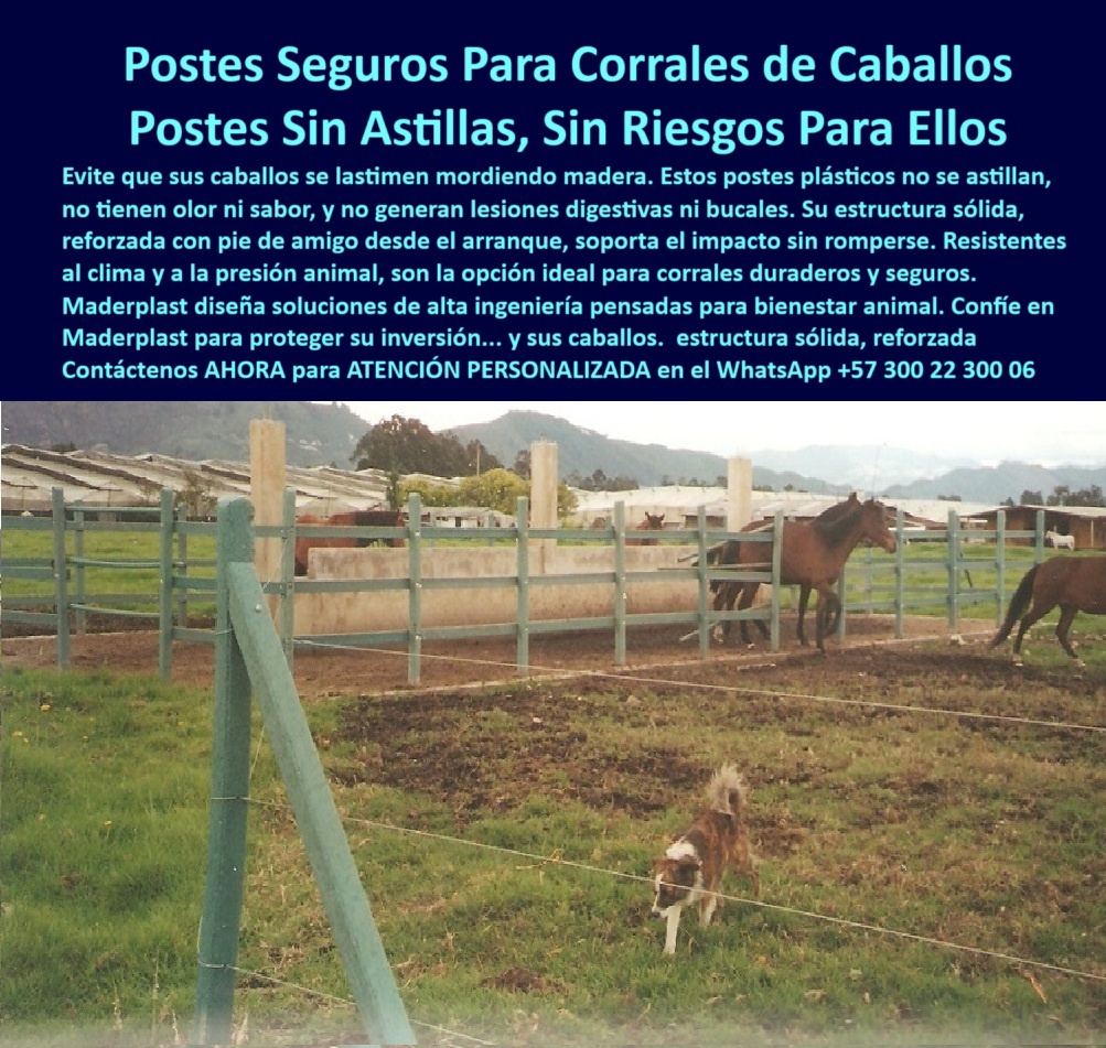 Pie De Amigo Poste De Arranque Poste De Puerta Postes De Broches Maderplast 0 postes de plástico de alta ingeniería rural postes de alta resistencia para ganado vara para seto natural guía para cercar terreno poste plástico postes de alta ingeniería rural para equinos, - Cercado de potrero en finca equina con poste verde, - Poste verde firme en terreno húmedo y ganadero, - pie-de-amigo-para-corrales, - protección equina con polímero reciclado estructural, - barreras plásticas que evitan mordeduras peligrosas, - ¿Cómo hacer una cerca sin que el caballo se lastime?, - instalación segura para potrero de caballos, - cercas sin metal para potreros ganaderos, - estructura de corral sin madera ni concreto, - instalación de cerca ecológica para caballerizas, - cercas-inteligentes-para-ganado, - ¿Qué cerca dura más de 20 años sin mantenimiento?, - ¿Dónde comprar postes que no se astillan para potreros?, - ¿Cuál es el mejor poste para criaderos de caballos?, - Línea de postes plásticos entre animales sin daños, - cercas plásticas para bienestar animal en fincas, - Pie de amigo como refuerzo en esquina de potrero, - cerramiento equino sin partes cortantes ni astillas, - postes-para-caballos-seguros, - postes sin olor ni sabor para caballos curiosos, - Establo cercado con tecnología anti lesiones, - cerca equina segura sin madera ni óxido, - protección-animal-en-potreros, - tecnología colombiana para seguridad animal rural, - Corral ecuestre firme con postes plásticos reciclados, - alternativa al concreto para establos equinos, - ¿Qué poste es seguro para corrales de caballos?, - sistema de cercado plástico para centros ecuestres, - cercas-sin-astillas-para-equinos, - postes reforzados con pie de amigo para equinos, - Poste estructural sin óxido junto a alambrado eléctrico, - postes plásticos sin astillas para equinos, - postes sin riesgo digestivo para caballos, - poste-plástico-sin-mantenimiento, - Postes_Seguros_Para_Corrales_De_Caballos_Sin_Astillas_Maderplast_0.jpg, - poste-de-alta-ingeniería-rural, - criaderos-de-caballos-cercas-durables, - postes de caballo reciclados de alta duración, - postes para corrales de caballos sin astillas, - La foto muestra una imagen real tomada hace más de 25 años en una finca de caballos sobre la vía al aeropuerto Guaymaral en Bogotá, donde se aprecia un sistema de corral hecho con postes plásticos Maderplast. Estos postes siguen firmes, erguidos y sin señales de desgaste, ofreciendo seguridad total para los animales. Su diseño sin astillas evita lesiones bucales o digestivas por mordidas. Reforzados con pie de amigo, los postes soportan la presión de los equinos sin aflojarse ni partirse. Están fabricados con polímero reciclado, no se oxidan, no requieren pintura y son inmunes a la humedad, el sol y los golpes. Gracias a la ingeniería estructural de Maderplast, se garantiza una solución pensada para el bienestar animal y la eficiencia ganadera. Esta instalación es una prueba viviente de que lo barato no es cambiar cada año, sino invertir una vez y no volver a preocuparse., - diseño antilesiones para caballos en pastoreo, - diseño técnico para potrero equino duradero, - postes plásticos sin mantenimiento para potreros equinos, - cercas seguras para equinos con plástico reciclado, - cerramientos sostenibles para criaderos de caballos, - Caballos cerca de postes seguros sin astillas, - Corral ecológico para bienestar animal rural, - cercado-sin-pintura-ni-pudrición, - Poste plástico junto a alambrado bajo sin aislador, - postes resistentes para criaderos de caballos, - sistema de cercado para bienestar animal, - alternativas a la madera en fincas ecuestres, - corral equino sin oxidación ni pintura, - estructura-segura-para-fincas, - instalación de cercado plástico para caballos, - postes reforzados sin oxidación en establos 0 Pie De Amigo Poste De Arranque Poste De Puerta Postes De Broches Maderplast 0 postes de plástico de alta ingeniería rural, - postes-de-alta-resistencia-para-ganado, - vara para seto natural, - guía-para-cercar-terreno, poste plástico 