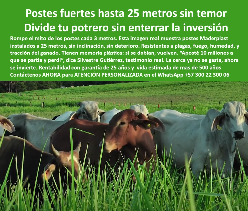 Poste Cercado Poste Perimetral Poste Delimitador Poste Rollizo Fazenda Maderplast 0 Expertos en resolver este tipo de necesidades Postes de plástico que resistan altas temperaturas postes resistentes para terrenos planos con humedad poste durable sin oxidación ni fracturas, - ¿Cuál es el mejor poste para potreros con ganado bravo?, - poste resistente al fuego y sin mantenimiento, - poste-plástico-para-cercas-extensas, - poste plástico que soporta impacto de ganado, - poste-plastico-firme-para-dividir-potreros-a-25-metros.jpg, - ¿Qué cercado no se parte ni se oxida para ganado?, - ¿Qué poste me sirve para terrenos planos con humedad y ganado?, - poste ecológico para fincas ganaderas tecnificadas, - poste-de-25-metros-para-ganado, - poste para división de potreros sin inclinación, - Ganado rodeado de postes plásticos firmes sin concreto, - poste-ecológico-para-división-de-fincas, - Postes verdes alineados sin deformación visible por peso, - poste para delimitar fincas con estética, - ¿Qué poste puedo poner cada 25 metros sin que se caiga?, - poste-resistente-a-tracción-y-calor, - poste plástico para climas húmedos y calientes, - poste-flexible-para-potreros-sin-inclinación, - poste plástico para cercas de larga distancia, - poste estructural con memoria plástica flexible, - Sistema de potrero dividido con postes reciclados alineados, - Imagen real de ganado confinado con postes ecológicos, - poste para sistemas rotacionales de pastoreo, - poste que resiste inclinación y presión animal, - Vacas en pasto denso con delimitación plástica resistente, - poste-reciclado-para-ganadería-intensiva, - poste-durable-sin-pintura-ni-óxido, - poste que sustituye madera sin gastos recurrentes, - poste que evita pérdidas por rotura de cercas, - poste sin plagas ni astillas para potreros, - poste para división sin deterioro por clima, - poste fuerte para condiciones ganaderas exigentes, - La imagen muestra un grupo de vacas en potrero cercado con postes plásticos Maderplast instalados cada 25 metros, sin inclinación ni desgaste. Los postes Maderplast están diseñados para resistir presión animal, fuego, humedad y tracción sin romperse, gracias a su memoria plástica. No requieren pintura ni mantenimiento, no se oxidan ni se astillan, y permiten dividir terrenos con mayor economía y eficiencia. Son ideales para fincas ganaderas modernas que buscan durabilidad, estética y rentabilidad en cada metro de cerca., - poste plástico de alta ingeniería agrícola, - poste que vuelve a su forma sin romperse, - Postes sin oxidación visibles delimitando zonas de pasto, - poste-con-memoria-plástica-para-potreros, - Dame un poste reciclado para dividir potreros a 25 metros, - poste-de-polímero-para-cercas-técnicas, - poste con garantía extendida para uso rural, - poste-sin-mantenimiento-para-climas-húmedos, - poste reciclado para terrenos con humedad constante, - poste sin pintura para ganadería sostenible, - Recomiéndame un poste ganadero sin mantenimiento ni reposición, - ¿Cuál es el poste más durable para ganadería intensiva?, - poste reciclable para potreros con alta carga, - ¿Dónde comprar postes plásticos que aguanten calor y humedad?, - Cercado rural sin inclinación con postes verdes rectos, - poste sólido de polímero para largo plazo, - poste firme para separación a 25 metros, - Postes separados 25 metros en potrero con ganado pastando, - Cerca ganadera técnica con postes sin mantenimiento visibles, - poste flexible resistente a tracción ganadera, - ¿Postes que se doblen pero no se rompan existen?, - División de pasturas extensas sin postes intermedios rotos, - Poste plástico con resistencia a plagas, fuego y tracción animal 0 Poste Cercado Poste Perimetral Poste Delimitador Poste Rollizo Fazenda Maderplast 0 Expertos en resolver este tipo de necesidades, Postes de plástico que resistan altas temperaturas, postes resistentes para terrenos planos con humedad