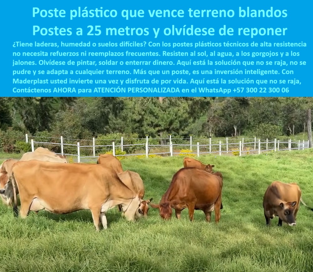 Poste Para Cerco Eléctrico Poste De Alambre Púa Distancia A 25 Mts Maderplast 0 sistema de postes para terrenos blandos poste plástico para Soacha cerca en laderas con postes plásticos poste técnico para linderos rurales PP Cercado plástico firme en finca ganadera de Girardot, - poste de cercado para linderos ganaderos sostenibles, - poste de larga vida útil para laderas, - poste para cercado en ganaderías especializadas, - Postes plásticos blancos sobre pasto limpio y denso, - Postes sin óxido ni pintura sobre suelo húmedo, - poste sólido para ganado de alta genética, - poste-para-ganado-especializado, - ¿Qué poste usar para cercas en potrero de ladera?, - poste duradero que no se oxida ni astilla, - ¿Cómo cercar en colinas con postes durables?, - poste plástico para zonas forestales rurales, - poste técnico para cerca en suelos húmedos, - poste-para-cerca-en-laderas, - poste para pastoreo tecnificado sin concreto, - División de potrero con postes reciclados resistentes, - poste-plástico-terreno-blando, - ¿Qué poste sirve para terrenos blandos y húmedos?, - poste de polímero reciclado alta resistencia, - poste plástico para laderas y colinas ganaderas, - poste-reciclable-cercado-ganadero, - poste-para-cerca-eléctrica-resistente, - poste para ganaderías modernas y eficientes, - poste plástico económico para finca ganadera, - Ganado Jersey pastando junto a cerca de postes blancos, - Postes plásticos alineados en terreno verde inclinado, - poste plástico para terreno blando ganadero, - ¿Qué tipo de poste no se entierra ni se pudre?, - poste-ganadero-alta-tecnología, - poste reciclado con larga vida útil para potrero, - solución de cercado para finca en suelos inestables, - Ganado de alta genética en pradera con cerca técnica, - poste reciclable para división de potreros, - poste-sin-pintura-ni-mantenimiento, - poste anti plaga y anti hongos para ganado, - poste-anti-hongos-y-gorgojos, - poste que resiste jalones sin romperse, - La imagen muestra una cerca ganadera real instalada en el Rancho Ganadero de Girardot, Cundinamarca, donde los criadores de ganado Jersey confían exclusivamente en los postes plásticos blancos de alta ingeniería, que destacan por su firmeza incluso en terrenos blandos, húmedos o inclinados. Estos postes no se oxidan, no se pudren ni se deforman con el tiempo, y permiten separaciones de hasta 25 metros sin perder alineación ni tensión. Fabricados con polímero reciclado, ofrecen más de 20 años de durabilidad sin mantenimiento ni pintura, siendo ideales para zonas de alta pluviosidad o suelos inestables. Su estructura sólida, ligera y dieléctrica los hace compatibles con cercas eléctricas sin aisladores, brindando seguridad al ganado sin riesgo de lesiones. Representan una solución profesional, rentable y ecológica para ganaderías modernas que buscan eficiencia con bajo costo operativo. Con su color blanco integral y estética limpia, también valorizan visualmente la finca., - poste-durable-para-suelos-húmedos, - poste que no se hunde en suelos blandos, - poste con soporte firme en suelos inestables, - poste sin óxido para ganado especializado, - poste para cerca eléctrica con ganado Jersey, - poste-terreno-blando-cercas-ganado-jersey-girardot.jpg, - poste-técnico-para-finca-productiva, - cercas ganaderas resistentes en laderas húmedas, - poste plástico para terrenos blandos sin mantenimiento, - poste plástico sin pudrición para praderas rurales, - poste ecológico resistente para zonas lluviosas, - Cerca ganadera con postes de polietileno sólido blanco, - Sistema de cerca rural eficiente y sin reemplazos, - poste que no requiere reemplazo en potreros, - ¿Cuál es el mejor poste para ganado Jersey?, - Postes técnicos en línea recta sobre terreno blando, - poste rural sin pintura ni mantenimiento, - poste diseñado para manejo eficiente del campo, - poste ideal para climas cambiantes y extremos 0 Poste Para Cerco Eléctrico Poste De Alambre Púa Distancia A 25 Mts Maderplast 0 sistema de postes para terrenos blandos, - poste plástico para Soacha, - cerca en laderas con postes plásticos, - poste-técnico-para-linderos-rurales, PP