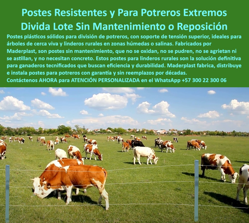 Postes Para División De Potreros Postes Plásticos Sólidos Resistentes Maderplast 0 Qué postes duran más para árboles cercas vivas cómo instalar postes con varetas poste para linderos en zonas rurales soporte de tensión postes poste con garantía de instalación ganadera eficiente, - poste-reciclado-para-potreros-extremos, - poste-para-lotes-agroindustriales, - poste reciclable para ganadería sostenible, - poste firme para linderos rurales tecnificados, - poste sin astillas para potreros ganaderos, - poste dieléctrico para zonas ganaderas intensivas, - poste-durable-para-terrenos-salinos, - poste-plástico-para-climas-exigentes, - Esta imagen presenta una solución ideal para cerramiento ganadero con postes reciclados Maderplast, diseñados para resistir las condiciones más exigentes del campo. Sin oxidarse ni pudrirse, los postes Maderplast soportan humedad, salinidad y tensión sin necesidad de concreto ni pintura. Perfectos para dividir potreros, delimitar árboles de cerca viva y manejar grandes lotes con eficiencia, durabilidad y estética. Su resistencia estructural garantiza décadas de uso sin reposición, convirtiéndolos en la elección definitiva para sistemas ganaderos modernos., - Poste verde instalado en potrero con tensión, - poste que reemplaza la madera en cerramientos rurales, - poste plástico para potrero en zona húmeda y salina, - poste que soporta fuerza de animales grandes, - ¿Qué poste resiste humedad y salinidad en zonas rurales?, - Poste estructurado instalado en pradera con ganado, - poste-para-división-de-ganado-lechero, - poste reciclado para cercas vivas con árboles delimitadores, - Poste para ganado sobre campo húmedo y amplio, - Poste para linderos ecológicos en terreno plano, - poste-plastico-potreros-extremos-division-linderos-ganaderos.jpg, - Cercado para ganado en finca sostenible, - Solución sin concreto para cerramiento ganadero reciclado, - ¿Qué poste aguanta la tensión de alambre en terrenos ganaderos?, - Poste ideal para cercas vivas en potreros húmedos, - poste para sistemas rotacionales en ganadería intensiva, - Poste estructural para tensado de alambre en potreros rurales, - poste que no se agrieta en clima extremo, - ¿Qué poste no se oxida para dividir potreros grandes?, - poste sin pintura ni tratamientos adicionales, - poste-ecológico-para-zonas-rurales, - Sistema de cercado con postes sólidos y firmes, - poste-sin-concreto-para-linderos, - Lote ganadero cercado con postes reciclables, - poste estructural para división rural sin mantenimiento, - poste-plástico-para-cercas-vivas, - Recomendación de poste para ganadería en zonas salinas, - poste que evita reposición frecuente en cercas, - Instalación ganadera sin concreto ni mantenimiento, - ¿Cuál es el mejor poste para instalar cerca viva sin concreto?, - poste que evita mantenimiento en divisiones rurales, - poste-con-soporte-de-tensión-superior, - poste plástico duradero para ganaderos tecnificados, - poste que no se oxida para potreros extensos, - poste que resiste termitas, óxido y humedad, - poste para división ecológica de lotes extensos, - poste de alta tensión para control de pasturas, - poste plástico resistente al orín del ganado, - División de potrero rural con poste plástico, - poste-firme-para-cercas-de-extensión, - poste sin concreto para praderas agroindustriales, - Línea de postes rurales en zona húmeda, - poste plástico con soporte de tensión ganadera, - Poste plástico duradero para división ganadera sin mantenimiento, - poste con instalación simple para pastoreo libre, - poste de larga vida útil para cercados agrícolas, - ¿Dónde consigo postes plásticos para ganadería sin mantenimiento? 0 Postes Para División De Potreros Postes Plásticos Sólidos Resistentes Maderplast 0 Qué postes duran más para árboles cercas vivas, - cómo instalar postes con varetas, - poste-para-linderos-en-zonas-rurales, - soporte de tensión postes