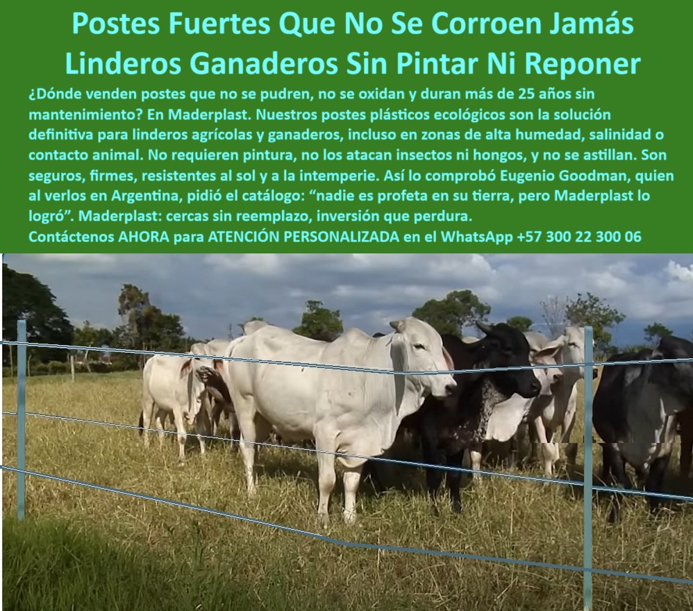 Postes Para División De Potreros Postes Plásticos Sólidos Resistentes Maderplast 0 postes plásticos ecológicos postes sin mantenimiento para linderos agrícolas postes plásticos de larga vida útil sin corrosión Dónde venden postes Linderos con postes ecológicos para ganadería en clima cálido, - Postes duraderos para potreros en condiciones de humedad, - poste técnico libre de pintura y reemplazos, - poste fuerte para zonas húmedas y ganadería, - poste-reciclado-para-linderos-agrícolas, - poste de plástico que no se deteriora en humedad, - poste para separar ganado sin riesgo de colapso, - poste dieléctrico anticorrosivo para ganadería intensiva, - poste con duración de 25 años comprobada, - poste firme para división de terrenos ganaderos, - poste de polímero reciclado para cercas rurales, - poste plástico ecológico sin mantenimiento rural, - ¿Dónde venden postes sin mantenimiento para dividir potreros?, - Ganado en potrero dividido con postes de color neutro, - poste para clima tropical sin deformación ni óxido, - poste ecológico de alta duración para fincas tropicales, - ¿Qué poste no se oxida ni necesita pintura para finca?, - poste ganadero resistente al contacto animal directo, - Postes alineados en campo abierto con alambres tensados, - poste plástico anticorrosivo para dividir terrenos ganaderos, - poste-rural-sin-mantenimiento, - ¿Qué poste dura más en zonas húmedas y calientes?, - poste inmune a plagas rurales y condiciones severas, - Postes sin pintura instalados en campo abierto y soleado, - Lote agropecuario cercado con postes sin signos de desgaste, - poste-durable-para-fincas-húmedas, - poste para lindero agrícola de larga duración, - poste para dividir potrero con inversión segura, - Sistema de división ganadera con postes plásticos ecológicos, - poste-plástico-ecológico-sin-corrosión, - poste-tecnológico-con-larga-vida, - Postes plásticos delimitando potrero seco con grupo de ganado, - poste seguro para división de potreros con alta carga, - poste para delimitar fincas en terreno difícil, - poste sin mantenimiento con garantía estructural rural, - poste-fuerte-para-clima-extremo, - ¿Cuál es el mejor poste para linderos ganaderos?, - En la imagen se observa un grupo de ganado protegido por una cerca con postes plásticos Maderplast, ideales para dividir potreros y linderos agrícolas en zonas húmedas o con alta salinidad. Los postes Maderplast no requieren pintura, no se corroen ni se astillan, y están diseñados para durar más de 25 años sin mantenimiento. Fabricados con polímero reciclado, son resistentes al contacto animal, hongos, insectos y condiciones extremas. Esta solución ecológica asegura un cerramiento firme, estético y duradero que protege la inversión rural., - poste sin pintura ni óxido para linderos agrícolas, - poste agrícola que no se quiebra ni agrieta, - poste-plastico-para-linderos-ganaderos-sin-mantenimiento.jpg, - poste-contra-plagas-y-óxido, - Finca ganadera protegida con postes anticorrosión y alambre, - poste sin astillas ni quiebres por calor, - poste reciclado inmune a la corrosión y humedad, - poste confiable para ambientes salinos o fangosos, - poste-para-división-de-potreros, - poste-para-zonas-salinas-y-fangosas, - ¿Poste ecológico que no se corra ni se parta?, - poste estructural sin hongos ni insectos, - Cerca rural con postes reciclados y estructura estable, - poste-sin-pintura-para-cercas-ganaderas, - poste plástico que no se oxida en exterior, - poste sin pintura para zonas salinas y húmedas, - poste ecológico para cercas duraderas de finca, - poste que mejora la valorización del predio rural, - poste ligero de alto rendimiento sin reemplazo 0 Postes Para División De Potreros Postes Plásticos Sólidos Resistentes Maderplast 0 postes plásticos ecológicos, - postes sin mantenimiento para linderos agrícolas, postes plásticos de larga vida útil sin corrosión, Dónde venden postes