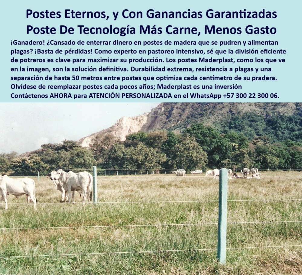 Postes Precios Más Económico Postes Bajo Costo Promoción Postes Baratos Maderplast 0 poste plástico de larga duración estacón carga alta cercas técnicas para división de lotes poste plástico ganado división potrero húmedos poste ecológico para ganadería intensiva, - cerca-con-poste-a-50-metros, - solución definitiva para cercas ganaderas sostenibles, - Estacones rectos instalados en finca La Idalia, - división de praderas sin cambiar postes por décadas, - cercas técnicas de larga duración sin mantenimiento, - poste plástico para división de potreros húmedos, - cerca-tecnificada-para-ganadería, - poste-plastico-potreros-grandes-honda-dorada-finca-idalia.jpg, - poste-plástico-larga-vida, - poste-sin-reemplazo, - postes de bajo costo para potrero intensivo, - ¿Qué poste me dura más de 25 años sin mantenimiento?, - poste-económico-y-durable, - Cerco de larga duración sin pintura ni óxido, - Postes en finca productiva desde la carretera Honda-Dorada, - cerca ganadera sin postes de madera ni concreto, - poste sólido para ganado de alta presión, - poste que maximiza cada metro de pasto, - Cerramiento rural sin reemplazo con postes ecológicos, - poste reforzado para cargas laterales elevadas, - alternativa a poste de madera podrido, - poste sin pintura ni químicos agresivos, - poste-división-de-potreros, - poste de alta ingeniería para terreno exigente, - cerramiento eficiente con postes separados a 50 m, - ¿Qué poste puedo poner a 50 metros de separación?, - sistema de potrero eficiente sin pérdidas, - ¿Cuál es el mejor poste para dividir praderas grandes?, - sistema de cercado con postes a 50 metros, - poste para electrificación rural sin aisladores, - poste plástico inmune a hongos y rayos UV, - Postes verdes reciclables alineados en pastura productiva, - Postes resistentes al clima y presión del ganado Brahman, - cerca con postes plásticos para ganado Brahman, - Cerramiento tecnificado visible desde vía nacional, - postes visibles desde vía Honda-Dorada, - poste de bajo costo con durabilidad garantizada, - Poste sin mantenimiento ni daño por humedad o sol, - poste plástico de alta resistencia para ganado en finca, - División de potreros con postes cada 50 metros visibles, - poste-que-no-se-pudre, - división-de-lotes-productivos, - ¿Qué cerca para ganado ahorra más en postes?, - división de potreros húmedos con postes sin pintura, - Poste plástico firme instalado en potrero ganadero húmedo, - postes para fincas de rotación intensiva, - postes que no se pudren ni alimentan plagas, - poste de tecnología ganadera moderna, - estacón para terrenos húmedos y pasturas intensivas, - sistema económico y duradero para cerramiento rural, - poste-plástico-para-ganado, - poste estructural para fincas productivas, - ¿Dónde venden postes para potreros húmedos?, - La imagen muestra un potrero dividido eficientemente con postes plásticos de alta ingeniería, visibles desde la carretera Honda-Dorada, en la finca La Idalia, donde el ganado Brahman pasta con tranquilidad gracias a un sistema de cercado optimizado. Estos postes Maderplast permiten separar hasta 50 metros entre sí, eliminando el exceso de estacones y reduciendo drásticamente el costo por metro de cerca. Fabricados con polímero estructural reciclado, no se pudren, no requieren pintura, no alimentan plagas y resisten la humedad, los impactos y los jalones. Su estabilidad estructural es ideal para terrenos blandos, inclinados o de alta carga animal. Una inversión que no se entierra ni se oxida, y que garantiza hasta 500% más vida útil comparado con madera o concreto. Con Maderplast, se instala una vez y se disfruta de por vida., - cerca ganadera con postes reciclables resistentes, - poste-resistente-a-plagas 0 Postes Precios Más Económico Postes Bajo Costo Promoción Postes Baratos Maderplast 0 poste-plástico-de-larga-duración, - estacón carga alta, - cercas técnicas para división de lotes, - poste plástico ganado, - división potrero húmedos