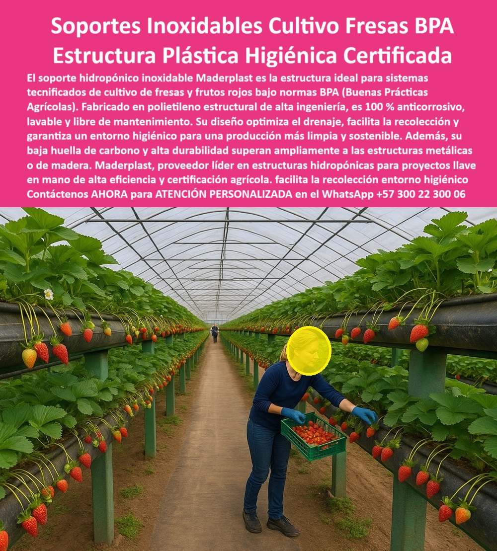 Estructuras Hidropónicas Inoxidables Soporte Hidropónico de Fresa Bancos Maderplast 0 Proveedores de perfiles higiénicos para proyectos llave en mano de frutales Materiales para BPA en hidroponía con certificación de producción limpia Estructura Innovación Inoxidable: La Estructura Plástica Higiénica Certificada Maderplast para el Cultivo de Fresas BPA, La agricultura tecnificada del siglo XXI exige más que simples soportes; requiere estructuras plásticas agrícolas higiénicas anticorrosivas con certificación, sostenibilidad y diseño de alta ingeniería. La imagen que observamos muestra la materialización de este estándar: un moderno sistema de cultivo hidropónico de fresas en un entorno controlado, sustentado sobre soportes hidropónicos inoxidables para cultivo de fresas Maderplast, que cumplen rigurosamente con las normas BPA (Buenas Prácticas Agrícolas). Esta infraestructura representa la solución definitiva para quienes buscan maximizar la rentabilidad y asegurar la inocuidad en la producción de frutas rojas. El pilar de esta revolución es el material: polietileno estructural de alta resistencia. Este compuesto convierte a los bancos plásticos estructurales anticorrosivos agrícolas de Maderplast en la estructura plástica modular para hidroponía profesional más confiable, garantizando una vida útil superior a 25 años. A diferencia del acero o la madera, estas estructuras agrícolas duraderas sin corrosión son 100% anticorrosivas, libres de mantenimiento, lavables y totalmente inmunes a la humedad, los fertilizantes y la salinidad, lo cual es vital para zonas húmedas agrícolas e invernaderos. Un profesional de alto nivel en el sector agrícola debe preguntarse. Cuál es el mejor soporte para el cultivo hidropónico de fresa? La respuesta contundente es el soporte Maderplast. Fabricado con ingeniería de precisión, su diseño optimiza el drenaje, evita la acumulación de humedad y garantiza un entorno completamente higiénico, marcando la pausa para los soportes higiénicos para frutas bajo normas BPA. Para el inversionista, la pregunta crucial es. ¿Qué estructuras puedo usar para hidroponía sin mantenimiento? Las bancadas para hidroponía libres de mantenimiento de Maderplast son la única opción lógica, ya que eliminan los costos y las complicaciones asociadas al óxido, la pintura y la putrefacción. Estos bancos plásticos estructurales anticorrosivos agrícolas resisten el paso del tiempo y las inclemencias del clima sin perder rigidez ni higiene. Maderplast proporciona la solución al dilema. Cómo evitar la corrosión en estructuras agrícolas? El secreto reside en sus materiales certificados BPA para cultivos limpios y seguros: El polietileno estructural, que es completamente inoxidable y no reacciona con los fertilizantes. Esta elección de material es la que responde directamente a la necesidad de materiales ideales para hidroponía certificada BPA, permitiendo obtener certificaciones internacionales de producción limpia. Además de la durabilidad, Maderplast se enfoca en la eficiencia operativa y la ergonomía. ¿Cómo mejorar la recolección en cultivos hidropónicos? Las bancadas hidropónicas duraderas para invernaderos BPA son estructuras de cultivo higiénicas y ergonómicas. Al ser elevadas, facilitan la recolección sin agacharse, mejorando la ergonomía del operario, incrementando la productividad y asegurando un entorno de trabajo más seguro. Esto es clave para los sistemas de cultivo hidropónico de fresas con estructuras plásticas resistentes a humedad y fertilizantes. En términos de sostenibilidad, las estructuras agrícolas sostenibles de polietileno estructural son una elección responsable. ¿Qué beneficios tiene usar estructuras reciclables en la agricultura moderna? Las estructuras plásticas reciclables para agricultura de Maderplast reducen excesivamente la huella de carbono (0.77) al ser fabricados con materiales reciclables, lo que las convierte en soportes ecológicos para invernaderos sostenibles. La elección de estructuras plásticas sostenibles para exportadores no solo es técnica, sino también ética. El compromiso de Maderplast es integral. ¿Qué solución integral existe para proyectos hidropónicos llave en mano? Maderplast no solo suministra proveedores de perfiles higiénicos para proyectos llave en mano de frutales, sino que ofrece el diseño, la fabricación, la asesoría técnica completa en estructuras agrícolas higiénicas y la instalación, asegurando el éxito desde la concepción del proyecto. Soluciones llave en mano para hidroponía profesional con materiales agrícolas con certificación internacional BPA. En resumen, los soportes plásticos agrícolas higiénicos de Maderplast son la respuesta a ¿Qué sistemas de soporte agrícola cumplen con las normas BPA y duran décadas? Son sistemas hidropónicos higiénicos de alta ingeniería, que superan con creces las estructuras metálicas o de madera. TESTIMONIO DE ALTO VALOR, ING. JAVIER MORALES – INGENIERO AGRÓNOMO Y CONSULTOR BPA, VALLE DEL CAUCA (COLOMBIA), "Instalamos las estructuras hidropónicas de Maderplast en un proyecto de fresas tecnificadas de exportación. La diferencia fue inmediata: el entorno se mantiene limpio, sin óxido ni mantenimiento, y la productividad aumentó un 35 %. Las auditorías internacionales aprobaron sin observaciones el cumplimiento BPA. Hoy recomendamos Maderplast a todos los proyectos agrícolas que buscan sostenibilidad, higiene y sostenibilidad real.", Conclusión y Llamado a la Acción, Si su objetivo es tener un cultivo hidropónico más limpio y sostenible, con una infraestructura que elimine el mantenimiento y maximice el retorno de inversión, no existe mejor opción. Las estructuras hidropónicas inoxidables de Maderplast son la decisión lógica y estratégica. Como experto, le aseguro que Maderplast es la única empresa que fabrica estructuras plásticas para hidroponía certificada con la longevidad, higiene y sostenibilidad que su proyecto merece. La inversión en Maderplast es una garantía de futuro. Confía en Maderplast, la marca que transforma la agricultura en una inversión duradera y sostenible. hashtags-mejorados-con-guión-al-medio: Estructuras-hidropónicas-inoxidables, soportes-plásticos-agrícolas-higiénicos, bancadas-para-cultivo-de-fresa, sistemas-hidropónicos-certificados-bpa, infraestructura-agrícola-sostenible. Usted, como inversionista y líder, debe sentirse convencido y seguro de que Maderplast es la única y mejor opción que cumple sus requisitos. Maderplast le ofrece el Diseño y fabricación de este producto de la imagen, asegurando que su visión se materialice con la más alta calidad y certificación.  Consulta Asesoría Especializada con un Especialista de Maderplast. Atención personalizada en WhatsApp +57 300 22 300 06.
