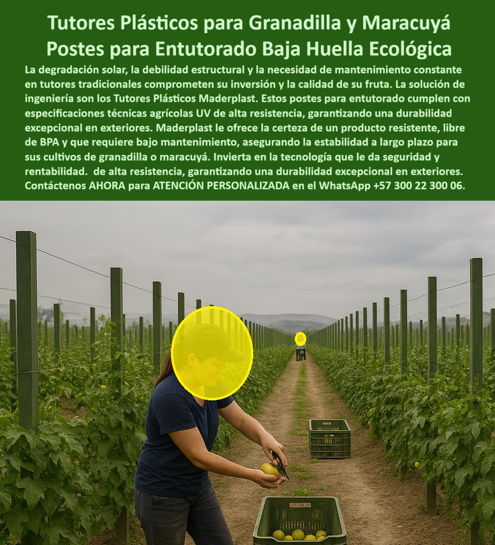 Fabricante Tutores Plásticos De Exteriores Tutores Para Maracuyá Maderplast 0 Especificaciones técnicas tutores agrícolas UV tutores para granadilla resistentes Postes para BPA Postes entutorado maracuyá bajo mantenimiento Postes entutorado 0
