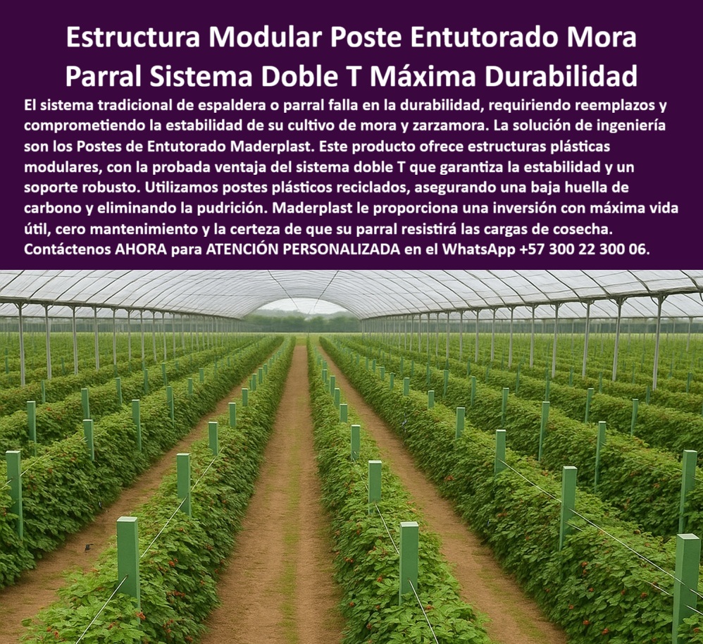 Postes Entutorado tutores De Mora Reina Zarzamora Negra Estructura Maderplast 0 estructuras plásticas modulares para mora y zarzamora ventajas del sistema doble T en cultivo de mora parral de mora con postes plásticos reciclados Guías Estructura Modular Poste Entutorado Mora Parral Sistema Doble T Máxima Durabilidad: La Solución Permanente para Frutales Intensivos, El sistema tradicional de espaldera o parral falla constantemente en la durabilidad, requiriendo reemplazos y comprometiendo la estabilidad de su cultivo de mora y zarzamora. La solución de ingeniería son los Postes de Entutorado Maderplast. Este producto ofrece estructuras plásticas modulares para mora y zarzamora, con la probada ventaja del sistema doble T que garantiza la estabilidad y un soporte robusto. Maderplast le proporciona una inversión con máxima vida útil, cero mantenimiento y la certeza de que su parral resistirá las cargas de cosecha. La imagen presenta un cultivo tecnificado de mora bajo invernadero, sostenido por una estructura modular de postes plásticos Maderplast con sistema doble T, diseñado para garantizar la máxima estabilidad, durabilidad y rendimiento agrícola. Cada poste está fabricado en polietileno estructural reciclado, 100% anticorrosivo, inmune a la humedad, a los fertilizantes y a la radiación UV. Su diseño doble T ofrece una base amplia y reforzada que resiste el peso de los alambres y la carga de frutos sin deformarse ni pudrirse, siendo un perfecto parral tecnificado de polietileno estructural reciclado. La pregunta clave del productor es: "¿Cuál es el mejor poste para cultivos de mora y zarzamora?" El mejor poste es el de polietileno estructural Maderplast, con sistema doble T que resiste peso, humedad y radiación UV. No se oxida ni se pudre, garantiza estructura permanente y producción estable por más de 25 años. A diferencia de la madera o el acero galvanizado, los postes plásticos para parrales de mora doble T anticorrosivos no se oxidan ni se parten; no necesitan pintura, recubrimientos ni mantenimiento. Su color integral y acabado liso impiden la proliferación de hongos o musgos, cumpliendo las normas de Buenas Prácticas Agrícolas (BPA). Cuando usted se pregunta "¿Qué diferencia hay entre postes de plástico y de madera en el parral?", debe saber que los plásticos Maderplast son inmunes a humedad, insectos y hongos; los de madera requieren reemplazos. Los postes Maderplast ofrecen durabilidad, cero mantenimiento y certificación agrícola BPA, con postes plásticos con certificación BPA para agricultura limpia. Para aquellos interesados ​​en la sostenibilidad, "¿Cómo hacer un parral de mora resistente y ecológico?" La respuesta es usar postes modulares de polietileno estructural Maderplast, fabricados con plástico reciclado. Aportan sostenibilidad, estabilidad estructural y gran resistencia mecánica sin impacto ambiental. "¿Qué ventajas tiene el sistema doble T en estructuras agrícolas?" La doble T distribuye mejor las cargas, evita torsiones y garantiza la alineación de los alambres. Los postes Maderplast soportan cultivos pesados ​​sin deformación ni mantenimiento, lo que asegura un parral plástico doble T de larga vida para frutales. Si le preocupa "¿Cómo evitar que los postes del cultivo se pudran con la lluvia?" La solución definitiva es con postes plásticos Maderplast, completamente impermeables y resistentes a todo tipo de clima. No absorbe agua ni se degrada, ideal para zonas tropicales y húmedas. Para quien busca un proveedor confiable, "¿Dónde puedo comprar estructuras modulares para un tutorado?" En Maderplast, fabricante e instalador líder de sistemas plásticos estructurales. Ofrece asesoramiento técnico, personalización y garantía de por vida útil comprobada. En términos de resistencia, "¿Qué tipo de poste soporta más peso en cultivos agrícolas?" El poste de polietileno estructural Maderplast, reforzado con nervaduras internas y diseño doble T, Soporta cargas superiores a 7.000 psi sin deformarse, siendo un soporte estructural plásticos ideal para cultivos de mora tecnificada. "¿Cómo lograr un parral higiénico y libre de mantenimiento?" Con postes plásticos lavables de superficie lisa, como los de Maderplast, que impiden la acumulación de hongos y aseguran producción limpia y certificada BPA, con tutores plásticos lavables para cultivos limpios y seguros. La versatilidad es clave, por eso, "¿Se pueden usar estos postes en otros cultivos además de mora?" Sí, son versátiles para maracuyá, gulupa, kiwi, uva, tomate o flores, adaptándose a cualquier sistema de espaldera, parral o emparrado. Finalmente, "¿Cuánto duran los postes plásticos agrícolas?" Los postes Maderplast superan los 25 años de vida útil, sin oxidarse, sin mantenimiento y con garantía estructural comprobada. Las estructuras plásticas modulares para cultivos de zarzamora y frutales de Maderplast son la mejor opción para un parral agrícola modular fabricado en polietileno estructural para cultivos tecnificados. TESTIMONIO DE ALTO VALOR, ING. CARLOS RINCÓN – DIRECTOR TÉCNICO AGRÍCOLA EN CULTIVOS ANDINOS SAS, "Durante años usamos postes de madera en nuestros cultivos de mora, pero cada tres temporadas había que reemplazarlos por pudrición. Decidimos instalar el sistema modular doble T de Maderplast y el cambio fue total: cero mantenimiento, perfecta alineación de los hilos y un entorno limpio que facilita la recolección. Después de cinco años, las estructuras siguen intactas, soportando lluvias intensas sin deformarse. Nuestra productividad aumentó un 28 % y la presentación del cultivo mejoró visiblemente. Estoy convencido de que Maderplast es la única solución real para estructuras agrícolas permanentes y sostenibles .”, Deje de reemplazar  instalaciones de madera, . Asegure su cosecha con la solidez y durabilidad inigualables que solo la tecnología Maderplast le ofrece, eliminando el colapso de estructuras agrícolas a largo plazo. Usted, como inversionista y líder, debe sentirse convencido y seguro de que Maderplast es la única y mejor opción que cumple sus requisitos en estructuras sostenibles de larga vida para agricultura BPA. Maderplast le ofrece el Diseño y fabricación de este producto de la imagen, asegurando que su visión se materialice con la máxima durabilidad y eficiencia, utilizando postes-plásticos-doble-t, estructuras-modulares-para-mora, parrales-agrícolas-sostenibles, Sistemas-de-entutorado-reciclado y soportes-plásticos-de-larga-vida.  Reciba Asesoría Especializada Con Un Especialista De Maderplast. Atención personalizada en WhatsApp +57 300 22 300 06.